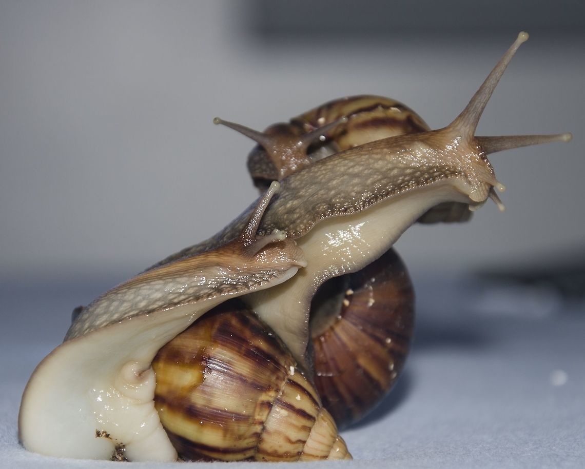 Lissachatina fulica (ex: Achatina fulica) - Giant African Snail / Caracol-Gigante-Africano (F&eacute;russac, 1821) Gastropoda: Orthogastropoda: Heterobranchia: Pulmonata: Stylommatophora: Sigmurethra: Achatinoidea: Achatinidae: Achatininae<br />
<br />
ENGLISH VERSION HERE:<br />
<br />
Lissachatina fulica, previously known as Achatina fulica, is a species of land snails belonging in the class Gastropoda, subclass Orthogastropoda, superorder Heterobranchia, order Pulmonata, suborder Stylommatophora, infraorder Sigmurethra, superfamily Achatinoidea, family Achatinidae and subfamily Achatininae.<br />
<br />
There are four subspecies in this species:<br />
 <br />
Lissachatina fulica hamillei (Petit, 1859)<br />
Lissachatina fulica rodatzi (Dunker, 1852)<br />
Lissachatina fulica sinistrosa (Grateloup, 1840)<br />
Lissachatina fulica umbilicata (Nevill, 1879)<br />
<br />
Lissachatina fulica is a large snail that is native to East Africa. They have a very wide diet, being able to feed on decaying vegetable matter, fruits, live vegetables, rich soil, tiny stones, bones and even concrete. The Lissachatina fulica needs a lot of calcium (Ca, atomic number 20) to maintain their shell healthy. Deficiency in calcium causes the shell to break or / and to become very soft, eventually making the snail eat its own shell to get calcium and die, or to feed on the shell of other snails, causing damage to that snail. This condition is very serious to the health of the snail and can lead to its death. Later on, I will provide a list of allowed food and a calcium-rich diet that is exceptional to the health of the snail's shell.<br />
<br />
They are hermaphrodites. They are also able to self-fertilize, but these cases are considered rare. A bump (often confused as a tumor) on the right side of the head appears as the snail matures; this is actually the snail's genitalia which they use through bilateral mating. Snails of different sizes will often mate unilaterally, the larger acting as the female. The transfer of gametes can last up to two hours and courting involves touching each other's heads and frontal parts. The sperm transferred can be stored for two years and an average of 200 eggs can be produced. Adulthood is reached in about 6 months, but they only stop growing when they die. After adulthood, growth slows. They can live up to 10 years with an average of 5 or 6 under captivity; in nature, that expectancy is usually halved. They prefer to stay hidden underground during the day, and come out of the ground to feed at night.<br />
<br />
They are hosts to a few parasites, which include:<br />
<br />
1 - Aelurostrongylus abstrusus, which causes cardiopulmonary strongylosis in cats. The diagnosis is completed through microscopic identification and confirmation of the pathology through the examination of the parasites in the faeces.<br />
<br />
2 - Angiostrongylus cantonensis, which causes eosinophilic menigoencephalitis. The diagnosis is done through lumbar punctioning, the exam of hemogram, blood culture and C-Reactive Protein.<br />
<br />
3 - Angiostrongylus costaricensis, which causes abdominal angiostrongyliasis. Of hard diagnosis and not detectable through the examination of the faeces. One of the marks of this pathology is the eosinophilia in the hemogram, which is the mass production of eosinophils. The parasites place themselves in the arterioles of the mesenteric artery of the ileum cecal region of the intestine in the lower right quadrant, causing pain that imitates appendicitis, or in the spermatic artery. They do not appear in ultrasound scans or in computed tomography with intravenous contrast. Diagnosis can be done through colonoscopy (I'm unaware how reliable it is) with biopsy of the inflammated areas or through laparatomy, with excision of the affected part of the intestine followed by anastomosis. The biopsy will comprove the pathology if the patient has it.<br />
<br />
4 - Schistosoma mansoni, which causes schistosomiasis, detectable through the faeces. The presence of eosinophilia in the hemogram (mass production of eosinophils) and the conduction of the examination of the faeces with quantitative coproscopy (such as Hoffman or Kato-Katz) might detect the pathology. The hemogram displays leukopenia, anemia and thrombocytopenia, being pathognomonic the fibrosis and periportal thickening, hypertrophy of the left hepatic lobe and increased caliber of the superior mesenteric artery. Rectal biopsy may also be used.<br />
<br />
5 - Trichuris spp., which is detectable in the faeces and causes trichuriasis.<br />
<br />
6 - Hymenolepis spp., which is detectable in the faeces and causes hymenolepiasis.<br />
<br />
7 - Strongyloides spp., which is detectable in the faeces and in mucous secretions and causes strongyloidiasis.<br />
<br />
Exceptional food sources to the health of a Lissachatina fulica can include: apple, apricot, avocado, banana, plum, pumpkin, pitaya, grapes, kiwi, mango, melon, nectarine, orange, Indian fig, peach, pear, blackberry, raspberry, tomato leaves, spinach, cabbage, broccoli, cucumber, lettuce, green beans, mushrooms (not all, thus, not recommended), peas, berries, potato, sweet corn, turnip, leaves of Taraxacum sp. (not recommended due to the use of pesticides), oats, raw eggs, mowed egg shells, cuttlefish bone, whole wheat bread and collard greens.<br />
<br />
An exceptional, rich main diet for strengthening the shell includes extremely mowed egg shells (in which the particles look like sand) and chemical-free collard greens. More chemical-free food can be added occasionally. They prefer rich, humid soil to thrive, such as worm humus and prefer humid habitats. Water containing chlorine (Cl, atomic number 17) might cause damage towards the snail's life expectancy, so for the health of the snail, chlorine-free water is recommended.<br />
<br />
Size: Around 7cm in height and 20cm in length or more on the adults.<br />
<br />
Highly adaptable to a wide variety of habitats. They are native to East Africa, but adapted to other conditions after irresponsible introduction. They have established in most temperate regions, and now their habitat includes the humid tropics. The Lissachatina fulica can now be found in agricultural areas, coastland, natural forest, planted forests, riparian zones, scrub and shrublands, urban areas, and wetlands.<br />
<br />
Source:<br />
<br />
en.wikipedia.org/wiki/Lissachatina_fulica<br />
<br />
Text revision by Fernanda Barcellos (www.facebook.com/fernandaleonell)<br />
<br />
The individual in the middle seems to be another species, not Lissachatina fulica, so this text may be changed in the future.<br />
<br />
VERS&Atilde;O EM PORTUGU&Ecirc;S AQUI: <a href="http://www.projectnoah.org/spottings/1684168453" rel="nofollow">http://www.projectnoah.org/spottings/1684168453</a> Achatina fulica,Achatinidae,Achatininae,Achatinoidea,Brazil,Gastropod,Gastropoda,Geotagged,Giant African Snail,Heterobranchia,Lissachatina,Lissachatina fulica,Orthogastropoda,Pulmonata,Sigmurethra,Snail,Stylommatophora,brasil,ceara,cear&aacute;
