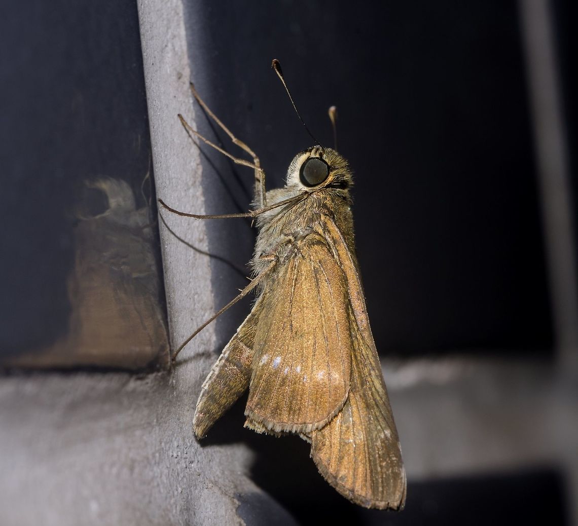 Panoquina cf. ocola ocola - Ocola Skipper / Long-Winged Skipper (W.H. Edwards, 1863) Lepidoptera: Bombycina: Papilionoidea (nowadays) / Hesperioidea: Hesperiidae: Hesperiinae: Calpodini<br />
<br />
This can be either a Panoquina ocola ocola or a Panoquina lucas (Fabricius, 1793). The text is destined to both as I can't seem to differentiate them. Wingspan, distribution and morphology information are only offered for Panoquina ocola ocola as I believe this is the correct one, but may eventually be given to Panoquina lucas as well if somebody can guarantee me the identification with 100% certainty.<br />
<br />
Panoquina ocola ocola is a butterfly in the order Lepidoptera, superfamily Papilionoidea (nowadays) / Hesperioidea, family Hesperiidae, subfamily Hesperiinae and, according to Bug Guide, tribe Calpodini. There are two subspecies of Panoquina ocola:<br />
<br />
Panoquina ocola ocola: It is found in Paraguay North through tropical America and the West Indies to South Texas. Strays North to Southeast Arizona, West Texas, Central Missouri, Ohio, Central Pennsylvania, and Long Island.<br />
<br />
Panoquina ocola distipuncta (Johnson &amp; Matusik, 1988): Dominican Republic. <br />
<br />
The doubt surrounding the species is that Panoquina are little studied and individuals are scarcely obtained, not to mention that Panoquina are quite hard to identify just by photo. However, I believe this is a Panoquina ocola, and if I got the species right then the subspecies is also correct.<br />
<br />
The larvae feed on Oryza sativa (L., Poales: Poaceae "asian rice"), Saccharum officinarum (L.,Poales: Poaceae "sugarcane") and Hymenachne amplexicaulis (L., Poales: Poaceae "trompetilla grass"); however, there might be more. Adults are very rapid fliers and usually hang upside down when feeding from flowers. According to the information known publically, they are on flight in August through October in Arizona, in warm summer months in the North and throughout the year in Florida and South Texas. The adults feed on the nectar of Lantana sp. (L., Lamiales: Verbenaceae "lantana" / "shrub verbenas"), Scandix pecten-veneris (L., Umbellales: Apiaceae "shepherd's needle"), Asclepias incarnata (L., Gentianales: Apocynaceae "swamp milkweed"), Cephalanthus occidentalis (L., 1753, Gentianales: Rubiaceae: Cinchonoideae: Naucleeae "buttonbush" / "common buttonbush" / "button-willow" / "honey-bells") and Pontederia cordata (L., Commelinales: Pontederiaceae "pickerelweed" / "pickerel weed"); there might be more. The host plants to the larvae of Panoquina lucas are the same as those of Panoquina ocola, but include more, such as Sorghum halepense (Poales: Poaceae "Johnson grass"), while the adults of Panoquina lucas feed on the nectar of many flowers including Lantana sp.. The habitats of P. o. ocola are low, damp fields and pastures but will appear in flowery fields during migrations. The habitats of P. lucas are openings in subtropical scrub, forest edges, and nearby fields.<br />
<br />
The forewings are long and project themselves beyond the hindwings when the butterfly is at rest. The upperside of the wings is dark brown and the forewings' upperside possesses pale, whitish spots, the last of which with a distinct V-shape. The underside of the hindwings is brown with no markings. The wingspan is of 35mm-43mm. The forewings of the females are usually purplish mixed with brown, so the subject portrayed here is probably a male. Due to the natural morphology of the females of Panoquina ocola, they are often mistaken with a similar butterfly of the same genus, Panoquina lucas. This is precisely why I did not guarantee a 100% species level confirmation; some Panoquina lucas, from what I saw, are practically identical to this.<br />
<br />
The larvae are green with gray tones. The first two segments are green with shades of blue present and a dark dorsal line with a green stripe with shades of white on each side. The head is light green.<br />
<br />
Sources:<br />
<br />
bugguide.net/node/view/3052<br />
<br />
www.butterfliesandmoths.org/species/Panoquina-ocola<br />
<br />
Final instar larva picture of P. o. ocola: <a href="https://static.wixstatic.com/media/68b80a_67178e13673e41e49cc700e37eb55c1b.jpg/v1/fill/w_260,h_195,al_c,q_80,usm_0.66_1.00_0.01/68b80a_67178e13673e41e49cc700e37eb55c1b.webp" rel="nofollow">https://static.wixstatic.com/media/68b80a_67178e13673e41e49cc700e37eb55c1b.jpg/v1/fill/w_260,h_195,al_c,q_80,usm_0.66_1.00_0.01/68b80a_67178e13673e41e49cc700e37eb55c1b.webp</a><br />
<br />
Egg picture of P. o. ocola: <a href="https://static.wixstatic.com/media/68b80a_0cc9ec684e9a45b9999be0c105073009.jpg/v1/fill/w_260,h_195,al_c,q_80,usm_0.66_1.00_0.01/68b80a_0cc9ec684e9a45b9999be0c105073009.webp" rel="nofollow">https://static.wixstatic.com/media/68b80a_0cc9ec684e9a45b9999be0c105073009.jpg/v1/fill/w_260,h_195,al_c,q_80,usm_0.66_1.00_0.01/68b80a_0cc9ec684e9a45b9999be0c105073009.webp</a><br />
<br />
If you have a picture of the pupa stage of Panoquina ocola ocola and Panoquina lucas, please let me know.<br />
<br />
YOU CAN FIND THE OTHER PICTURES AS WELL AS A DESCRIPTION IN PORTUGUESE IN PROJECT NOAH AT : <a href="http://www.projectnoah.org/spottings/1724662852" rel="nofollow">http://www.projectnoah.org/spottings/1724662852</a><br />
 Brazil,Butterfly,Calpodini,Geotagged,Hesperiidae,Hesperiinae,Lepidoptera,Lepidopterologia,Lepidopterology,Long-Winged Skipper,Ocola skipper,Panoquina ocola,Skipper butterfly,South America,biologia,biology,borboleta,borboletas,brasil,butterflies