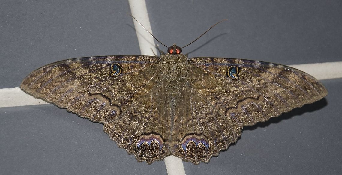 Ascalapha odorata ♂ - Black Witch / Bruxa (Linnaeus, 1758) Lepidoptera: Bombycina: Noctuoidea: Erebidae: Erebinae: Thermesiini<br />
<br />
Ascalapha odorata is a moth in the order Lepidoptera, superfamily Noctuoidea, family Erebidae, subfamily Erebinae and tribe Thermesiini. The subject portrayed is a male.<br />
 <br />
The sexual dimorphism is pretty clear in this species; females possess a white stripe crossing the wings. The upperside of the forewings possess a blueish-green 9-shaped spot, somewhat iridescent and highlighted by shades of orange or yellow. The upperside of the hindwings possess two markings that are reminiscent of a moon shape (yet different) and are colored purple, pink, shades of blue and cream. The males possess a wingspan of around 9-16cm, while the females can reach more than 17cm in wingspan. Adults rest with wings open, these being pointy. Females are more contrasted than males. The larvae measure around 7cm in length (with registers displaying individuals with approximately 9cm), brown to black with three irregularly shaped pale splotches and two parallel dark lines running down their backs. They serve as food to many birds in the food chain.<br />
<br />
They are found throughout Central America and Mexico, with its distribution extending from Brazil to the southern United States. After migration, the species can be found from Texas to Florida as well as the Hawaii islands, although not native there.<br />
<br />
Adults feed on overripe rainforest food and fermenting fruit, especially banana. The larvae&#039;s host plants include Gymnocladus dioicus, Senna alata, Acacia sp., Ebenopsis, Albizia sp., Cassia sp., Prosopis sp., Robinia sp., Samanea sp., Pithecellobium sp., Uncaria sp., Acacia sp., Diospyros sp., Mangifera indica, Anadenanthera peregrina, Inga sp., Mora oleifera, Ficus carica...; these include many Fabaceae (Leguminosae) trees and more host plants may exist. Acacia dealbata is one of Ascalapha odorata&#039;s famous hosts.<br />
<br />
They inhabit tropical and subtropical forests where there are plenty of Fabaceae (Leguminosae) trees. They are also found in urbanized and suburbanized habitats, where they often suffer bias due to folklore and cultural influences, being often ignorantly killed. They are nocturnal in habit, They can migrate great distances, even over open water.<br />
<br />
Ascalapha odorata breeds year round in overlapping generations. The lifespan of adults is speculated to lie somewhere around three to four weeks. Once the females are impregnated, they begin to search for the host plants to lay the eggs, which are dark in color. After eclosing the caterpillars will feed on the plants they were laid on. The pupa is smooth and dark-colored, measuring around 4cm in length.<br />
 <br />
Sources:<br />
<br />
<a href="http://texasento.net/witch_pix.htm" rel="nofollow">http://texasento.net/witch_pix.htm</a><br />
<br />
<a href="http://www.agencia.cnptia.embrapa.br/Agencia16/AG01/arvore/AG01_81_911200585235.html" rel="nofollow">http://www.agencia.cnptia.embrapa.br/Agencia16/AG01/arvore/AG01_81_911200585235.html</a><br />
<br />
<a href="https://www.researchgate.net/publication/261133266_The_Most_Northerly_Black_Witch_Ascalapha_odorata_A_Tropical_Moth_in_the_Canadian_Arctic" rel="nofollow">https://www.researchgate.net/publication/261133266_The_Most_Northerly_Black_Witch_Ascalapha_odorata_A_Tropical_Moth_in_the_Canadian_Arctic</a><br />
<br />
<a href="http://faunaefloradorn.blogspot.com/2012/10/mariposa-bruxa-ascalapha-odorata.html" rel="nofollow">http://faunaefloradorn.blogspot.com/2012/10/mariposa-bruxa-ascalapha-odorata.html</a><br />
<br />
<a href="https://en.wikipedia.org/wiki/Ascalapha_odorata" rel="nofollow">https://en.wikipedia.org/wiki/Ascalapha_odorata</a><br />
<br />
<a href="https://pt.wikipedia.org/wiki/Ascalapha_odorata" rel="nofollow">https://pt.wikipedia.org/wiki/Ascalapha_odorata</a><br />
<br />
<a href="http://biodiversitygenomics.net/site/wp-content/uploads/2016/01/2014" rel="nofollow">http://biodiversitygenomics.net/site/wp-content/uploads/2016/01/2014</a> - Ekrem - The Most Northerly black witch.pdf<br />
<br />
12th of February, 2018 at 09:57:58pm.<br />
Female picture: <figure class="photo"><a href="https://www.jungledragon.com/image/59012/ascalapha_odorata_-_black_witch_bruxa_linnaeus_1758.html" title="Ascalapha odorata ♀ - Black Witch / Bruxa (Linnaeus, 1758)"><img src="https://s3.amazonaws.com/media.jungledragon.com/images/3305/59012_thumb.jpg?AWSAccessKeyId=05GMT0V3GWVNE7GGM1R2&Expires=1759968010&Signature=eDT9BiJTUpFSQ%2Bph9zbrGPgaDcY%3D" width="200" height="98" alt="Ascalapha odorata ♀ - Black Witch / Bruxa (Linnaeus, 1758) Lepidoptera: Bombycina: Noctuoidea: Erebidae: Erebinae: Thermesiini<br />
<br />
Ascalapha odorata is a moth in the order Lepidoptera, superfamily Noctuoidea, family Erebidae, subfamily Erebinae and tribe Thermesiini. The subject portrayed is a female.<br />
<br />
The sexual dimorphism is pretty clear in this species; females possess a white stripe crossing the wings. The upperside of the forewings possess a blueish-green 9-shaped spot, somewhat iridescent and highlighted by shades of orange or yellow. The upperside of the hindwings possess two markings that are reminiscent of a moon shape (yet different) and are colored purple, pink, shades of blue and cream. The males possess a wingspan of around 9-16cm, while the females can reach more than 17cm in wingspan. Adults rest with wings open, these being pointy. Females are more contrasted than males. The larvae measure around 7cm in length (with registers displaying individuals with approximately 9cm), brown to black with three irregularly shaped pale splotches and two parallel dark lines running down their backs. They serve as food to many birds in the food chain.<br />
<br />
They are found throughout Central America and Mexico, with its distribution extending from Brazil to the southern United States. After migration, the species can be found from Texas to Florida as well as the Hawaii islands, although not native there.<br />
<br />
Adults feed on overripe rainforest food and fermenting fruit, especially banana. The larvae&#039;s host plants include Gymnocladus dioicus, Senna alata, Acacia sp., Ebenopsis, Albizia sp., Cassia sp., Prosopis sp., Robinia sp., Samanea sp., Pithecellobium sp., Uncaria sp., Acacia sp., Diospyros sp., Mangifera indica, Anadenanthera peregrina, Inga sp., Mora oleifera, Ficus carica...; these include many Fabaceae (Leguminosae) trees and more host plants may exist. Acacia dealbata is one of Ascalapha odorata&#039;s famous hosts.<br />
<br />
They inhabit tropical and subtropical forests where there are plenty of Fabaceae (Leguminosae) trees. They are also found in urbanized and suburbanized habitats, where they often suffer bias due to folklore and cultural influences, being often ignorantly killed. They are nocturnal in habit, They can migrate great distances, even over open water.<br />
<br />
Ascalapha odorata breeds year round in overlapping generations. The lifespan of adults is speculated to lie somewhere around three to four weeks. Once the females are impregnated, they begin to search for the host plants to lay the eggs, which are dark in color. After eclosing the caterpillars will feed on the plants they were laid on. The pupa is smooth and dark-colored, measuring around 4cm in length.<br />
<br />
Sources:<br />
<br />
http://texasento.net/witch_pix.htm<br />
<br />
http://www.agencia.cnptia.embrapa.br/Agencia16/AG01/arvore/AG01_81_911200585235.html<br />
<br />
https://www.researchgate.net/publication/261133266_The_Most_Northerly_Black_Witch_Ascalapha_odorata_A_Tropical_Moth_in_the_Canadian_Arctic<br />
<br />
http://faunaefloradorn.blogspot.com/2012/10/mariposa-bruxa-ascalapha-odorata.html<br />
<br />
https://en.wikipedia.org/wiki/Ascalapha_odorata<br />
<br />
https://pt.wikipedia.org/wiki/Ascalapha_odorata<br />
<br />
http://biodiversitygenomics.net/site/wp-content/uploads/2016/01/2014 - Ekrem - The Most Northerly black witch.pdf<br />
<br />
24th of February, 2018 at 22:08:52.<br />
Male picture: https://www.jungledragon.com/image/59009/ascalapha_odorata_-_black_witch_bruxa_linnaeus_1758.html<br />
<br />
Portuguese version in Project Noah at: http://www.projectnoah.org/spottings/1245515476 Ascalapha odorata,Black Witch,Brazil,Erebid moth,Geotagged,Lepidoptera,Lepidopterologia,Lepidopterology,Moth,Noctuoidea,South America,am&eacute;rica do sul,biologia,biology,black,black witch,brasil,brazilian moths,bruxa,ceara" /></a></figure><br />
<br />
Portuguese version in Project Noah at: <a href="http://www.projectnoah.org/spottings/1245515476" rel="nofollow">http://www.projectnoah.org/spottings/1245515476</a> Ascalapha odorata,Black Witch,Brazil,Erebid moth,Geotagged,Lepidoptera,Lepidopterologia,Lepidopterology,Moth,Noctuoidea,South America,américa do sul,biologia,biology,black,black witch,brasil,brazilian moths,bruxa,ceara