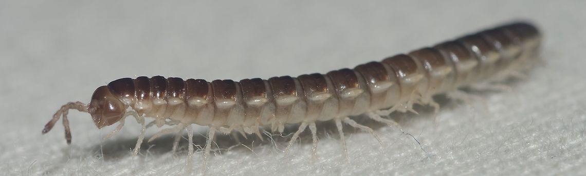 Oxidus gracilis - Greenhouse Millipede (C. L. Koch, 1847) Diplopoda: Chilognatha: Helminthomorpha: Eugnatha: Merocheta: Polydesmida: Paradoxosomatidea: Paradoxosomatidae: Paradoxosomatinae: Sulciferini<br />
<br />
VERSÃO EM PORTUGUÊS NO PROJECT NOAH: <a href="http://www.projectnoah.org/spottings/25488322" rel="nofollow">http://www.projectnoah.org/spottings/25488322</a><br />
PICTURE OF THE IMMATURE IN JUNGLEDRAGON: <figure class="photo"><a href="https://www.jungledragon.com/image/59034/oxidus_gracilis_-_greenhouse_millipede_c._l._koch_1847.html" title="Oxidus gracilis - Greenhouse Millipede (C. L. Koch, 1847)"><img src="https://s3.amazonaws.com/media.jungledragon.com/images/3305/59034_thumb.jpg?AWSAccessKeyId=05GMT0V3GWVNE7GGM1R2&Expires=1763596810&Signature=IwNsy6qELUhezFeR2Gkflf2blno%3D" width="200" height="152" alt="Oxidus gracilis - Greenhouse Millipede (C. L. Koch, 1847) Diplopoda: Chilognatha: Helminthomorpha: Eugnatha: Merocheta: Polydesmida: Paradoxosomatidea: Paradoxosomatidae: Paradoxosomatinae: Sulciferini<br />
<br />
VERSÃO EM PORTUGUÊS NO PROJECT NOAH: http://www.projectnoah.org/spottings/25488322<br />
PICTURE OF THE IMMATURE IN JUNGLEDRAGON: https://www.jungledragon.com/image/59033/oxidus_gracilis_-_greenhouse_millipede_c._l._koch_1847.html<br />
<br />
Picture of an adult of Oxidus gracilis here in JungleDragon:<br />
<br />
20th of March, 2018 at 05:39:46pm.<br />
<br />
Oxidus gracilis is a member of the class Diplopoda, subclass Chilognatha, infraclass Helminthomorpha, subterclass Eugnatha, superorder Merocheta, order Polydesmida, suborder Paradoxosomatidea, family Paradoxosomatidae, subfamily Paradoxosomatinae and tribe Sulciferini.<br />
<br />
Oxidus gracilis is native to Japan but have been introduced globally. They can achieve lengths of 18-23mm. The dorsal section of each segment has a transverse groove with cream-colored legs. The segments are brown, but the borders are of a cream color. The adults dig tunnels in the soil, forming several chambers where they will lay their eggs after being impregnated. Females possess one more pair of legs compared to the males. Sexual maturity is achieved after 5-6 months in females, breeding season lasts all year and they lay egg batches of 40 to 300 sticky, white or brown eggs underground. The first instars of Oxidus gracilis are white in coloring, and proceed to grow more segments and legs and become darker as they age. Adults are thought to have a lifespan of one year. Analyses have identified six different noxious compounds they secrete in different quantities depending on their environment. These compounds include phenol and a cyanide derivative, and presumably are effective for defense from predation, and also for resisting colonization by bacteria and fungi in the soil.<br />
<br />
Oxidus gracilis cannot bite through skin, so they are very passive and can't attack humans or animals. They feed on a wide amount of food sources, such as faeces, decaying vegetable matter, roots, fruits (decaying or fresh), rich soil, perhaps seeds and occasionally live plants when no other food is available. The adults and the immatures NEED a humid environment to live in as they are very prone to dehydration and dessication. Without constant water, they will shrivel and die very fast. Nocturnal, Oxidus gracilis often stay underground during the day or hidden below rocks, leaf litters or decaying wood. These hiding sources not only protect them from predators, but also conserve the needed humidity to keep them alive. During rain, they will come out of the ground to breath. They only have three defensive mechanisms against predation:<br />
<br />
1 - Curling up. Due to their lack of speed and their inability to bite or sting, millipedes' primary defence mechanism is to curl into a tight coil – protecting their delicate legs inside an armoured exoskeleton.<br />
2 - Releasing a foul odor.<br />
3 - Hiding.<br />
<br />
REPRODUCTIVE SYSTEM AND ANATOMY (Source - https://en.wikipedia.org/wiki/Millipede)<br />
<br />
Millipedes breath through two pairs of spiracles located ventrally on each segment near the base of the legs. Each opens into an internal pouch, connecting to a system of tracheae. The heart runs the entire length of the body with an aorta stretching into the head. The excretory organs are two pairs of Malpighian tubules located near the mid-part of the gut. The digestive tract is a simple tube with two pairs of salivary glands to help digest food. The genital openings (gonopores) of both sexes are located on the underside of the third body segment (near the second pair of legs) and may be accompanied in the male by one or two penes, which deposit the spermatophores onto the gonopods. In the females, the genital pores open into paired small sacs called cyphopods or vulvae, which are covered by small hood-like lids and are used to store the sperm after copulation. Millipede sperm lack flagella, a unique trait among Myriapods.<br />
<br />
REPRODUCTIVE SYSTEM AND ANATOMY ENDS HERE<br />
<br />
Millipedes are preyed on by a wide range of animals, including various reptiles, amphibians, birds, mammals and insects, effectively establishing themselves in the food chain. Oxidus gracilis' importance in nature can be also be observed as natural decomposers, being detritivores.<br />
<br />
Other sources:<br />
<br />
https://en.wikipedia.org/wiki/Greenhouse_millipede<br />
<br />
http://eol.org/pages/129182/details América,Animalia,Arthropoda,Arthropods,Brazil,Chilognatha,Diplopoda,Eugnatha,Geotagged,Helminthomorpha,Japan,Merocheta,Milipede,Millipede,Myriapoda,Oxidus,Oxidus gracilis,Paradoxosomatidae,Paradoxosomatidea,Paradoxosomatinae" /></a></figure><br />
<br />
5th of April, 2018 at 11:43:34am.<br />
<br />
Oxidus gracilis is a member of the class Diplopoda, subclass Chilognatha, infraclass Helminthomorpha, subterclass Eugnatha, superorder Merocheta, order Polydesmida, suborder Paradoxosomatidea, family Paradoxosomatidae, subfamily Paradoxosomatinae and tribe Sulciferini.<br />
<br />
Oxidus gracilis is native to Japan but have been introduced globally. They can achieve lengths of 18-23mm. The dorsal section of each segment has a transverse groove with cream-colored legs. The segments are brown, but the borders are of a cream color. The adults dig tunnels in the soil, forming several chambers where they will lay their eggs after being impregnated. Females possess one more pair of legs compared to the males. Sexual maturity is achieved after 5-6 months in females, breeding season lasts all year and they lay egg batches of 40 to 300 sticky, white or brown eggs underground. The first instars of Oxidus gracilis are white in coloring, and proceed to grow more segments and legs and become darker as they age. Adults are thought to have a lifespan of one year. Analyses have identified six different noxious compounds they secrete in different quantities depending on their environment. These compounds include phenol and a cyanide derivative, and presumably are effective for defense from predation, and also for resisting colonization by bacteria and fungi in the soil.<br />
<br />
Oxidus gracilis cannot bite through skin, so they are very passive and can't attack humans or animals. They feed on a wide amount of food sources, such as faeces, decaying vegetable matter, roots, fruits (decaying or fresh), rich soil, perhaps seeds and occasionally live plants when no other food is available. The adults and the immatures NEED a humid environment to live in as they are very prone to dehydration and dessication. Without constant water, they will shrivel and die very fast. Nocturnal, Oxidus gracilis often stay underground during the day or hidden below rocks, leaf litters or decaying wood. These hiding sources not only protect them from predators, but also conserve the needed humidity to keep them alive. During rain, they will come out of the ground to breath. They only have three defensive mechanisms against predation:<br />
<br />
1 - Curling up. Due to their lack of speed and their inability to bite or sting, millipedes' primary defence mechanism is to curl into a tight coil – protecting their delicate legs inside an armoured exoskeleton.<br />
2 - Releasing a foul odor.<br />
3 - Hiding.<br />
<br />
REPRODUCTIVE SYSTEM AND ANATOMY (Source - <a href="https://en.wikipedia.org/wiki/Millipede)" rel="nofollow">https://en.wikipedia.org/wiki/Millipede)</a><br />
<br />
Millipedes breath through two pairs of spiracles located ventrally on each segment near the base of the legs. Each opens into an internal pouch, connecting to a system of tracheae. The heart runs the entire length of the body with an aorta stretching into the head. The excretory organs are two pairs of Malpighian tubules located near the mid-part of the gut. The digestive tract is a simple tube with two pairs of salivary glands to help digest food. The genital openings (gonopores) of both sexes are located on the underside of the third body segment (near the second pair of legs) and may be accompanied in the male by one or two penes, which deposit the spermatophores onto the gonopods. In the females, the genital pores open into paired small sacs called cyphopods or vulvae, which are covered by small hood-like lids and are used to store the sperm after copulation. Millipede sperm lack flagella, a unique trait among Myriapods.<br />
<br />
REPRODUCTIVE SYSTEM AND ANATOMY ENDS HERE<br />
<br />
Millipedes are preyed on by a wide range of animals, including various reptiles, amphibians, birds, mammals and insects, effectively establishing themselves in the food chain. Oxidus gracilis' importance in nature can be also be observed as natural decomposers, being detritivores.<br />
<br />
Other sources:<br />
<br />
<a href="https://en.wikipedia.org/wiki/Greenhouse_millipede" rel="nofollow">https://en.wikipedia.org/wiki/Greenhouse_millipede</a><br />
<br />
<a href="http://eol.org/pages/129182/details" rel="nofollow">http://eol.org/pages/129182/details</a> América,Animalia,Arthropoda,Arthropods,Brazil,Chilognatha,Diplopoda,Eugnatha,Geotagged,Helminthomorpha,Japan,Merocheta,Milipede,Millipede,Myriapoda,Oxidus,Oxidus gracilis,Paradoxosomatidae,Paradoxosomatidea,Paradoxosomatinae