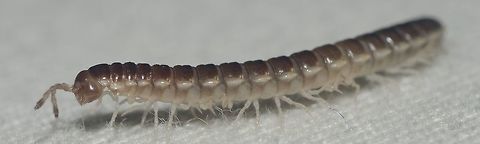 Oxidus gracilis - Greenhouse Millipede (C. L. Koch, 1847) Diplopoda: Chilognatha: Helminthomorpha: Eugnatha: Merocheta: Polydesmida: Paradoxosomatidea: Paradoxosomatidae: Paradoxosomatinae: Sulciferini

VERSÃO EM PORTUGUÊS NO PROJECT NOAH: http://www.projectnoah.org/spottings/25488322
PICTURE OF THE IMMATURE IN JUNGLEDRAGON: https://www.jungledragon.com/image/59034/oxidus_gracilis_-_greenhouse_millipede_c._l._koch_1847.html

5th of April, 2018 at 11:43:34am.

Oxidus gracilis is a member of the class Diplopoda, subclass Chilognatha, infraclass Helminthomorpha, subterclass Eugnatha, superorder Merocheta, order Polydesmida, suborder Paradoxosomatidea, family Paradoxosomatidae, subfamily Paradoxosomatinae and tribe Sulciferini.

Oxidus gracilis is native to Japan but have been introduced globally. They can achieve lengths of 18-23mm. The dorsal section of each segment has a transverse groove with cream-colored legs. The segments are brown, but the borders are of a cream color. The adults dig tunnels in the soil, forming several chambers where they will lay their eggs after being impregnated. Females possess one more pair of legs compared to the males. Sexual maturity is achieved after 5-6 months in females, breeding season lasts all year and they lay egg batches of 40 to 300 sticky, white or brown eggs underground. The first instars of Oxidus gracilis are white in coloring, and proceed to grow more segments and legs and become darker as they age. Adults are thought to have a lifespan of one year. Analyses have identified six different noxious compounds they secrete in different quantities depending on their environment. These compounds include phenol and a cyanide derivative, and presumably are effective for defense from predation, and also for resisting colonization by bacteria and fungi in the soil.

Oxidus gracilis cannot bite through skin, so they are very passive and can't attack humans or animals. They feed on a wide amount of food sources, such as faeces, decaying vegetable matter, roots, fruits (decaying or fresh), rich soil, perhaps seeds and occasionally live plants when no other food is available. The adults and the immatures NEED a humid environment to live in as they are very prone to dehydration and dessication. Without constant water, they will shrivel and die very fast. Nocturnal, Oxidus gracilis often stay underground during the day or hidden below rocks, leaf litters or decaying wood. These hiding sources not only protect them from predators, but also conserve the needed humidity to keep them alive. During rain, they will come out of the ground to breath. They only have three defensive mechanisms against predation:

1 - Curling up. Due to their lack of speed and their inability to bite or sting, millipedes' primary defence mechanism is to curl into a tight coil – protecting their delicate legs inside an armoured exoskeleton.
2 - Releasing a foul odor.
3 - Hiding.

REPRODUCTIVE SYSTEM AND ANATOMY (Source - https://en.wikipedia.org/wiki/Millipede)

Millipedes breath through two pairs of spiracles located ventrally on each segment near the base of the legs. Each opens into an internal pouch, connecting to a system of tracheae. The heart runs the entire length of the body with an aorta stretching into the head. The excretory organs are two pairs of Malpighian tubules located near the mid-part of the gut. The digestive tract is a simple tube with two pairs of salivary glands to help digest food. The genital openings (gonopores) of both sexes are located on the underside of the third body segment (near the second pair of legs) and may be accompanied in the male by one or two penes, which deposit the spermatophores onto the gonopods. In the females, the genital pores open into paired small sacs called cyphopods or vulvae, which are covered by small hood-like lids and are used to store the sperm after copulation. Millipede sperm lack flagella, a unique trait among Myriapods.

REPRODUCTIVE SYSTEM AND ANATOMY ENDS HERE

Millipedes are preyed on by a wide range of animals, including various reptiles, amphibians, birds, mammals and insects, effectively establishing themselves in the food chain. Oxidus gracilis' importance in nature can be also be observed as natural decomposers, being detritivores.

Other sources:

https://en.wikipedia.org/wiki/Greenhouse_millipede

http://eol.org/pages/129182/details América,Animalia,Arthropoda,Arthropods,Brazil,Chilognatha,Diplopoda,Eugnatha,Geotagged,Helminthomorpha,Japan,Merocheta,Milipede,Millipede,Myriapoda,Oxidus,Oxidus gracilis,Paradoxosomatidae,Paradoxosomatidea,Paradoxosomatinae
