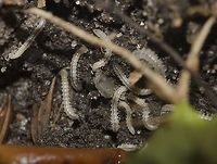 Oxidus gracilis - Greenhouse Millipede (C. L. Koch, 1847) Diplopoda: Chilognatha: Helminthomorpha: Eugnatha: Merocheta: Polydesmida: Paradoxosomatidea: Paradoxosomatidae: Paradoxosomatinae: Sulciferini<br />
<br />
VERSÃO EM PORTUGUÊS NO PROJECT NOAH: http://www.projectnoah.org/spottings/25488322<br />
PICTURE OF THE IMMATURE IN JUNGLEDRAGON: https://www.jungledragon.com/image/59033/oxidus_gracilis_-_greenhouse_millipede_c._l._koch_1847.html<br />
<br />
Picture of an adult of Oxidus gracilis here in JungleDragon:<br />
<br />
20th of March, 2018 at 05:39:46pm.<br />
<br />
Oxidus gracilis is a member of the class Diplopoda, subclass Chilognatha, infraclass Helminthomorpha, subterclass Eugnatha, superorder Merocheta, order Polydesmida, suborder Paradoxosomatidea, family Paradoxosomatidae, subfamily Paradoxosomatinae and tribe Sulciferini.<br />
<br />
Oxidus gracilis is native to Japan but have been introduced globally. They can achieve lengths of 18-23mm. The dorsal section of each segment has a transverse groove with cream-colored legs. The segments are brown, but the borders are of a cream color. The adults dig tunnels in the soil, forming several chambers where they will lay their eggs after being impregnated. Females possess one more pair of legs compared to the males. Sexual maturity is achieved after 5-6 months in females, breeding season lasts all year and they lay egg batches of 40 to 300 sticky, white or brown eggs underground. The first instars of Oxidus gracilis are white in coloring, and proceed to grow more segments and legs and become darker as they age. Adults are thought to have a lifespan of one year. Analyses have identified six different noxious compounds they secrete in different quantities depending on their environment. These compounds include phenol and a cyanide derivative, and presumably are effective for defense from predation, and also for resisting colonization by bacteria and fungi in the soil.<br />
<br />
Oxidus gracilis cannot bite through skin, so they are very passive and can't attack humans or animals. They feed on a wide amount of food sources, such as faeces, decaying vegetable matter, roots, fruits (decaying or fresh), rich soil, perhaps seeds and occasionally live plants when no other food is available. The adults and the immatures NEED a humid environment to live in as they are very prone to dehydration and dessication. Without constant water, they will shrivel and die very fast. Nocturnal, Oxidus gracilis often stay underground during the day or hidden below rocks, leaf litters or decaying wood. These hiding sources not only protect them from predators, but also conserve the needed humidity to keep them alive. During rain, they will come out of the ground to breath. They only have three defensive mechanisms against predation:<br />
<br />
1 - Curling up. Due to their lack of speed and their inability to bite or sting, millipedes' primary defence mechanism is to curl into a tight coil – protecting their delicate legs inside an armoured exoskeleton.<br />
2 - Releasing a foul odor.<br />
3 - Hiding.<br />
<br />
REPRODUCTIVE SYSTEM AND ANATOMY (Source - https://en.wikipedia.org/wiki/Millipede)<br />
<br />
Millipedes breath through two pairs of spiracles located ventrally on each segment near the base of the legs. Each opens into an internal pouch, connecting to a system of tracheae. The heart runs the entire length of the body with an aorta stretching into the head. The excretory organs are two pairs of Malpighian tubules located near the mid-part of the gut. The digestive tract is a simple tube with two pairs of salivary glands to help digest food. The genital openings (gonopores) of both sexes are located on the underside of the third body segment (near the second pair of legs) and may be accompanied in the male by one or two penes, which deposit the spermatophores onto the gonopods. In the females, the genital pores open into paired small sacs called cyphopods or vulvae, which are covered by small hood-like lids and are used to store the sperm after copulation. Millipede sperm lack flagella, a unique trait among Myriapods.<br />
<br />
REPRODUCTIVE SYSTEM AND ANATOMY ENDS HERE<br />
<br />
Millipedes are preyed on by a wide range of animals, including various reptiles, amphibians, birds, mammals and insects, effectively establishing themselves in the food chain. Oxidus gracilis' importance in nature can be also be observed as natural decomposers, being detritivores.<br />
<br />
Other sources:<br />
<br />
https://en.wikipedia.org/wiki/Greenhouse_millipede<br />
<br />
http://eol.org/pages/129182/details América,Animalia,Arthropoda,Arthropods,Brazil,Chilognatha,Diplopoda,Eugnatha,Geotagged,Helminthomorpha,Japan,Merocheta,Milipede,Millipede,Myriapoda,Oxidus,Oxidus gracilis,Paradoxosomatidae,Paradoxosomatidea,Paradoxosomatinae