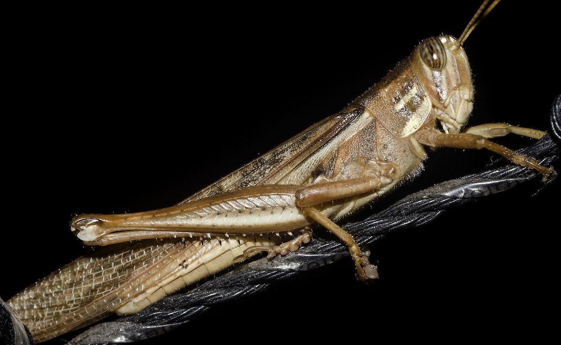 Schistocerca cancellata cf. cancellata - Bird Locust (Serville, 1838) Orthoptera: Caelifera: Acrididea: Acrioidea: Acrididae: Cyrtacanthacridinae: Cyrtacanthacridini<br />
<br />
ENGLISH VERSION HERE:<br />
<br />
Schistocerca cancellata is a locust popularly known as &quot;bird locust&quot; in the order Orthoptera, suborder Caelifera, infraorder Acrididea (syn: Acridomorpha; Tetrigidea), superfamily Acridoidea, family Acrididae, subfamily Cyrtacanthacridinae and tribe Cyrtacanthacridini. Apparently and doubtfully, there are two subspecies are present: S. cancellata cancellata and S. cancellata paranensis (Burmeister, H., 1861), and I&#039;m unaware on the distribution of the latter.<br />
<br />
They are polyphagous and feed on a wide variety of wild and cultivated plants. It is one of the few species of Schistocerca that are truly swarming and can form dense migrating swarms through an extreme form of density-dependend phenotypic plasticity, known as locust phase polyphenism. The wings are lacy and the overall coloring is brown in multiple shades. It measured around 5 to 5,5cm in length. Although OSF (<a href="http://orthoptera.speciesfile.org/common/editTaxon/Distribution/ShowDistribution.aspx?TaxonNameID=1112355)" rel="nofollow">http://orthoptera.speciesfile.org/common/editTaxon/Distribution/ShowDistribution.aspx?TaxonNameID=1112355)</a> registers this locust in wider numbers in the South of Brazil, it is known that the great migrative tendencies of these Orthoptera leave room for doubt on a true status of distribution. Records point the existence of specimens in the Northwest of Brazil, where this one was found. I will try to provide a source eventually as this is quite hard to find. Records point S. cancellata is adapted to arid or semi-arid regions.<br />
<br />
Further informations on the breeding habits, overall anatomy and behaviour will be appreciated and credited.<br />
<br />
Identified by K&aacute;tia Matiotti. (www.facebook.com/katia.matiotti) <br />
<br />
Source:<br />
<br />
www.ncbi.nlm.nih.gov/pmc/articles/PMC5529561/<br />
<br />
VERS&Atilde;O EM PORTUGU&Ecirc;S AQUI:<br />
<br />
Schistocerca cancellata &eacute; um gafanhoto popularmente conhecido em ingl&ecirc;s por &quot;bird locust&quot; pertencente &agrave; ordem Orthoptera, subordem Caelifera, infraordem Acrididea (sin: Acridomorpha, Tetrigidea), superfam&iacute;lia Acridoidea, fam&iacute;lia Acrididae, subfam&iacute;lia Cyrtacanthacridinae, Cyrtacanthacridini. Aparente e duvidosamente, h&aacute; duas subesp&eacute;cies de Schistocerca cancellata: S. cancellata cancellata e S. cancellata paranensis (Burmeister, H., 1861), onde desconhe&ccedil;o a distribui&ccedil;&atilde;o do &uacute;ltimo.<br />
<br />
S&atilde;o pol&iacute;fagos e se alimentam de uma grande variedade de plantas selvagens e cultivadas. &Eacute; uma das poucas esp&eacute;cies de Schistocerca que, verdadeiramente, formam enxames e podem formar enxames migrat&oacute;rios densos atrav&eacute;s de uma extrema forma de plasticidade fenot&iacute;pica denso-dependente, conhecida como fase de polifenismo do gafanhoto. As asas s&atilde;o rendadas e a colora&ccedil;&atilde;o geral envolve diversos tons de marrom. O sujeito retratado media, em m&eacute;dia, entre 5 e 5,5cm de comprimento. Apesar que a OSF (<a href="http://orthoptera.speciesfile.org/common/editTaxon/Distribution/ShowDistribution.aspx?TaxonNameID=1112355)" rel="nofollow">http://orthoptera.speciesfile.org/common/editTaxon/Distribution/ShowDistribution.aspx?TaxonNameID=1112355)</a> registra este gafanhoto em popula&ccedil;&otilde;es maiores no Sul do Brasil, &eacute; sabido que as grandes tend&ecirc;ncias migrat&oacute;rias deste Orthoptera deixam margem para d&uacute;vidas sobre o seu estado real de distribui&ccedil;&atilde;o. Registros apontam a presen&ccedil;a de esp&eacute;cimes no Nordeste do Brasil, onde este foi encontrado. Tentarei fornecer uma fonte para esta informa&ccedil;&atilde;o eventualmente, pois &eacute; dif&iacute;cil de encontrar. Registros apontam que S. cancellata &eacute; adaptado &agrave;s regi&otilde;es &aacute;ridas e semi-&aacute;ridas.<br />
<br />
Mais informa&ccedil;&otilde;es sobre os h&aacute;bitos reprodutivos, anatomia em geral e comportamento ser&atilde;o apreciadas e creditadas.<br />
<br />
Identificado por K&aacute;tia Matiotti. (<a href="https://www.facebook.com/katia.matiotti)" rel="nofollow">https://www.facebook.com/katia.matiotti)</a><br />
<br />
Fonte:<br />
<br />
<a href="https://www.ncbi.nlm.nih.gov/pmc/articles/PMC5529561/" rel="nofollow">https://www.ncbi.nlm.nih.gov/pmc/articles/PMC5529561/</a><br />
<br />
MORE PHOTOS / MAIS FOTOS:<br />
<br />
Project Noah: <a href="http://www.projectnoah.org/spottings/1526869319" rel="nofollow">http://www.projectnoah.org/spottings/1526869319</a><br />
Flickr 1: <a href="https://flic.kr/p/GiWYZt" rel="nofollow">https://flic.kr/p/GiWYZt</a><br />
Flickr 2: <a href="https://flic.kr/p/HQewX7" rel="nofollow">https://flic.kr/p/HQewX7</a><br />
Flickr 3: <a href="https://flic.kr/p/GiUpEM" rel="nofollow">https://flic.kr/p/GiUpEM</a><br />
Flickr 4: <a href="https://flic.kr/p/25aYvHE" rel="nofollow">https://flic.kr/p/25aYvHE</a> Acrididea,Acridoidea,Animalia,Arthropoda,Brazil,Brazilian Grasshopper,Caelifera,Cyrtacanthacridinae,Cyrtacanthacridini,Geotagged,Insecta,Migratory locust,Orthoptera,Schistocerca,Schistocerca cancellata,Schistocerca cancellata cancellata,South America,South American Locust,acrididae,américa do sul