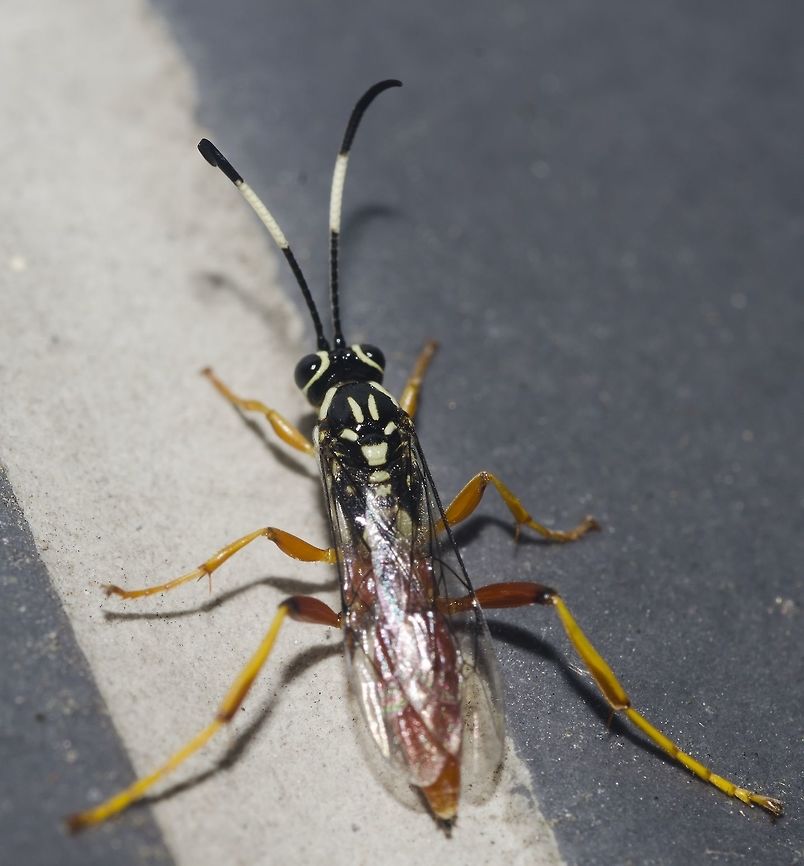 Cryptanura sp. - Ichneumonid Wasp (Brullé, 1846) Identified by Cesar of Insetologia. The subject portrayed is a male. Cryptanura are members of the order Hymenoptera, suborder Apocrita, where they are included in the group &quot;Parasitica&quot;, superfamily Ichneumonoidea, family Ichneumonidae, subfmaily Cryptinae, tribe Cryptini and subtribe Mesostesina.<br />
<br />
Cryptanura belongs to a complex mimetic ring involving at least two families of Hemipterans, katydids (Orthoptera: Ensifera), flies (Diptera) and cockroaches (Blattodea). All of these requires confirmation as to their participation in the mimetism involving Cryptanura wasps. Examples of Hemipterans visually inside this mimetic ring with Cryptanura are the Holymenia clavigera (which studies strongly suggest their participation in the mimetism) and Echthrus reluctator; the mimetism is also extended towards the behaviour despite the different ecology. They forage for hidden hosts through rapid sweeps on the floor with the antennae, a behaviour that is also noted on Holymenia clavigera and Echthrus reluctator which suggests that technique was identically assumed by the bug from the Ichenumonid. Such antennal movements are normally cues for predation, courtship or to demonstrate they are alert; none of which seems to be the case for Holymenia clavigera on the described cases, indicating that the bug spends energy moving its antennae exclusively as a mimetic technique to imitate the Ichneumonid. Most Cryptinae wasps are presumed to be external parasitoids of many hosts, including Lepidoptera. Informations on the larva-adult process will be appreciated and credited.<br />
<br />
The mimetic hoverflies Sphecomyia vittata, Ceriana signifera, Tenthredomyia abbreviate and Spilomyia hamiifera hold their antennae in positions which suggest the geniculate antennae of wasps. Lymeon sp. also seems to be part of this mimetic ring. This requires scientific confirmation.<br />
<br />
The tiny Lymeon wasps are similar-looking to Cryptanura; still lacks scientific confirmation.<br />
<br />
Other possible insects that seem to be part of this complex mimetic ring but still require scientific confirmation:<br />
<br />
Hyalymenus (Hyalymenus) vespiformis (Fabricius, 1803) - <a href="http://coreoidea.speciesfile.org/Common/basic/ShowImage.aspx?TaxonNameID=1186461&amp;ImageID=197220" rel="nofollow">http://coreoidea.speciesfile.org/Common/basic/ShowImage.aspx?TaxonNameID=1186461&amp;ImageID=197220</a><br />
<br />
Blattodea - <a href="https://openi.nlm.nih.gov/imgs/512/147/4311699/PMC4311699_zookeys-475-037-g016.png" rel="nofollow">https://openi.nlm.nih.gov/imgs/512/147/4311699/PMC4311699_zookeys-475-037-g016.png</a><br />
<br />
Longina abdominalis - <a href="http://www.insetologia.com.br/2015/10/mosca-neriidea-em-sao-paulo.html" rel="nofollow">http://www.insetologia.com.br/2015/10/mosca-neriidea-em-sao-paulo.html</a><br />
<br />
Orthoptera: Ensifera - <a href="https://farm3.staticflickr.com/2860/11323662284_b01ed2e4a9_b.jpg" rel="nofollow">https://farm3.staticflickr.com/2860/11323662284_b01ed2e4a9_b.jpg</a><br />
<br />
Other - <a href="https://bugguide.net/images/raw/FKD/RMQ/FKDRMQTR7Q3RSQH0QQ3RRQWRHQBRXQCRSQ3R0QYRIQQ060H0XQDR3KNRKQJRLQURLQARJKWRFKCRFK.jpg" rel="nofollow">https://bugguide.net/images/raw/FKD/RMQ/FKDRMQTR7Q3RSQH0QQ3RRQWRHQBRXQCRSQ3R0QYRIQQ060H0XQDR3KNRKQJRLQURLQARJKWRFKCRFK.jpg</a><br />
<br />
Cushman&#039;s original description on morphology and general physical attributes of Cryptanura can be found here: <a href="https://repository.si.edu/bitstream/handle/10088/16445/USNMP-96_3193_1945.pdf?sequence=1&amp;isAllowed=y" rel="nofollow">https://repository.si.edu/bitstream/handle/10088/16445/USNMP-96_3193_1945.pdf?sequence=1&amp;isAllowed=y</a><br />
<br />
More pictures in Project Noah here: <a href="http://www.projectnoah.org/spottings/1426753276" rel="nofollow">http://www.projectnoah.org/spottings/1426753276</a> Apocrita,Brasil,Brazil,Cryptanura,Cryptinae,Cryptini,Geotagged,Hymenoptera,Ichneumonidae,Ichneumonoidea,Mesostesina,Parasitica,Parasitoid wasp,South America,Vespa,Wasp,américa do sul,biologia,biology,ceara