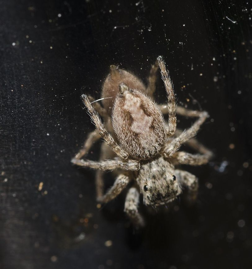 Unidentified - Requires an ID Arachnida: Araneae: Opisthothelae: Araneomorphae: Salticoidea: Salticidae: Salticinae: ???<br />
<br />
VERSÃO EM PORTUGUÊS AQUI:<br />
<br />
Eu forneci mais fotos mostrando as vistas lateral, frontal e posterior; você pode vê-las nos links que postei nessa descrição no Flickr. A fauna do Ceará, Fortaleza, é pouco conhecida, e apesar dessa Salticidae ser muito comum, ela é desconhecida. Trata-se de uma fêmea. Todas as fotos, exceto a do suposto macho, foram tiradas dia 2 de Abril de 2018.<br />
<br />
Classe Arachnida, ordem Araneae, subordem Opisthothelae, infraordem Araneomorphae, subdivisão Entelegynae, família Salticidae e subfamília Salticinae.<br />
 <br />
Vista posterior: <a href="https://flic.kr/p/23dddPb" rel="nofollow">https://flic.kr/p/23dddPb</a><br />
 <br />
Vista lateral: <a href="https://flic.kr/p/HQifWG" rel="nofollow">https://flic.kr/p/HQifWG</a><br />
 <br />
Mais detalhes: <a href="https://flic.kr/p/25UkCL1" rel="nofollow">https://flic.kr/p/25UkCL1</a><br />
 <br />
Vista frontal: <a href="https://flic.kr/p/25Ukxhq" rel="nofollow">https://flic.kr/p/25Ukxhq</a><br />
 <br />
Aparentemente um macho (14 de Abril, 2018): <a href="https://flic.kr/p/J2tExy" rel="nofollow">https://flic.kr/p/J2tExy</a><br />
<br />
ENGLISH VERSION HERE:<br />
<br />
I provided a few other pictures showing lateral, frontal and posterior views; you can find those in the links I'll be posting in this same description. The fauna of Ceará, Fortaleza in Brazil is poorly known, and despite this Salticid being very common, it is still unknown. This is a female. I'll also be providing a link to the possible male.<br />
<br />
Class Arachnida, order Araneae, suborder Opisthothelae, infraorder Araneomorphae, subdivision Entelegynae and family Salticidae.<br />
<br />
Posterior view: <a href="https://flic.kr/p/23dddPb" rel="nofollow">https://flic.kr/p/23dddPb</a><br />
 <br />
Lateral view: <a href="https://flic.kr/p/HQifWG" rel="nofollow">https://flic.kr/p/HQifWG</a><br />
 <br />
Further details: <a href="https://flic.kr/p/25UkCL1" rel="nofollow">https://flic.kr/p/25UkCL1</a><br />
 <br />
Frontal view: <a href="https://flic.kr/p/25Ukxhq" rel="nofollow">https://flic.kr/p/25Ukxhq</a><br />
<br />
What appears to be the male: <a href="https://flic.kr/p/J2tExy" rel="nofollow">https://flic.kr/p/J2tExy</a> Arachnida,Araneae,Brazil,Jumping Spider,Opisthothelae,Salticidae,Salticinae,Salticoidea,Spider,Spiders,arachnid,arachnids,arachnology,aracnologia,araneomorphae,aranha,aranha papa-moscas,biologia,biology,brasil