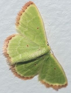 Unidentified - Requires an ID Lepidoptera: Bombycina: Geometroidea: Geometridae: Geometrinae: ???

VERS&Atilde;O EM PORTUGU&Ecirc;S AQUI:

Synchlora, Nemoria, Phrudocentra, Dichorda, Oospila, Comibaena, Proteuchloris, Protuliocnemis, Comostolodes, Cheteoscelis, Eucrostes, Lissochlora, Chloropteryx, Eualloea, Methydata, Pachycopsis, Paromphacodes, etc... Estes s&atilde;o apenas ALGUNS da quantia gigante de g&ecirc;neros de mariposas similares. Muitos desses g&ecirc;neros POSSUEM distribui&ccedil;&atilde;o Brasileira. Com isto dito, &eacute; al&eacute;m do meu conhecimento saber mais do que a subfam&iacute;lia, especialmente quando a distribui&ccedil;&atilde;o de mariposas, &agrave;s vezes, n&atilde;o &eacute; confi&aacute;vel e g&ecirc;neros n&atilde;o inclusos no Brasil PODEM (ou n&atilde;o) possuir distribui&ccedil;&atilde;o por aqui.

Aqui vai um link, cortesia de Claudio Famigni cuja identidade protegerei a menos que ele libere. O link cont&eacute;m um estudo devotado &agrave;s Geometrinae neotropicais, e atrav&eacute;s disto voc&ecirc; ver&aacute; o qu&atilde;o complicadas s&atilde;o essas mariposas verdes e como a maioria das identifica&ccedil;&otilde;es no Google - geralmente resumidas em Nemoria, Oospila ou Synchlora - dos esp&eacute;cimes Brasileiros possuem alta probabilidade de estarem erradas.

https://academic.oup.com/zoolinnean/article/118/4/309/2684280 - Para acessar o PDF, necessita-se fazer uma conta gr&aacute;tis no site.

Tudo o que sei &eacute; que nada sei. Foto tirada 8 de Abril, 2018 &agrave;s 20:37:08.

ENGLISH VERSION HERE:

Synchlora, Nemoria, Phrudocentra, Dichorda, Oospila, Comibaena, Proteuchloris, Protuliocnemis, Comostolodes, Cheteoscelis, Eucrostes, Lissochlora, Chloropteryx, Eualloea, Methydata, Pachycopsis, Paromphacodes, etc... These are just a FEW of the gigantic amount of genera of similar moths. Many of these genera and much more that I didn't mention ARE found in Brazil. This being said, it is beyond my expertise to go further than subfamily on this, especially as the distribution status of moths is sometimes questionable and genera not included in Brazil MIGHT (or not) be found there.

Here is a link, courtesy of Claudio Flamigni, whose identity I will not display unless he wants me to. This link contains a study devoted to the neotropical Geometrinae, and through it you will see how complicated these green moths are and how most of the identifications in Google - usually summarized by Nemoria, Oospila or Synchlora - on Brazilian specimens, have a high probability of being wrong:

https://academic.oup.com/zoolinnean/article/118/4/309/2684280 - To access the PDF, you'll need to make a free account on the website.

All I know is that I know nothing. Picture taken on the 8th of April, 2018 at 08:37:08pm. Animalia,Arthropoda,Brasil,Brazil,GEOMETROIDEA,Geometrinae,Lepidoptera,Lepidopterologia,Lepidopterology,Moth,arthropod,artr&oacute;pode,ceara,cear&aacute;,emerald moth,emerald moth inquisitive,entomologia,entomology,fauna,fortaleza