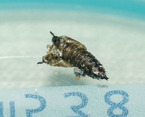 Clogmia sp. - Drain Fly (Exuvia of the Pupa) / Mosca-do-Banheiro (Ex&uacute;via da Pupa) (Enderlein, 1937) Diptera: Nematocera: Psychodomorpha: Psychodoidea: Psychodidae: Psychodinae: Paramormiini: Paramormiina (?)

Outra foto / Other picture: https://www.jungledragon.com/image/59222/40614743234_155a0b6f3a_o.html

VERS&Atilde;O EM PORTUGU&Ecirc;S AQUI:

A pupa j&aacute; foi encontrada como uma ex&uacute;via e a mosca j&aacute; havia emergido.

O presente artigo foi documentado a cerca da pupa do D&iacute;ptero do g&ecirc;nero Clogmia e &eacute; baseado nos aspectos visuais que pude notar pessoalmente e em fotografia, tal como uma fonte que mencionarei mais abaixo. Para a ecologia dos adultos de Clogmia, incluindo uma descri&ccedil;&atilde;o, visite aqui:

A ex&uacute;via da pupa demonstrava um comprimento de 4mm e 1,1mm de largura. A pupa (intacta ou ex&uacute;via) apresentava um cefalot&oacute;rax e pude notar 7 segmentos abdominais, mas este n&uacute;mero pode estar errado. Duas manchas puderam ser vistas na por&ccedil;&atilde;o da cabe&ccedil;a antes da ex&uacute;via ser levemente danificada por mim; provavelmente tratavam-se dos olhos. A casca apresentava duas antenas como retratada. A por&ccedil;&atilde;o anterior da ex&uacute;via da pupa demonstrava lanceolados tubos respirat&oacute;rios, aberturas circulares com pelos presentes na base. De acordo com o link abaixo "os segmentos tor&aacute;cicos mostram as asas de um adulto &agrave; emergir", mas n&atilde;o pude notar isto pois, quando encontrada, a mosca j&aacute; havia eclodido. Os segmentos abdominais s&atilde;o retangulares e possuem dois processos laterais e caudais vistos na por&ccedil;&atilde;o ventral. O &uacute;ltimo segmento parecia n&atilde;o possuir os processos laterais.

VERS&Atilde;O EM INGL&Ecirc;S AQUI:

The present article is documented around the pupa of the <i>Dipteran</i> of the genus <i>Clogmia</i> and is based on the visual aspects I could note both personally and printed in photography. For the ecology of the adults of <i>Clogmia</i>, including a description, visit here: https://flic.kr/p/FriByg

The pupa's exuvia depicted measured 4mm in length and 1,1mm in width. The pupa (intact or exuvia) presented a cephalothorax and I could note 7 abdominal segments, but this number might be wrong. Two spots could be seen on the head portion of the pupa before it was briefly damaged by me, probably the eye spots. The shell presented two antennae as shown. The anterior portion of the pupa's exuvia displayed lanceolate respiratory trumpets, circular breathing openings with hair being present at the base. According to the link below, "the thoracic segments show the wings of an emerging adult", but I could not notice this as, when found, the fly had already eclosed. The abdominal segments are rectangular and possess two lateral and two caudal processes seen on the ventral portion. The last segments seemed to lack the lateral processes.

Fonte mencionada / Source mentioned: https://www.researchgate.net/publication/322722716_Case_Report_of_Human_Urinary_Myiasis_Caused_by_Clogmia_albipunctata_Diptera_Psychodidae_with_Morphological_Description_of_Larva_and_Pupa/fulltext/5a6cc1a4458515d4075707e6/322722716_Case_Report_of_Human_Urinary_Myiasis_Caused_by_Clogmia_albipunctata_Diptera_Psychodidae_with_Morphological_Description_of_Larva_and_Pupa.pdf?origin=publication_detail

Data: 03 de Abril, 2018 &agrave;s 19:48:50.
Date: 3rd of April, 2018 at 07:48:50pm. Arthropoda,Arthropods,Brasil,Brazil,Diptera,Exuviae,Nematocera,Paramormiina,Paramormiini,Psychodidae,Psychodinae,Psychodomorpha,arthropod,artr&oacute;pode,artr&oacute;podes,biologia,biology,clogmia,entomologia,entomology