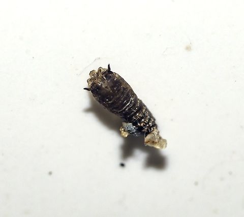 Clogmia sp. - Drain Fly (Exuvia of the Pupa) / Mosca-do-Banheiro (Exúvia da Pupa) (Enderlein, 1937) Diptera: Nematocera: Psychodomorpha: Psychodoidea: Psychodidae: Psychodinae: Paramormiini: Paramormiina (?)

Outra foto / Other picture: https://www.jungledragon.com/image/59221/clogmia_sp._-_drain_fly_exuvia_of_the_pupa_mosca-do-banheiro_exvia_da_pupa_enderlein_1937.html

VERSÃO EM PORTUGUÊS AQUI:

A pupa já foi encontrada como uma exúvia e a mosca já havia emergido.

O presente artigo foi documentado a cerca da pupa do Díptero do gênero Clogmia e é baseado nos aspectos visuais que pude notar pessoalmente e em fotografia, tal como uma fonte que mencionarei mais abaixo. Para a ecologia dos adultos de Clogmia, incluindo uma descrição, visite aqui:

A exúvia da pupa demonstrava um comprimento de 4mm e 1,1mm de largura. A pupa (intacta ou exúvia) apresentava um cefalotórax e pude notar 7 segmentos abdominais, mas este número pode estar errado. Duas manchas puderam ser vistas na porção da cabeça antes da exúvia ser levemente danificada por mim; provavelmente tratavam-se dos olhos. A casca apresentava duas antenas como retratada. A porção anterior da exúvia da pupa demonstrava lanceolados tubos respiratórios, aberturas circulares com pelos presentes na base. De acordo com o link abaixo "os segmentos torácicos mostram as asas de um adulto à emergir", mas não pude notar isto pois, quando encontrada, a mosca já havia eclodido. Os segmentos abdominais são retangulares e possuem dois processos laterais e caudais vistos na porção ventral. O último segmento parecia não possuir os processos laterais.

VERSÃO EM INGLÊS AQUI:

The present article is documented around the pupa of the <i>Dipteran</i> of the genus <i>Clogmia</i> and is based on the visual aspects I could note both personally and printed in photography. For the ecology of the adults of <i>Clogmia</i>, including a description, visit here: https://flic.kr/p/FriByg

The pupa's exuvia depicted measured 4mm in length and 1,1mm in width. The pupa (intact or exuvia) presented a cephalothorax and I could note 7 abdominal segments, but this number might be wrong. Two spots could be seen on the head portion of the pupa before it was briefly damaged by me, probably the eye spots. The shell presented two antennae as shown. The anterior portion of the pupa's exuvia displayed lanceolate respiratory trumpets, circular breathing openings with hair being present at the base. According to the link below, "the thoracic segments show the wings of an emerging adult", but I could not notice this as, when found, the fly had already eclosed. The abdominal segments are rectangular and possess two lateral and two caudal processes seen on the ventral portion. The last segments seemed to lack the lateral processes.

Fonte mencionada / Source mentioned: https://www.researchgate.net/publication/322722716_Case_Report_of_Human_Urinary_Myiasis_Caused_by_Clogmia_albipunctata_Diptera_Psychodidae_with_Morphological_Description_of_Larva_and_Pupa/fulltext/5a6cc1a4458515d4075707e6/322722716_Case_Report_of_Human_Urinary_Myiasis_Caused_by_Clogmia_albipunctata_Diptera_Psychodidae_with_Morphological_Description_of_Larva_and_Pupa.pdf?origin=publication_detail

Data: 03 de Abril, 2018 às 19:44:16.
Date: 3rd of April, 2018 at 07:44:16pm. Arthropoda,Arthropods,Brasil,Brazil,Diptera,Exuviae,Nematocera,Paramormiina,Paramormiini,Psychodidae,Psychodinae,Psychodomorpha,arthropod,artrópode,artrópodes,biologia,biology,clogmia,entomologia,entomology