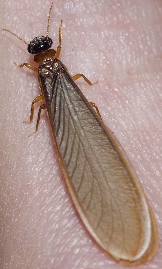 cf. Nasutitermes sp. - Cupim-Arborícola (Dudley, 1890) Blattodea: Blattoidea: Termitoidae / Isoptera: Termitidae: Nasutitermitinae (confusing taxonomy)<br />
<br />
Taken on the 29th of March, 2018 at 11:15:08pm.<br />
<br />
The first and second pictures are of the same termite individual, while the third and fourth pictures depict a termite I already found dead and I believe it is, at the very least, in the same genus. It is beyond my abilities to confirm that they are Nasutitermes sp., as a few other genera such as Cryptotermes are also distributed here and are close-looking. Even then, I'm more inclined towards the genus Nasutitermes and the present article is directed to them, regardless of the true identity. It measured approximately 1cm in length.<br />
<br />
Nasutitermes are a genus of termites that were previously included in the order Isoptera, now in the order Blattodea, superfamily Blattoidea (?), unranked subdivision Termitoidae (epifamily?) / Isoptera (?), family Termitidae and subfamily Nasutitermitinae.<br />
<br />
They make their nests on trees. The nests are ground-colored and very large. Some Nasutitermes construct their galleries and tunnels until the ground. The nests of some (perhaps all?) Nasutitermes and the termites themselves possess many extraspecific interactions; some ants are known to cohabit with the Nasutitermes, Lophostoma silvicolum (a species of bat) have been known to roost in the nest, some ants use the abandoned nests as nests for themselves while others prey on the termites, several birds form nests in the Nasutitermes' nests, etc. Overall, ants and termites avoid each other and are seldomly aggressive. Hydrocarbon contents on their cuticles are believed to have changed to allow them to live relatively peacefully together. The ants leave debris with nitrogen in the nest, benefiting the termites in an environments where this nutrient is scarce. Ants are also known to protect their nests from predators, another benefit to the Nasutitermes and other termites. In trade, the ants are benefited by an ideal location to raise their broods, where the climate is ideal and where they can easily defend themselves from predatorial attacks. The interactions between some ants and Nasutitermes do not end there as some Nasutitermes are known to produce anti-fungal substances that benefit ants. The Lophostoma silvicolum male bats excavates to roost, which allows for reproductive success as a harem of females will join them in the roost. The nest's climate is also an ideal situation to raise the offspring of Lophostoma silvicolum. The nest is also a protective structure that shields the bats from their predators. Nasutitermes corniger are known to repair damage made to their nest by the bats, making the bats work constantly to maintain the roost. Mysteriously, the Nasutitermes which interacts with these bats do not attack them.<br />
 <br />
The nests look as bumps on the wood. They may have multiple queens and kings, but older colonies tend to have several queens and a single king, and even older colonies may have a single king and a single queen. The queen and the king lives in a chamber in the centre of the nest which is often near the wood structure. The termites will reinforce the walls of the nest if it is attacked by predators. The reproductive Nasutitermes are winged. I could count a total of 21 antennal segments (only 15 are shown on this picture), but this may include an unknown margin of error. The bodies are brownish-yellow. They are eusocial: this means that they develop large, multigenerational cooperative societies that assist each other, even when this costs the individual's life or reproductiveness. Hamilton's rule (en.wikipedia.org/wiki/Kin_selection) explains this phenomentom, in which the species benefit by giving up their reproductive abilities to improve the overall fitness of closely related offspring. Nasutitermes possess winged fertile individuals, workers and soldiers.<br />
<br />
Some Nasutitermes, such as N. corniger can be aggressive to rival conspecific colonies.<br />
<br />
 <br />
Reproduction is done through winged individuals, with a number of 5,000 to 25,000 winged termites possibly being produced. They undergo five instars and spend between 5 and 8 months in the colony before flocking up to mate.<br />
<br />
Some bacteria are enriched by the wood particles in the Nasutitermes' gut.<br />
<br />
Given their arboreal nature, they live in primary and secondary forests, woods, fields, urban and suburban habitats, among others. Both individuals were found on the 16th floor of a flat in an urban habitat.<br />
<br />
The defense of soldiers of Nasutitermes against ants is done through the squirting of a secretion from the pointy proboscis through a cephalic gland that occupies almost the entire head capsule. The liquid is strong-smelling and possesses volatile chemical compounds.<br />
 <br />
Sources:<br />
<br />
<a href="https://www.jstor.org/stable/2387872?seq=1#page_scan_tab_contents" rel="nofollow">https://www.jstor.org/stable/2387872?seq=1#page_scan_tab_contents</a><br />
<br />
<a href="https://en.wikipedia.org/wiki/Nasutitermes_corniger" rel="nofollow">https://en.wikipedia.org/wiki/Nasutitermes_corniger</a><br />
<br />
<a href="https://pt.wikipedia.org/wiki/Nasutitermes" rel="nofollow">https://pt.wikipedia.org/wiki/Nasutitermes</a><br />
<br />
<a href="https://bugguide.net/node/view/342386" rel="nofollow">https://bugguide.net/node/view/342386</a><br />
<br />
<a href="http://www.uenf.br/Uenf/Downloads/PRODVEGETAL_3434_1223924180.pdf" rel="nofollow">http://www.uenf.br/Uenf/Downloads/PRODVEGETAL_3434_1223924180.pdf</a><br />
<br />
<a href="http://www.cupim.net.br/cupm-arboricolas.htm" rel="nofollow">http://www.cupim.net.br/cupm-arboricolas.htm</a><br />
<br />
OTHER PICTURES: <br />
<figure class="photo"><a href="https://www.jungledragon.com/image/59385/cf._nasutitermes_sp._-_cupim-arborcola_dudley_1890.html" title="cf. Nasutitermes sp. - Cupim-Arborícola (Dudley, 1890)"><img src="https://s3.amazonaws.com/media.jungledragon.com/images/3305/59385_thumb.jpg?AWSAccessKeyId=05GMT0V3GWVNE7GGM1R2&Expires=1763596810&Signature=gnKbvV%2FIw9EpaEfn9PeyJIF0ZX8%3D" width="50" height="152" alt="cf. Nasutitermes sp. - Cupim-Arborícola (Dudley, 1890) Blattodea: Blattoidea: Termitoidae / Isoptera: Termitidae: Nasutitermitinae (confusing taxonomy)<br />
<br />
Taken on the 29th of March, 2018 at 11:27:37pm. Picture with the full description here: https://www.jungledragon.com/image/59383/cf._nasutitermes_sp._-_cupim-arborcola_dudley_1890.html América do Sul,Blattodea,Blattoidea,Brazil,Geotagged,Isoptera,Nasutitermes,Nasutitermitinae,South America,Termites,Termitidae,Termitoidae,aleluia,aleluias,arboreal termite,brasil,ceará,cupim,cupim com asas,cupim de asas" /></a></figure><br />
<figure class="photo"><a href="https://www.jungledragon.com/image/59384/cf._nasutitermes_sp._-_cupim-arborcola_dudley_1890.html" title="cf. Nasutitermes sp. - Cupim-Arborícola (Dudley, 1890)"><img src="https://s3.amazonaws.com/media.jungledragon.com/images/3305/59384_thumb.jpg?AWSAccessKeyId=05GMT0V3GWVNE7GGM1R2&Expires=1763596810&Signature=CCyLaunRjtBoOGTGWl0R9CMMpgQ%3D" width="200" height="180" alt="cf. Nasutitermes sp. - Cupim-Arborícola (Dudley, 1890) Already found dead. <br />
<br />
Blattodea: Blattoidea: Termitoidae / Isoptera: Termitidae: Nasutitermitinae (confusing taxonomy)<br />
<br />
Taken on the 14th of April, 2018 at 01:02:46pm. Click here for the picture with the description: https://www.jungledragon.com/image/59383/cf._nasutitermes_sp._-_cupim-arborcola_dudley_1890.html América do Sul,Blattodea,Blattoidea,Brazil,Geotagged,Isoptera,Nasutitermes,Nasutitermitinae,South America,Termites,Termitidae,Termitoidae,aleluia,aleluias,arboreal termite,brasil,ceará,cupim,cupim com asas,cupim de asas" /></a></figure><br />
<figure class="photo"><a href="https://www.jungledragon.com/image/59386/cf._nasutitermes_sp._-_cupim-arborcola_dudley_1890.html" title="cf. Nasutitermes sp. - Cupim-Arborícola (Dudley, 1890)"><img src="https://s3.amazonaws.com/media.jungledragon.com/images/3305/59386_thumb.jpg?AWSAccessKeyId=05GMT0V3GWVNE7GGM1R2&Expires=1763596810&Signature=NwTQWmh8v1IUFZD0T4NKiSMSbEw%3D" width="200" height="166" alt="cf. Nasutitermes sp. - Cupim-Arborícola (Dudley, 1890) Already found dead.<br />
<br />
Blattodea: Blattoidea: Termitoidae / Isoptera: Termitidae: Nasutitermitinae (confusing taxonomy)<br />
<br />
Taken on the 14th of April, 2018 at 12:52:28pm. Picture with the full description here: https://www.jungledragon.com/image/59383/cf._nasutitermes_sp._-_cupim-arborcola_dudley_1890.html América do Sul,Blattodea,Blattoidea,Brazil,Geotagged,Isoptera,Nasutitermes,Nasutitermitinae,South America,Termites,Termitidae,Termitoidae,aleluia,aleluias,arboreal termite,brasil,ceará,cupim,cupim com asas,cupim de asas" /></a></figure><br />
<br />
<br />
VERSÃO EM PORTUGUÊS NO PROJECT NOAH: <a href="http://www.projectnoah.org/spottings/1949890306" rel="nofollow">http://www.projectnoah.org/spottings/1949890306</a> América do Sul,Blattodea,Blattoidea,Brazil,Geotagged,Isoptera,Nasutitermes,Nasutitermitinae,South America,Termites,Termitidae,Termitoidae,aleluia,aleluias,arboreal termite,brasil,ceará,cupim,cupim com asas,cupim de asas