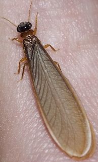 cf. Nasutitermes sp. - Cupim-Arbor&iacute;cola (Dudley, 1890) Blattodea: Blattoidea: Termitoidae / Isoptera: Termitidae: Nasutitermitinae (confusing taxonomy)

Taken on the 29th of March, 2018 at 11:15:08pm.

The first and second pictures are of the same termite individual, while the third and fourth pictures depict a termite I already found dead and I believe it is, at the very least, in the same genus. It is beyond my abilities to confirm that they are Nasutitermes sp., as a few other genera such as Cryptotermes are also distributed here and are close-looking. Even then, I'm more inclined towards the genus Nasutitermes and the present article is directed to them, regardless of the true identity. It measured approximately 1cm in length.

Nasutitermes are a genus of termites that were previously included in the order Isoptera, now in the order Blattodea, superfamily Blattoidea (?), unranked subdivision Termitoidae (epifamily?) / Isoptera (?), family Termitidae and subfamily Nasutitermitinae.

They make their nests on trees. The nests are ground-colored and very large. Some Nasutitermes construct their galleries and tunnels until the ground. The nests of some (perhaps all?) Nasutitermes and the termites themselves possess many extraspecific interactions; some ants are known to cohabit with the Nasutitermes, Lophostoma silvicolum (a species of bat) have been known to roost in the nest, some ants use the abandoned nests as nests for themselves while others prey on the termites, several birds form nests in the Nasutitermes' nests, etc. Overall, ants and termites avoid each other and are seldomly aggressive. Hydrocarbon contents on their cuticles are believed to have changed to allow them to live relatively peacefully together. The ants leave debris with nitrogen in the nest, benefiting the termites in an environments where this nutrient is scarce. Ants are also known to protect their nests from predators, another benefit to the Nasutitermes and other termites. In trade, the ants are benefited by an ideal location to raise their broods, where the climate is ideal and where they can easily defend themselves from predatorial attacks. The interactions between some ants and Nasutitermes do not end there as some Nasutitermes are known to produce anti-fungal substances that benefit ants. The Lophostoma silvicolum male bats excavates to roost, which allows for reproductive success as a harem of females will join them in the roost. The nest's climate is also an ideal situation to raise the offspring of Lophostoma silvicolum. The nest is also a protective structure that shields the bats from their predators. Nasutitermes corniger are known to repair damage made to their nest by the bats, making the bats work constantly to maintain the roost. Mysteriously, the Nasutitermes which interacts with these bats do not attack them.
 
The nests look as bumps on the wood. They may have multiple queens and kings, but older colonies tend to have several queens and a single king, and even older colonies may have a single king and a single queen. The queen and the king lives in a chamber in the centre of the nest which is often near the wood structure. The termites will reinforce the walls of the nest if it is attacked by predators. The reproductive Nasutitermes are winged. I could count a total of 21 antennal segments (only 15 are shown on this picture), but this may include an unknown margin of error. The bodies are brownish-yellow. They are eusocial: this means that they develop large, multigenerational cooperative societies that assist each other, even when this costs the individual's life or reproductiveness. Hamilton's rule (en.wikipedia.org/wiki/Kin_selection) explains this phenomentom, in which the species benefit by giving up their reproductive abilities to improve the overall fitness of closely related offspring. Nasutitermes possess winged fertile individuals, workers and soldiers.

Some Nasutitermes, such as N. corniger can be aggressive to rival conspecific colonies.

 
Reproduction is done through winged individuals, with a number of 5,000 to 25,000 winged termites possibly being produced. They undergo five instars and spend between 5 and 8 months in the colony before flocking up to mate.

Some bacteria are enriched by the wood particles in the Nasutitermes' gut.

Given their arboreal nature, they live in primary and secondary forests, woods, fields, urban and suburban habitats, among others. Both individuals were found on the 16th floor of a flat in an urban habitat.

The defense of soldiers of Nasutitermes against ants is done through the squirting of a secretion from the pointy proboscis through a cephalic gland that occupies almost the entire head capsule. The liquid is strong-smelling and possesses volatile chemical compounds.
 
Sources:

https://www.jstor.org/stable/2387872?seq=1#page_scan_tab_contents

https://en.wikipedia.org/wiki/Nasutitermes_corniger

https://pt.wikipedia.org/wiki/Nasutitermes

https://bugguide.net/node/view/342386

http://www.uenf.br/Uenf/Downloads/PRODVEGETAL_3434_1223924180.pdf

http://www.cupim.net.br/cupm-arboricolas.htm

OTHER PICTURES: 
https://www.jungledragon.com/image/59385/26456655507_b0e6f28700_o.html
https://www.jungledragon.com/image/59384/cf._nasutitermes_sp._-_cupim-arborcola_dudley_1890.html
https://www.jungledragon.com/image/59386/cf._nasutitermes_sp._-_cupim-arborcola_dudley_1890.html


VERS&Atilde;O EM PORTUGU&Ecirc;S NO PROJECT NOAH: http://www.projectnoah.org/spottings/1949890306 Am&eacute;rica do Sul,Blattodea,Blattoidea,Brazil,Geotagged,Isoptera,Nasutitermes,Nasutitermitinae,South America,Termites,Termitidae,Termitoidae,aleluia,aleluias,arboreal termite,brasil,cear&aacute;,cupim,cupim com asas,cupim de asas