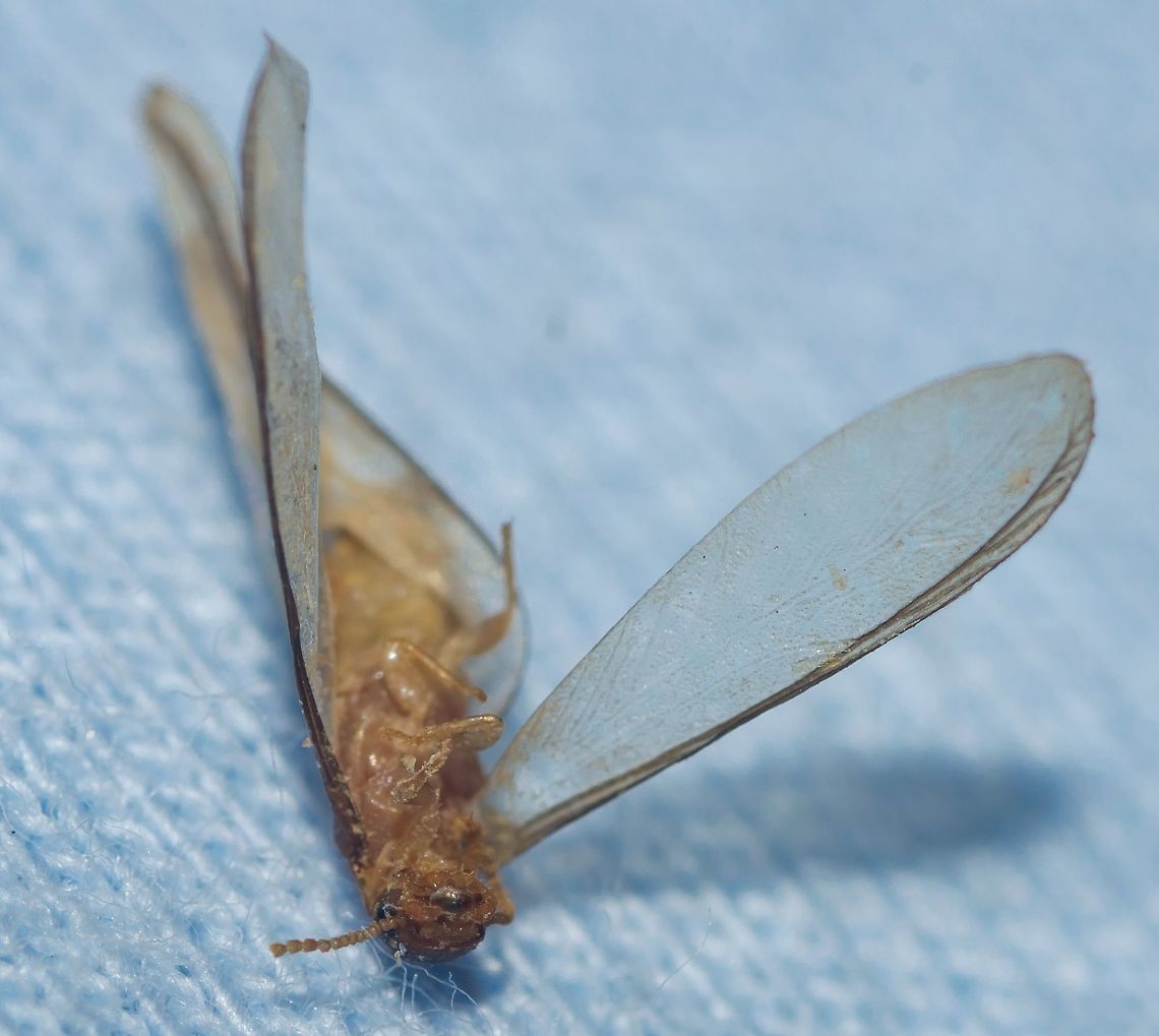 cf. Nasutitermes sp. - Cupim-Arborícola (Dudley, 1890) Already found dead. <br />
<br />
Blattodea: Blattoidea: Termitoidae / Isoptera: Termitidae: Nasutitermitinae (confusing taxonomy)<br />
<br />
Taken on the 14th of April, 2018 at 01:02:46pm. Click here for the picture with the description: <figure class="photo"><a href="https://www.jungledragon.com/image/59383/cf._nasutitermes_sp._-_cupim-arborcola_dudley_1890.html" title="cf. Nasutitermes sp. - Cupim-Arbor&iacute;cola (Dudley, 1890)"><img src="https://s3.amazonaws.com/media.jungledragon.com/images/3305/59383_thumb.jpg?AWSAccessKeyId=05GMT0V3GWVNE7GGM1R2&Expires=1759968010&Signature=a3nLyF91mzNgVaAOUjJ9vftI61U%3D" width="92" height="152" alt="cf. Nasutitermes sp. - Cupim-Arbor&iacute;cola (Dudley, 1890) Blattodea: Blattoidea: Termitoidae / Isoptera: Termitidae: Nasutitermitinae (confusing taxonomy)<br />
<br />
Taken on the 29th of March, 2018 at 11:15:08pm.<br />
<br />
The first and second pictures are of the same termite individual, while the third and fourth pictures depict a termite I already found dead and I believe it is, at the very least, in the same genus. It is beyond my abilities to confirm that they are Nasutitermes sp., as a few other genera such as Cryptotermes are also distributed here and are close-looking. Even then, I&#039;m more inclined towards the genus Nasutitermes and the present article is directed to them, regardless of the true identity. It measured approximately 1cm in length.<br />
<br />
Nasutitermes are a genus of termites that were previously included in the order Isoptera, now in the order Blattodea, superfamily Blattoidea (?), unranked subdivision Termitoidae (epifamily?) / Isoptera (?), family Termitidae and subfamily Nasutitermitinae.<br />
<br />
They make their nests on trees. The nests are ground-colored and very large. Some Nasutitermes construct their galleries and tunnels until the ground. The nests of some (perhaps all?) Nasutitermes and the termites themselves possess many extraspecific interactions; some ants are known to cohabit with the Nasutitermes, Lophostoma silvicolum (a species of bat) have been known to roost in the nest, some ants use the abandoned nests as nests for themselves while others prey on the termites, several birds form nests in the Nasutitermes&#039; nests, etc. Overall, ants and termites avoid each other and are seldomly aggressive. Hydrocarbon contents on their cuticles are believed to have changed to allow them to live relatively peacefully together. The ants leave debris with nitrogen in the nest, benefiting the termites in an environments where this nutrient is scarce. Ants are also known to protect their nests from predators, another benefit to the Nasutitermes and other termites. In trade, the ants are benefited by an ideal location to raise their broods, where the climate is ideal and where they can easily defend themselves from predatorial attacks. The interactions between some ants and Nasutitermes do not end there as some Nasutitermes are known to produce anti-fungal substances that benefit ants. The Lophostoma silvicolum male bats excavates to roost, which allows for reproductive success as a harem of females will join them in the roost. The nest&#039;s climate is also an ideal situation to raise the offspring of Lophostoma silvicolum. The nest is also a protective structure that shields the bats from their predators. Nasutitermes corniger are known to repair damage made to their nest by the bats, making the bats work constantly to maintain the roost. Mysteriously, the Nasutitermes which interacts with these bats do not attack them.<br />
 <br />
The nests look as bumps on the wood. They may have multiple queens and kings, but older colonies tend to have several queens and a single king, and even older colonies may have a single king and a single queen. The queen and the king lives in a chamber in the centre of the nest which is often near the wood structure. The termites will reinforce the walls of the nest if it is attacked by predators. The reproductive Nasutitermes are winged. I could count a total of 21 antennal segments (only 15 are shown on this picture), but this may include an unknown margin of error. The bodies are brownish-yellow. They are eusocial: this means that they develop large, multigenerational cooperative societies that assist each other, even when this costs the individual&#039;s life or reproductiveness. Hamilton&#039;s rule (en.wikipedia.org/wiki/Kin_selection) explains this phenomentom, in which the species benefit by giving up their reproductive abilities to improve the overall fitness of closely related offspring. Nasutitermes possess winged fertile individuals, workers and soldiers.<br />
<br />
Some Nasutitermes, such as N. corniger can be aggressive to rival conspecific colonies.<br />
<br />
 <br />
Reproduction is done through winged individuals, with a number of 5,000 to 25,000 winged termites possibly being produced. They undergo five instars and spend between 5 and 8 months in the colony before flocking up to mate.<br />
<br />
Some bacteria are enriched by the wood particles in the Nasutitermes&#039; gut.<br />
<br />
Given their arboreal nature, they live in primary and secondary forests, woods, fields, urban and suburban habitats, among others. Both individuals were found on the 16th floor of a flat in an urban habitat.<br />
<br />
The defense of soldiers of Nasutitermes against ants is done through the squirting of a secretion from the pointy proboscis through a cephalic gland that occupies almost the entire head capsule. The liquid is strong-smelling and possesses volatile chemical compounds.<br />
 <br />
Sources:<br />
<br />
https://www.jstor.org/stable/2387872?seq=1#page_scan_tab_contents<br />
<br />
https://en.wikipedia.org/wiki/Nasutitermes_corniger<br />
<br />
https://pt.wikipedia.org/wiki/Nasutitermes<br />
<br />
https://bugguide.net/node/view/342386<br />
<br />
http://www.uenf.br/Uenf/Downloads/PRODVEGETAL_3434_1223924180.pdf<br />
<br />
http://www.cupim.net.br/cupm-arboricolas.htm<br />
<br />
OTHER PICTURES: <br />
https://www.jungledragon.com/image/59385/26456655507_b0e6f28700_o.html<br />
https://www.jungledragon.com/image/59384/cf._nasutitermes_sp._-_cupim-arborcola_dudley_1890.html<br />
https://www.jungledragon.com/image/59386/cf._nasutitermes_sp._-_cupim-arborcola_dudley_1890.html<br />
<br />
<br />
VERS&Atilde;O EM PORTUGU&Ecirc;S NO PROJECT NOAH: http://www.projectnoah.org/spottings/1949890306 Am&eacute;rica do Sul,Blattodea,Blattoidea,Brazil,Geotagged,Isoptera,Nasutitermes,Nasutitermitinae,South America,Termites,Termitidae,Termitoidae,aleluia,aleluias,arboreal termite,brasil,cear&aacute;,cupim,cupim com asas,cupim de asas" /></a></figure> América do Sul,Blattodea,Blattoidea,Brazil,Geotagged,Isoptera,Nasutitermes,Nasutitermitinae,South America,Termites,Termitidae,Termitoidae,aleluia,aleluias,arboreal termite,brasil,ceará,cupim,cupim com asas,cupim de asas