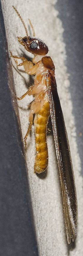 cf. Nasutitermes sp. - Cupim-Arbor&iacute;cola (Dudley, 1890) Blattodea: Blattoidea: Termitoidae / Isoptera: Termitidae: Nasutitermitinae (confusing taxonomy)<br />
<br />
Taken on the 29th of March, 2018 at 11:27:37pm. Picture with the full description here: <figure class="photo"><a href="https://www.jungledragon.com/image/59383/cf._nasutitermes_sp._-_cupim-arborcola_dudley_1890.html" title="cf. Nasutitermes sp. - Cupim-Arbor&iacute;cola (Dudley, 1890)"><img src="https://s3.amazonaws.com/media.jungledragon.com/images/3305/59383_thumb.jpg?AWSAccessKeyId=05GMT0V3GWVNE7GGM1R2&Expires=1770854410&Signature=gVADxG%2FB4vQ0oqN2sllODM0sGao%3D" width="92" height="152" alt="cf. Nasutitermes sp. - Cupim-Arbor&iacute;cola (Dudley, 1890) Blattodea: Blattoidea: Termitoidae / Isoptera: Termitidae: Nasutitermitinae (confusing taxonomy)<br />
<br />
Taken on the 29th of March, 2018 at 11:15:08pm.<br />
<br />
The first and second pictures are of the same termite individual, while the third and fourth pictures depict a termite I already found dead and I believe it is, at the very least, in the same genus. It is beyond my abilities to confirm that they are Nasutitermes sp., as a few other genera such as Cryptotermes are also distributed here and are close-looking. Even then, I'm more inclined towards the genus Nasutitermes and the present article is directed to them, regardless of the true identity. It measured approximately 1cm in length.<br />
<br />
Nasutitermes are a genus of termites that were previously included in the order Isoptera, now in the order Blattodea, superfamily Blattoidea (?), unranked subdivision Termitoidae (epifamily?) / Isoptera (?), family Termitidae and subfamily Nasutitermitinae.<br />
<br />
They make their nests on trees. The nests are ground-colored and very large. Some Nasutitermes construct their galleries and tunnels until the ground. The nests of some (perhaps all?) Nasutitermes and the termites themselves possess many extraspecific interactions; some ants are known to cohabit with the Nasutitermes, Lophostoma silvicolum (a species of bat) have been known to roost in the nest, some ants use the abandoned nests as nests for themselves while others prey on the termites, several birds form nests in the Nasutitermes' nests, etc. Overall, ants and termites avoid each other and are seldomly aggressive. Hydrocarbon contents on their cuticles are believed to have changed to allow them to live relatively peacefully together. The ants leave debris with nitrogen in the nest, benefiting the termites in an environments where this nutrient is scarce. Ants are also known to protect their nests from predators, another benefit to the Nasutitermes and other termites. In trade, the ants are benefited by an ideal location to raise their broods, where the climate is ideal and where they can easily defend themselves from predatorial attacks. The interactions between some ants and Nasutitermes do not end there as some Nasutitermes are known to produce anti-fungal substances that benefit ants. The Lophostoma silvicolum male bats excavates to roost, which allows for reproductive success as a harem of females will join them in the roost. The nest's climate is also an ideal situation to raise the offspring of Lophostoma silvicolum. The nest is also a protective structure that shields the bats from their predators. Nasutitermes corniger are known to repair damage made to their nest by the bats, making the bats work constantly to maintain the roost. Mysteriously, the Nasutitermes which interacts with these bats do not attack them.<br />
 <br />
The nests look as bumps on the wood. They may have multiple queens and kings, but older colonies tend to have several queens and a single king, and even older colonies may have a single king and a single queen. The queen and the king lives in a chamber in the centre of the nest which is often near the wood structure. The termites will reinforce the walls of the nest if it is attacked by predators. The reproductive Nasutitermes are winged. I could count a total of 21 antennal segments (only 15 are shown on this picture), but this may include an unknown margin of error. The bodies are brownish-yellow. They are eusocial: this means that they develop large, multigenerational cooperative societies that assist each other, even when this costs the individual's life or reproductiveness. Hamilton's rule (en.wikipedia.org/wiki/Kin_selection) explains this phenomentom, in which the species benefit by giving up their reproductive abilities to improve the overall fitness of closely related offspring. Nasutitermes possess winged fertile individuals, workers and soldiers.<br />
<br />
Some Nasutitermes, such as N. corniger can be aggressive to rival conspecific colonies.<br />
<br />
 <br />
Reproduction is done through winged individuals, with a number of 5,000 to 25,000 winged termites possibly being produced. They undergo five instars and spend between 5 and 8 months in the colony before flocking up to mate.<br />
<br />
Some bacteria are enriched by the wood particles in the Nasutitermes' gut.<br />
<br />
Given their arboreal nature, they live in primary and secondary forests, woods, fields, urban and suburban habitats, among others. Both individuals were found on the 16th floor of a flat in an urban habitat.<br />
<br />
The defense of soldiers of Nasutitermes against ants is done through the squirting of a secretion from the pointy proboscis through a cephalic gland that occupies almost the entire head capsule. The liquid is strong-smelling and possesses volatile chemical compounds.<br />
 <br />
Sources:<br />
<br />
https://www.jstor.org/stable/2387872?seq=1#page_scan_tab_contents<br />
<br />
https://en.wikipedia.org/wiki/Nasutitermes_corniger<br />
<br />
https://pt.wikipedia.org/wiki/Nasutitermes<br />
<br />
https://bugguide.net/node/view/342386<br />
<br />
http://www.uenf.br/Uenf/Downloads/PRODVEGETAL_3434_1223924180.pdf<br />
<br />
http://www.cupim.net.br/cupm-arboricolas.htm<br />
<br />
OTHER PICTURES: <br />
https://www.jungledragon.com/image/59385/26456655507_b0e6f28700_o.html<br />
https://www.jungledragon.com/image/59384/cf._nasutitermes_sp._-_cupim-arborcola_dudley_1890.html<br />
https://www.jungledragon.com/image/59386/cf._nasutitermes_sp._-_cupim-arborcola_dudley_1890.html<br />
<br />
<br />
VERS&Atilde;O EM PORTUGU&Ecirc;S NO PROJECT NOAH: http://www.projectnoah.org/spottings/1949890306 Am&eacute;rica do Sul,Blattodea,Blattoidea,Brazil,Geotagged,Isoptera,Nasutitermes,Nasutitermitinae,South America,Termites,Termitidae,Termitoidae,aleluia,aleluias,arboreal termite,brasil,cear&aacute;,cupim,cupim com asas,cupim de asas" /></a></figure> Am&eacute;rica do Sul,Blattodea,Blattoidea,Brazil,Geotagged,Isoptera,Nasutitermes,Nasutitermitinae,South America,Termites,Termitidae,Termitoidae,aleluia,aleluias,arboreal termite,brasil,cear&aacute;,cupim,cupim com asas,cupim de asas