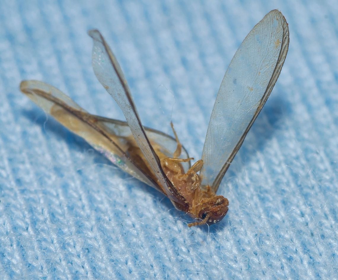 cf. Nasutitermes sp. - Cupim-Arbor&iacute;cola (Dudley, 1890) Already found dead.<br />
<br />
Blattodea: Blattoidea: Termitoidae / Isoptera: Termitidae: Nasutitermitinae (confusing taxonomy)<br />
<br />
Taken on the 14th of April, 2018 at 12:52:28pm. Picture with the full description here: <figure class="photo"><a href="https://www.jungledragon.com/image/59383/cf._nasutitermes_sp._-_cupim-arborcola_dudley_1890.html" title="cf. Nasutitermes sp. - Cupim-Arbor&iacute;cola (Dudley, 1890)"><img src="https://s3.amazonaws.com/media.jungledragon.com/images/3305/59383_thumb.jpg?AWSAccessKeyId=05GMT0V3GWVNE7GGM1R2&Expires=1770854410&Signature=gVADxG%2FB4vQ0oqN2sllODM0sGao%3D" width="92" height="152" alt="cf. Nasutitermes sp. - Cupim-Arbor&iacute;cola (Dudley, 1890) Blattodea: Blattoidea: Termitoidae / Isoptera: Termitidae: Nasutitermitinae (confusing taxonomy)<br />
<br />
Taken on the 29th of March, 2018 at 11:15:08pm.<br />
<br />
The first and second pictures are of the same termite individual, while the third and fourth pictures depict a termite I already found dead and I believe it is, at the very least, in the same genus. It is beyond my abilities to confirm that they are Nasutitermes sp., as a few other genera such as Cryptotermes are also distributed here and are close-looking. Even then, I'm more inclined towards the genus Nasutitermes and the present article is directed to them, regardless of the true identity. It measured approximately 1cm in length.<br />
<br />
Nasutitermes are a genus of termites that were previously included in the order Isoptera, now in the order Blattodea, superfamily Blattoidea (?), unranked subdivision Termitoidae (epifamily?) / Isoptera (?), family Termitidae and subfamily Nasutitermitinae.<br />
<br />
They make their nests on trees. The nests are ground-colored and very large. Some Nasutitermes construct their galleries and tunnels until the ground. The nests of some (perhaps all?) Nasutitermes and the termites themselves possess many extraspecific interactions; some ants are known to cohabit with the Nasutitermes, Lophostoma silvicolum (a species of bat) have been known to roost in the nest, some ants use the abandoned nests as nests for themselves while others prey on the termites, several birds form nests in the Nasutitermes' nests, etc. Overall, ants and termites avoid each other and are seldomly aggressive. Hydrocarbon contents on their cuticles are believed to have changed to allow them to live relatively peacefully together. The ants leave debris with nitrogen in the nest, benefiting the termites in an environments where this nutrient is scarce. Ants are also known to protect their nests from predators, another benefit to the Nasutitermes and other termites. In trade, the ants are benefited by an ideal location to raise their broods, where the climate is ideal and where they can easily defend themselves from predatorial attacks. The interactions between some ants and Nasutitermes do not end there as some Nasutitermes are known to produce anti-fungal substances that benefit ants. The Lophostoma silvicolum male bats excavates to roost, which allows for reproductive success as a harem of females will join them in the roost. The nest's climate is also an ideal situation to raise the offspring of Lophostoma silvicolum. The nest is also a protective structure that shields the bats from their predators. Nasutitermes corniger are known to repair damage made to their nest by the bats, making the bats work constantly to maintain the roost. Mysteriously, the Nasutitermes which interacts with these bats do not attack them.<br />
 <br />
The nests look as bumps on the wood. They may have multiple queens and kings, but older colonies tend to have several queens and a single king, and even older colonies may have a single king and a single queen. The queen and the king lives in a chamber in the centre of the nest which is often near the wood structure. The termites will reinforce the walls of the nest if it is attacked by predators. The reproductive Nasutitermes are winged. I could count a total of 21 antennal segments (only 15 are shown on this picture), but this may include an unknown margin of error. The bodies are brownish-yellow. They are eusocial: this means that they develop large, multigenerational cooperative societies that assist each other, even when this costs the individual's life or reproductiveness. Hamilton's rule (en.wikipedia.org/wiki/Kin_selection) explains this phenomentom, in which the species benefit by giving up their reproductive abilities to improve the overall fitness of closely related offspring. Nasutitermes possess winged fertile individuals, workers and soldiers.<br />
<br />
Some Nasutitermes, such as N. corniger can be aggressive to rival conspecific colonies.<br />
<br />
 <br />
Reproduction is done through winged individuals, with a number of 5,000 to 25,000 winged termites possibly being produced. They undergo five instars and spend between 5 and 8 months in the colony before flocking up to mate.<br />
<br />
Some bacteria are enriched by the wood particles in the Nasutitermes' gut.<br />
<br />
Given their arboreal nature, they live in primary and secondary forests, woods, fields, urban and suburban habitats, among others. Both individuals were found on the 16th floor of a flat in an urban habitat.<br />
<br />
The defense of soldiers of Nasutitermes against ants is done through the squirting of a secretion from the pointy proboscis through a cephalic gland that occupies almost the entire head capsule. The liquid is strong-smelling and possesses volatile chemical compounds.<br />
 <br />
Sources:<br />
<br />
https://www.jstor.org/stable/2387872?seq=1#page_scan_tab_contents<br />
<br />
https://en.wikipedia.org/wiki/Nasutitermes_corniger<br />
<br />
https://pt.wikipedia.org/wiki/Nasutitermes<br />
<br />
https://bugguide.net/node/view/342386<br />
<br />
http://www.uenf.br/Uenf/Downloads/PRODVEGETAL_3434_1223924180.pdf<br />
<br />
http://www.cupim.net.br/cupm-arboricolas.htm<br />
<br />
OTHER PICTURES: <br />
https://www.jungledragon.com/image/59385/26456655507_b0e6f28700_o.html<br />
https://www.jungledragon.com/image/59384/cf._nasutitermes_sp._-_cupim-arborcola_dudley_1890.html<br />
https://www.jungledragon.com/image/59386/cf._nasutitermes_sp._-_cupim-arborcola_dudley_1890.html<br />
<br />
<br />
VERS&Atilde;O EM PORTUGU&Ecirc;S NO PROJECT NOAH: http://www.projectnoah.org/spottings/1949890306 Am&eacute;rica do Sul,Blattodea,Blattoidea,Brazil,Geotagged,Isoptera,Nasutitermes,Nasutitermitinae,South America,Termites,Termitidae,Termitoidae,aleluia,aleluias,arboreal termite,brasil,cear&aacute;,cupim,cupim com asas,cupim de asas" /></a></figure> Am&eacute;rica do Sul,Blattodea,Blattoidea,Brazil,Geotagged,Isoptera,Nasutitermes,Nasutitermitinae,South America,Termites,Termitidae,Termitoidae,aleluia,aleluias,arboreal termite,brasil,cear&aacute;,cupim,cupim com asas,cupim de asas