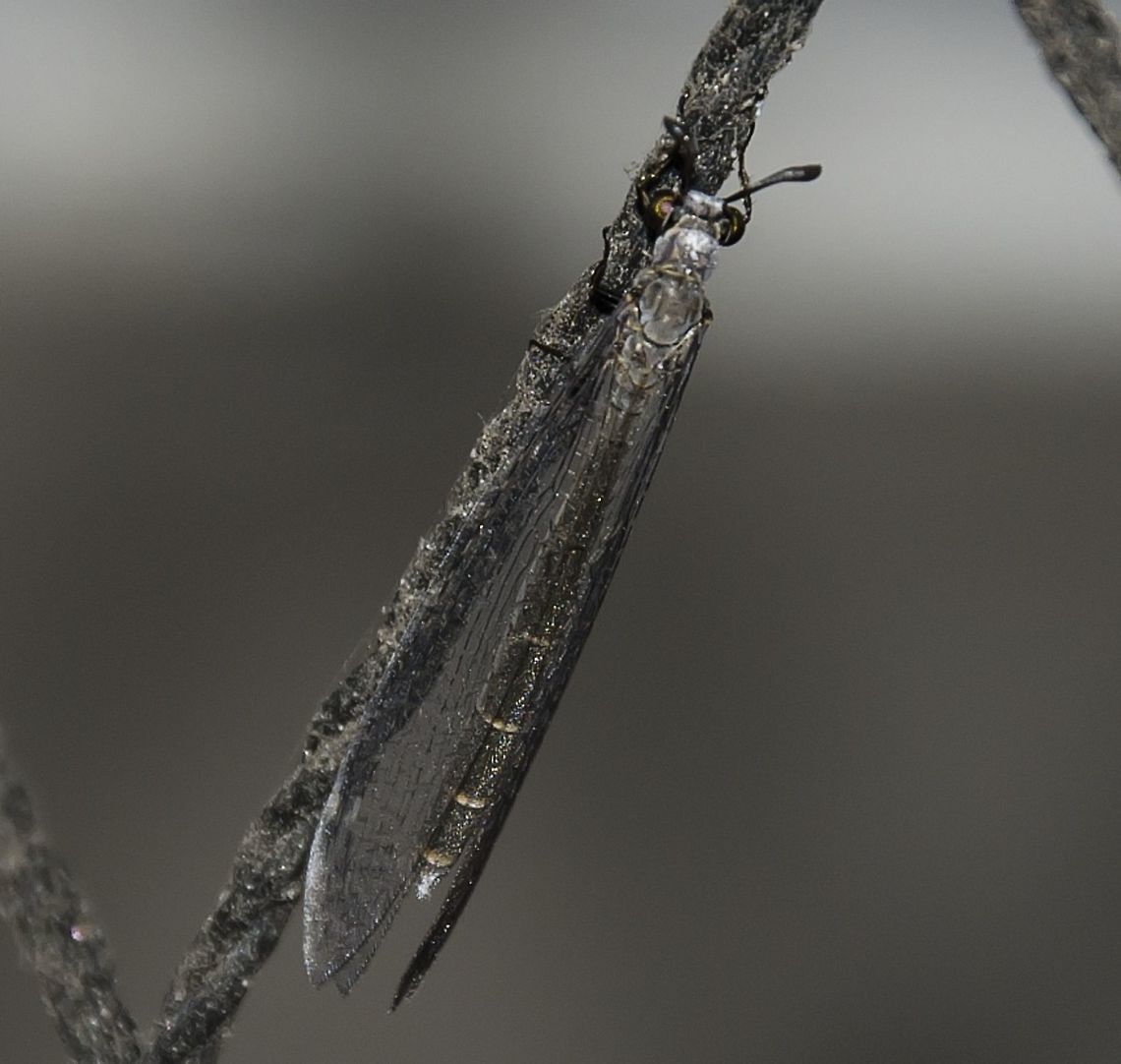 Myrmeleon sp. - Antlion / Formiga-Le&atilde;o (Linnaeus, 1767) Neuroptera: Myrmeleontiformia: Myrmeleontoidea: Myrmeleontidae: Myrmeleontinae: Myrmeleontini<br />
<br />
Picture with the full description here: <figure class="photo"><a href="https://www.jungledragon.com/image/59508/myrmeleon_sp._-_antlion_formiga-leo_linnaeus_1767.html" title="Myrmeleon sp. - Antlion / Formiga-Le&atilde;o (Linnaeus, 1767)"><img src="https://s3.amazonaws.com/media.jungledragon.com/images/3305/59508_thumb.jpg?AWSAccessKeyId=05GMT0V3GWVNE7GGM1R2&Expires=1770854410&Signature=aNrQUicBSw7Ns0kv88I6D%2Fn9a2Q%3D" width="128" height="152" alt="Myrmeleon sp. - Antlion / Formiga-Le&atilde;o (Linnaeus, 1767) Neuroptera: Myrmeleontiformia: Myrmeleontoidea: Myrmeleontidae: Myrmeleontinae: Myrmeleontini<br />
<br />
Other picture: https://www.jungledragon.com/image/59507/40612392044_4f8e9af9d2_o.html<br />
<br />
Myrmeleon is a genus of antlions in the order Neuroptera, suborder Myrmeleontiformia, superfamily Myrmeleontoidea, family Myrmeleontidae, subfamily Myrmeleontinae and tribe Myrmeleontini. Found on the 16th floor of a flat.<br />
 <br />
Myrmeleon are myrmecophagous (a diet consisting on ants and termites).<br />
 <br />
"Antlion" refers to lions themselves which are normally associated with predators, so an "antlion" would be associated with a predator of ants. Even then, some can also predate on dune crickets (Schizodactylus inexpectatus) and small Arachnids. A curiosity on Myrmeleontinae lies in the video-game Final Fantasy where there are fightable creatures called "antlions" that are normally found in holes dug in shallow pits in loose sand to trap prey in some sort of quicksand, a behaviour often seen in the larvae of Myrmeleon. A picture of such creature ingame can be found here (although their appearance changes among games, the aspect is somewhat similar): vignette.wikia.nocookie.net/finalfantasy/images/7/73/Antl.... They also appeared on other video-games, such as SimAnt in 1991 and in Half-Life 2. Sarlacc, a fictional character from the Star Wars franchise is compared to a real-life antlion.<br />
 <br />
The picture is also reminiscent of the larvae of Myrmeleon which further fundaments the theory and most likely reference.<br />
 <br />
The larvae of Myrmeleon are fierce predators and capture prey through the aforementioned technique of digging holes in shallow sand to sink prey in. The jaws of Myrmeleon's larvae possess projections that are hollow and enables the larvae to suck the fluids out of the prey. Through this hole in the jaws, antlions can inject a venom and enzymes to subdue prey before beginning the digestion. They are sensitive to vibrations in the ground and low-frequency sounds can allow the larva to locate the victim. The beasts in the movie "Tremor" might be a reference to antlions. The detection of the vibrations is done through the arrival of waves to the receptors which are tufts of hairs on the sides of the two hindmost thoracic segments. These hair tufts are extremely sensitive and can detect insects roaming around. The dry carcass of the diseased prey is thrown out of the sandpit and the larva will ready the pit again by throwing out collapsed material from the center and steepening the pit walls to the angle of repose. Other Arthropods can make use of of the Myrmeleon's preying technique. Scaptia muscula, for instance, lives in the pit traps and feeds on the caught prey. The Lasiochalcidia igiliensis purposedly traps itself in order to parasitise the Myrmeleon larva by ovipositing between its head and thorax.<br />
 <br />
The life cycle of Myrmeleontids is poorly known. Eggs of Myrmeleon are laid in suitable locations. The subsequent behaviour depends on the location and the species; some will conceal themselves under leaves, debris or wood; some will hide in cracks or dig funnel-shaped pits in loose material. The maintenance of the pit is costly. Due to this, the metabolic rates of the Myrmeleontids are low which allow them to survive long periods without food. The technique of ambush predation is risky.<br />
<br />
Myrmeleon thrives in a variety of habitats, such as wooded lands, scrub grasslands and dry sandy areas. They can also be found in arid and semiarid areas. The body's size can increase with the cooling of temperatures due to their maturation slowing down. This means the larva will have a longer time to increase in size, producing larger adults. The cooler the temperature, the less food is likely to be obtained.<br />
 <br />
The adult is long, slender with short antennae and lacy wings as depicted. The throwing of sand by neighbor larvae and cannibalism may disrupt the affected larva and lead it to find another habitat to thrive.<br />
 <br />
Adult antlions generally have a short life span and some do not even feed; they mate and die. To complete the life cycle they depend critically on the body mass of the larvae before pupation. The development of the larva, then, is responsible for the characteristics of the adult. The larvae can live for up to three years before becoming the short-lived adults, these living, generally, for a couple of weeks. The larvae, as far as I know, never excrete their faeces; the more they hold in, the better they are ready to pupate. When the time comes, they evacuate their meconium (first evacuation). Adults are considered poor flyers, active during the night and attracted to light sources.<br />
 <br />
Sources:<br />
<br />
http://www.scielo.br/scielo.php?script=sci_arttext&amp;pid=S1519-69842017000100038<br />
<br />
https://en.wikipedia.org/wiki/Antlion<br />
<br />
https://extension.usu.edu/files/publications/factsheet/beneficial-insects_lacewings-and-antlions.pdf<br />
<br />
http://entomologylabpr.blogspot.com/2013/06/ant-lions-myrmeleon-species.html<br />
<br />
https://en.wikipedia.org/wiki/Myrmeleon<br />
<br />
http://www.scielo.br/scielo.php?script=sci_arttext&amp;pid=S1519-566X2007000500026<br />
<br />
http://bioweb.uwlax.edu/bio210/s2012/jacobson_marc/<br />
<br />
Date: 11th of February, 2018 at 11:55:12pm.<br />
Location: Cear&aacute;, Fortaleza in Brazil, 16th floor of a flat in an urban habitat.<br />
<br />
VERS&Atilde;O EM PORTUGU&Ecirc;S AQUI: http://www.projectnoah.org/spottings/737109711 Adult Antlion,Am&eacute;rica do Sul,Brazil,Cear&aacute;,Formiga-Le&atilde;o,Myrmeleon,Myrmeleontidae,Myrmeleontiformia,Myrmeleontinae,Myrmeleontini,Myrmeleontoidea,Neotropical,Neuroptera,Neuropteran,Neur&oacute;ptero,South America,antlion,biologia,biology,brasil" /></a></figure><br />
<br />
Date: 11th of February, 2018 at 09:06:54pm, on the 16th floor of a flat in an urban habitat.<br />
Location: Cear&aacute;, Fortaleza in Brazil, 16th floor of a flat in an urban habitat.<br />
<br />
VERS&Atilde;O EM PORTUGU&Ecirc;S AQUI: <a href="http://www.projectnoah.org/spottings/737109711" rel="nofollow">http://www.projectnoah.org/spottings/737109711</a> Adult Antlion,Am&eacute;rica do Sul,Brazil,Cear&aacute;,Formiga-Le&atilde;o,Myrmeleon,Myrmeleontidae,Myrmeleontiformia,Myrmeleontinae,Myrmeleontini,Myrmeleontoidea,Neotropical,Neuroptera,Neuropteran,Neur&oacute;ptero,South America,antlion,biologia,biology,brasil