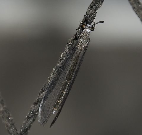Myrmeleon sp. - Antlion / Formiga-Le&atilde;o (Linnaeus, 1767) Neuroptera: Myrmeleontiformia: Myrmeleontoidea: Myrmeleontidae: Myrmeleontinae: Myrmeleontini

Picture with the full description here: https://www.jungledragon.com/image/59508/myrmeleon_sp._-_antlion_formiga-leo_linnaeus_1767.html

Date: 11th of February, 2018 at 09:06:54pm, on the 16th floor of a flat in an urban habitat.
Location: Cear&aacute;, Fortaleza in Brazil, 16th floor of a flat in an urban habitat.

VERS&Atilde;O EM PORTUGU&Ecirc;S AQUI: http://www.projectnoah.org/spottings/737109711 Adult Antlion,Am&eacute;rica do Sul,Brazil,Cear&aacute;,Formiga-Le&atilde;o,Myrmeleon,Myrmeleontidae,Myrmeleontiformia,Myrmeleontinae,Myrmeleontini,Myrmeleontoidea,Neotropical,Neuroptera,Neuropteran,Neur&oacute;ptero,South America,antlion,biologia,biology,brasil