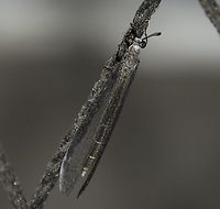 Myrmeleon sp. - Antlion / Formiga-Le&atilde;o (Linnaeus, 1767) Neuroptera: Myrmeleontiformia: Myrmeleontoidea: Myrmeleontidae: Myrmeleontinae: Myrmeleontini<br />
<br />
Picture with the full description here: https://www.jungledragon.com/image/59508/myrmeleon_sp._-_antlion_formiga-leo_linnaeus_1767.html<br />
<br />
Date: 11th of February, 2018 at 09:06:54pm, on the 16th floor of a flat in an urban habitat.<br />
Location: Cear&aacute;, Fortaleza in Brazil, 16th floor of a flat in an urban habitat.<br />
<br />
VERS&Atilde;O EM PORTUGU&Ecirc;S AQUI: http://www.projectnoah.org/spottings/737109711 Adult Antlion,Am&eacute;rica do Sul,Brazil,Cear&aacute;,Formiga-Le&atilde;o,Myrmeleon,Myrmeleontidae,Myrmeleontiformia,Myrmeleontinae,Myrmeleontini,Myrmeleontoidea,Neotropical,Neuroptera,Neuropteran,Neur&oacute;ptero,South America,antlion,biologia,biology,brasil