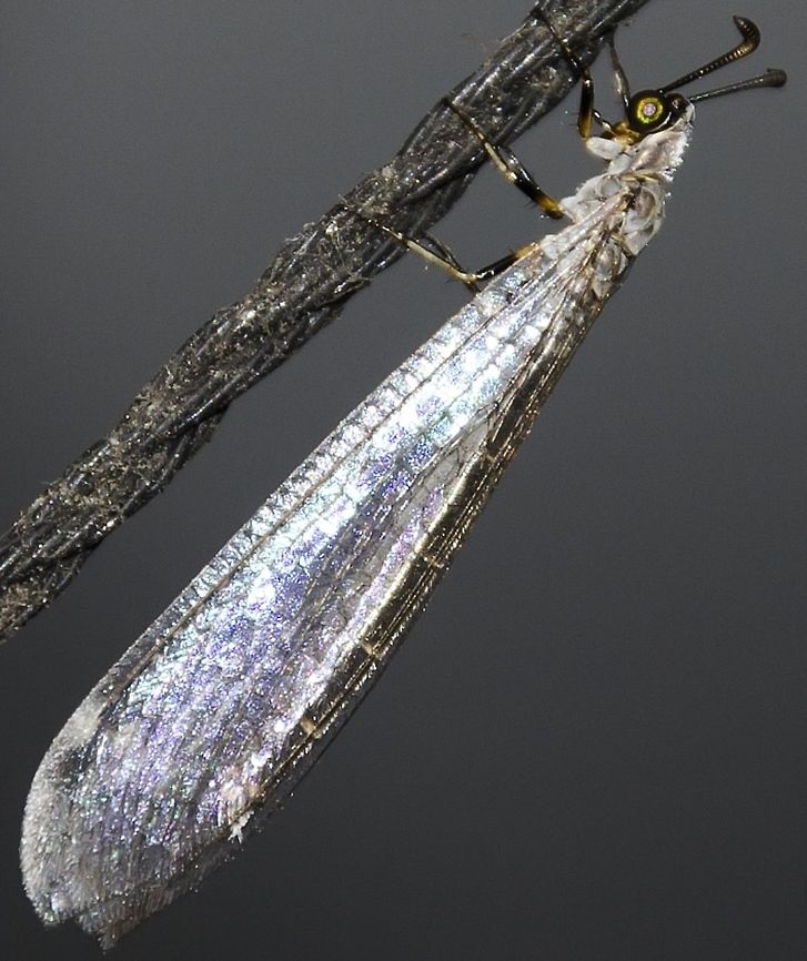 Myrmeleon sp. - Antlion / Formiga-Le&atilde;o (Linnaeus, 1767) Neuroptera: Myrmeleontiformia: Myrmeleontoidea: Myrmeleontidae: Myrmeleontinae: Myrmeleontini<br />
<br />
Other picture: <figure class="photo"><a href="https://www.jungledragon.com/image/59507/myrmeleon_sp._-_antlion_formiga-leo_linnaeus_1767.html" title="Myrmeleon sp. - Antlion / Formiga-Le&atilde;o (Linnaeus, 1767)"><img src="https://s3.amazonaws.com/media.jungledragon.com/images/3305/59507_thumb.jpg?AWSAccessKeyId=05GMT0V3GWVNE7GGM1R2&Expires=1770854410&Signature=0Ym8vldL4xgjhZgCo4f2Y9slhXI%3D" width="200" height="190" alt="Myrmeleon sp. - Antlion / Formiga-Le&atilde;o (Linnaeus, 1767) Neuroptera: Myrmeleontiformia: Myrmeleontoidea: Myrmeleontidae: Myrmeleontinae: Myrmeleontini<br />
<br />
Picture with the full description here: https://www.jungledragon.com/image/59508/myrmeleon_sp._-_antlion_formiga-leo_linnaeus_1767.html<br />
<br />
Date: 11th of February, 2018 at 09:06:54pm, on the 16th floor of a flat in an urban habitat.<br />
Location: Cear&aacute;, Fortaleza in Brazil, 16th floor of a flat in an urban habitat.<br />
<br />
VERS&Atilde;O EM PORTUGU&Ecirc;S AQUI: http://www.projectnoah.org/spottings/737109711 Adult Antlion,Am&eacute;rica do Sul,Brazil,Cear&aacute;,Formiga-Le&atilde;o,Myrmeleon,Myrmeleontidae,Myrmeleontiformia,Myrmeleontinae,Myrmeleontini,Myrmeleontoidea,Neotropical,Neuroptera,Neuropteran,Neur&oacute;ptero,South America,antlion,biologia,biology,brasil" /></a></figure><br />
<br />
Myrmeleon is a genus of antlions in the order Neuroptera, suborder Myrmeleontiformia, superfamily Myrmeleontoidea, family Myrmeleontidae, subfamily Myrmeleontinae and tribe Myrmeleontini. Found on the 16th floor of a flat.<br />
 <br />
Myrmeleon are myrmecophagous (a diet consisting on ants and termites).<br />
 <br />
"Antlion" refers to lions themselves which are normally associated with predators, so an "antlion" would be associated with a predator of ants. Even then, some can also predate on dune crickets (Schizodactylus inexpectatus) and small Arachnids. A curiosity on Myrmeleontinae lies in the video-game Final Fantasy where there are fightable creatures called "antlions" that are normally found in holes dug in shallow pits in loose sand to trap prey in some sort of quicksand, a behaviour often seen in the larvae of Myrmeleon. A picture of such creature ingame can be found here (although their appearance changes among games, the aspect is somewhat similar): vignette.wikia.nocookie.net/finalfantasy/images/7/73/Antl.... They also appeared on other video-games, such as SimAnt in 1991 and in Half-Life 2. Sarlacc, a fictional character from the Star Wars franchise is compared to a real-life antlion.<br />
 <br />
The picture is also reminiscent of the larvae of Myrmeleon which further fundaments the theory and most likely reference.<br />
 <br />
The larvae of Myrmeleon are fierce predators and capture prey through the aforementioned technique of digging holes in shallow sand to sink prey in. The jaws of Myrmeleon's larvae possess projections that are hollow and enables the larvae to suck the fluids out of the prey. Through this hole in the jaws, antlions can inject a venom and enzymes to subdue prey before beginning the digestion. They are sensitive to vibrations in the ground and low-frequency sounds can allow the larva to locate the victim. The beasts in the movie "Tremor" might be a reference to antlions. The detection of the vibrations is done through the arrival of waves to the receptors which are tufts of hairs on the sides of the two hindmost thoracic segments. These hair tufts are extremely sensitive and can detect insects roaming around. The dry carcass of the diseased prey is thrown out of the sandpit and the larva will ready the pit again by throwing out collapsed material from the center and steepening the pit walls to the angle of repose. Other Arthropods can make use of of the Myrmeleon's preying technique. Scaptia muscula, for instance, lives in the pit traps and feeds on the caught prey. The Lasiochalcidia igiliensis purposedly traps itself in order to parasitise the Myrmeleon larva by ovipositing between its head and thorax.<br />
 <br />
The life cycle of Myrmeleontids is poorly known. Eggs of Myrmeleon are laid in suitable locations. The subsequent behaviour depends on the location and the species; some will conceal themselves under leaves, debris or wood; some will hide in cracks or dig funnel-shaped pits in loose material. The maintenance of the pit is costly. Due to this, the metabolic rates of the Myrmeleontids are low which allow them to survive long periods without food. The technique of ambush predation is risky.<br />
<br />
Myrmeleon thrives in a variety of habitats, such as wooded lands, scrub grasslands and dry sandy areas. They can also be found in arid and semiarid areas. The body's size can increase with the cooling of temperatures due to their maturation slowing down. This means the larva will have a longer time to increase in size, producing larger adults. The cooler the temperature, the less food is likely to be obtained.<br />
 <br />
The adult is long, slender with short antennae and lacy wings as depicted. The throwing of sand by neighbor larvae and cannibalism may disrupt the affected larva and lead it to find another habitat to thrive.<br />
 <br />
Adult antlions generally have a short life span and some do not even feed; they mate and die. To complete the life cycle they depend critically on the body mass of the larvae before pupation. The development of the larva, then, is responsible for the characteristics of the adult. The larvae can live for up to three years before becoming the short-lived adults, these living, generally, for a couple of weeks. The larvae, as far as I know, never excrete their faeces; the more they hold in, the better they are ready to pupate. When the time comes, they evacuate their meconium (first evacuation). Adults are considered poor flyers, active during the night and attracted to light sources.<br />
 <br />
Sources:<br />
<br />
<a href="http://www.scielo.br/scielo.php?script=sci_arttext&amp;pid=S1519-69842017000100038" rel="nofollow">http://www.scielo.br/scielo.php?script=sci_arttext&amp;pid=S1519-69842017000100038</a><br />
<br />
<a href="https://en.wikipedia.org/wiki/Antlion" rel="nofollow">https://en.wikipedia.org/wiki/Antlion</a><br />
<br />
<a href="https://extension.usu.edu/files/publications/factsheet/beneficial-insects_lacewings-and-antlions.pdf" rel="nofollow">https://extension.usu.edu/files/publications/factsheet/beneficial-insects_lacewings-and-antlions.pdf</a><br />
<br />
<a href="http://entomologylabpr.blogspot.com/2013/06/ant-lions-myrmeleon-species.html" rel="nofollow">http://entomologylabpr.blogspot.com/2013/06/ant-lions-myrmeleon-species.html</a><br />
<br />
<a href="https://en.wikipedia.org/wiki/Myrmeleon" rel="nofollow">https://en.wikipedia.org/wiki/Myrmeleon</a><br />
<br />
<a href="http://www.scielo.br/scielo.php?script=sci_arttext&amp;pid=S1519-566X2007000500026" rel="nofollow">http://www.scielo.br/scielo.php?script=sci_arttext&amp;pid=S1519-566X2007000500026</a><br />
<br />
<a href="http://bioweb.uwlax.edu/bio210/s2012/jacobson_marc/" rel="nofollow">http://bioweb.uwlax.edu/bio210/s2012/jacobson_marc/</a><br />
<br />
Date: 11th of February, 2018 at 11:55:12pm.<br />
Location: Cear&aacute;, Fortaleza in Brazil, 16th floor of a flat in an urban habitat.<br />
<br />
VERS&Atilde;O EM PORTUGU&Ecirc;S AQUI: <a href="http://www.projectnoah.org/spottings/737109711" rel="nofollow">http://www.projectnoah.org/spottings/737109711</a> Adult Antlion,Am&eacute;rica do Sul,Brazil,Cear&aacute;,Formiga-Le&atilde;o,Myrmeleon,Myrmeleontidae,Myrmeleontiformia,Myrmeleontinae,Myrmeleontini,Myrmeleontoidea,Neotropical,Neuroptera,Neuropteran,Neur&oacute;ptero,South America,antlion,biologia,biology,brasil