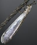 Myrmeleon sp. - Antlion / Formiga-Leão (Linnaeus, 1767) Neuroptera: Myrmeleontiformia: Myrmeleontoidea: Myrmeleontidae: Myrmeleontinae: Myrmeleontini<br />
<br />
Other picture: https://www.jungledragon.com/image/59507/40612392044_4f8e9af9d2_o.html<br />
<br />
Myrmeleon is a genus of antlions in the order Neuroptera, suborder Myrmeleontiformia, superfamily Myrmeleontoidea, family Myrmeleontidae, subfamily Myrmeleontinae and tribe Myrmeleontini. Found on the 16th floor of a flat.<br />
 <br />
Myrmeleon are myrmecophagous (a diet consisting on ants and termites).<br />
 <br />
"Antlion" refers to lions themselves which are normally associated with predators, so an "antlion" would be associated with a predator of ants. Even then, some can also predate on dune crickets (Schizodactylus inexpectatus) and small Arachnids. A curiosity on Myrmeleontinae lies in the video-game Final Fantasy where there are fightable creatures called "antlions" that are normally found in holes dug in shallow pits in loose sand to trap prey in some sort of quicksand, a behaviour often seen in the larvae of Myrmeleon. A picture of such creature ingame can be found here (although their appearance changes among games, the aspect is somewhat similar): vignette.wikia.nocookie.net/finalfantasy/images/7/73/Antl.... They also appeared on other video-games, such as SimAnt in 1991 and in Half-Life 2. Sarlacc, a fictional character from the Star Wars franchise is compared to a real-life antlion.<br />
 <br />
The picture is also reminiscent of the larvae of Myrmeleon which further fundaments the theory and most likely reference.<br />
 <br />
The larvae of Myrmeleon are fierce predators and capture prey through the aforementioned technique of digging holes in shallow sand to sink prey in. The jaws of Myrmeleon's larvae possess projections that are hollow and enables the larvae to suck the fluids out of the prey. Through this hole in the jaws, antlions can inject a venom and enzymes to subdue prey before beginning the digestion. They are sensitive to vibrations in the ground and low-frequency sounds can allow the larva to locate the victim. The beasts in the movie "Tremor" might be a reference to antlions. The detection of the vibrations is done through the arrival of waves to the receptors which are tufts of hairs on the sides of the two hindmost thoracic segments. These hair tufts are extremely sensitive and can detect insects roaming around. The dry carcass of the diseased prey is thrown out of the sandpit and the larva will ready the pit again by throwing out collapsed material from the center and steepening the pit walls to the angle of repose. Other Arthropods can make use of of the Myrmeleon's preying technique. Scaptia muscula, for instance, lives in the pit traps and feeds on the caught prey. The Lasiochalcidia igiliensis purposedly traps itself in order to parasitise the Myrmeleon larva by ovipositing between its head and thorax.<br />
 <br />
The life cycle of Myrmeleontids is poorly known. Eggs of Myrmeleon are laid in suitable locations. The subsequent behaviour depends on the location and the species; some will conceal themselves under leaves, debris or wood; some will hide in cracks or dig funnel-shaped pits in loose material. The maintenance of the pit is costly. Due to this, the metabolic rates of the Myrmeleontids are low which allow them to survive long periods without food. The technique of ambush predation is risky.<br />
<br />
Myrmeleon thrives in a variety of habitats, such as wooded lands, scrub grasslands and dry sandy areas. They can also be found in arid and semiarid areas. The body's size can increase with the cooling of temperatures due to their maturation slowing down. This means the larva will have a longer time to increase in size, producing larger adults. The cooler the temperature, the less food is likely to be obtained.<br />
 <br />
The adult is long, slender with short antennae and lacy wings as depicted. The throwing of sand by neighbor larvae and cannibalism may disrupt the affected larva and lead it to find another habitat to thrive.<br />
 <br />
Adult antlions generally have a short life span and some do not even feed; they mate and die. To complete the life cycle they depend critically on the body mass of the larvae before pupation. The development of the larva, then, is responsible for the characteristics of the adult. The larvae can live for up to three years before becoming the short-lived adults, these living, generally, for a couple of weeks. The larvae, as far as I know, never excrete their faeces; the more they hold in, the better they are ready to pupate. When the time comes, they evacuate their meconium (first evacuation). Adults are considered poor flyers, active during the night and attracted to light sources.<br />
 <br />
Sources:<br />
<br />
http://www.scielo.br/scielo.php?script=sci_arttext&pid=S1519-69842017000100038<br />
<br />
https://en.wikipedia.org/wiki/Antlion<br />
<br />
https://extension.usu.edu/files/publications/factsheet/beneficial-insects_lacewings-and-antlions.pdf<br />
<br />
http://entomologylabpr.blogspot.com/2013/06/ant-lions-myrmeleon-species.html<br />
<br />
https://en.wikipedia.org/wiki/Myrmeleon<br />
<br />
http://www.scielo.br/scielo.php?script=sci_arttext&pid=S1519-566X2007000500026<br />
<br />
http://bioweb.uwlax.edu/bio210/s2012/jacobson_marc/<br />
<br />
Date: 11th of February, 2018 at 11:55:12pm.<br />
Location: Ceará, Fortaleza in Brazil, 16th floor of a flat in an urban habitat.<br />
<br />
VERSÃO EM PORTUGUÊS AQUI: http://www.projectnoah.org/spottings/737109711 Adult Antlion,América do Sul,Brazil,Ceará,Formiga-Leão,Myrmeleon,Myrmeleontidae,Myrmeleontiformia,Myrmeleontinae,Myrmeleontini,Myrmeleontoidea,Neotropical,Neuroptera,Neuropteran,Neuróptero,South America,antlion,biologia,biology,brasil