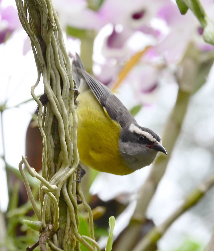 Coereba flaveola ssp. - Cambacica / Bananaquit (Linnaeus, 1758) Aves: Psittacopasserae: Passeriformes: Passeri: Passerida: Thraupidae: Coerebinae<br />
<br />
Coereba flaveola is the sole species in the genus Coereba and belongs in the class Aves, superorder Psittacopasserae, order Passeriformes, suborder Passeri, parvorder Passerida, superfamily Passeroidea, family Thraupidae and subfamily Coerebinae.<br />
<br />
Adults possess brighter colors compared to the dull color of the young. Sexual dimorphism is very subtle; the head of females might be slightly darker, the chest slightly brighter, the belly with a slightly more olivaceous yellow coloring.<br />
<br />
5 of the 41 subspecies can be found in Brazil:<br />
<br />
Coereba flaveola alleni (Lowe, 1912): Mato Grosso (Brazil) and Bolivia;<br />
Coereba flaveola chloropyga (Cabanis, 1850): Southern Peru, Bolivia, Paraguay, Brazil e Northeastern Argentina;<br />
Coereba flaveola intermedia (Salvadori & Festa, 1899): Southwest Colombia, Northern Peru, Southwestern Venezuela, Western Brazil;<br />
Coereba flaveola minima (Bonaparte, 1854): Eastern Colombia, Southern Venezuela, Guyanas, Northern Brazil;<br />
Coereba flaveola roraimae (Chapman, 1929): Tepuis of Southeastern Venezuela, Northwestern Brazil e Southwestern Guyana.<br />
<br />
I'm unaware how accurate the subspecies distribution information is, and I'm unaware which subspecies is the one portrayed.<br />
<br />
They measure approximately 10,8cm and weight around 10 grams. They are often mistaken with Pitangus sulphuratus (Linnaeus, 1766) ("Great Kiskadee") due to their appearance but can be easily differentiated through a closer look. Both the males and the females of Coereba flaveola possess a characteristic yellow belly with a black stripe going from neck to beak, a whitish-grey stripe above the aformentioned stripe, and the top of the head is black. The neck, excluding those stripes, is whitish-grey and the wings are a darker grey than the neck. The dorsal area is brownish and there are dark parts on the edges of the wings. Some individuals may present flavism, which is the partial absence of melanine, making the bird have lighter colors.<br />
<br />
They are very active birds and perform acrobatic movements when foraging for food sources, which include nectar (hence why they are sometimes mistaken with hummingbirds), Arthropods and fruits. Their method of extracting nectar is aggressive and invasive in which the beak pierces the calyx of the flower, potentially damaging it. Fruits appreciated by this bird includes banana (hence the common name "bananaquit"), papaya and watermelon.<br />
<br />
The nest is spherical and built high by the couple for reproduction or for night time roosting. Two to three whitish-yellow eggs with reddish-brown dots are laid at a time and incubation is done exclusively by the female. They reproduce year round.<br />
<br />
They have a habit of constantly cleaning themselves due to the contact with their food sources. They usually live a nomad, lonely life or in pairs. They can threaten potential enemies by stretching itself upwards and vibrating the wings. This bird is very aggressive. The acrobatic movements performed include hanging upside down and in many other positions like the example of the subject portrayed.<br />
<br />
Differently from hummingbirds, the Coereba flaveola possess short, down-curved beaks, hence why they need to pierce the flower to obtain the nectar. They can be found in anthropic environments as well as rural backwater towns and after often visitors to gardens with flowers. Hotspots for hummingbirds are usually hotspots for Coereba flaveola. Outside the anthropic environments, they also inhabit scrubland to tropical lowland forest edges. I have documented both a male and a female of Thalurania glaucopis moments before documenting this Coereba flaveola. They like creeping vegetation to hang on. In rural towns they tend to be much less aggressive. I could get close to some of them during my stay in Santa Catarina and they didn't seem to care.<br />
<br />
Bottles of water are not generally recommended to feed hummingbirds, as most people don't know how to use them correctly and it can cause damage to the hummingbird. Consequently, the Coereba flaveola can also assimilate a place as a hotspot for nourishment and keep visiting the water bottles that, when incorrectly used, will also harm the health of the Coereba flaveola.<br />
<br />
The differentiation between the 41 recognized subspecies is done through the color of the throat (usually white, grey or black), the presence or absence of a white spot on the wing, the length of the bill, the extent of yellow on the underparts, etc. In the West Indies an entirely sooty color morph is frequent. In some cases, they can be found in small groups.<br />
<br />
Sources:<br />
<br />
<a href="https://neotropical.birds.cornell.edu/Species-Account/nb/species/banana/overview/" rel="nofollow">https://neotropical.birds.cornell.edu/Species-Account/nb/species/banana/overview/</a><br />
<br />
<a href="http://www.iucnredlist.org/details/22722080/0" rel="nofollow">http://www.iucnredlist.org/details/22722080/0</a><br />
<br />
<a href="http://passarinhando.com.br/index.php/component/k2/item/330-cambacica-coereba-flaveola" rel="nofollow">http://passarinhando.com.br/index.php/component/k2/item/330-cambacica-coereba-flaveola</a><br />
<br />
<a href="https://avibase.bsc-eoc.org/species.jsp?avibaseid=B78F2D6F0E30160C" rel="nofollow">https://avibase.bsc-eoc.org/species.jsp?avibaseid=B78F2D6F0E30160C</a><br />
<br />
<a href="http://www.wikiaves.com.br/cambacica" rel="nofollow">http://www.wikiaves.com.br/cambacica</a><br />
<br />
<a href="http://apassarinhologa.com.br/cambacica-coereba-flaveola/" rel="nofollow">http://apassarinhologa.com.br/cambacica-coereba-flaveola/</a><br />
<br />
Date: 12th of September, 2017 at 02:49:48pm. América do Sul,Bananaquit,Benedito Novo,Brazil,Brazilian Birds,Cambacica,Coereba,Coereba flaveola,Geotagged,Santa Catarina,South America,brasil,cabeça-de-vaca,caga-sebo,chiquita,chupa cajú,chupa-lima,chupa-mel,guriatã-de-coqueiro,mariquita