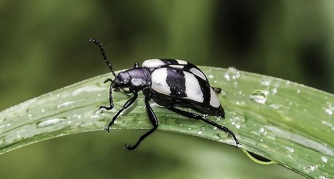 Poecilesthus cf. fasciatus - Zebra Beetle / Besouro-Zebra (Fabricius, 1781) Coleoptera: Polyphaga: Cucujiformia: Tenebrionoidea: Tenebrionidae: Stenochiinae (syn: Coelometopinae): Stenochiini (syn: Coelometopini): Stenochiina

Identificação da espécie por Celso Godinho Jr.
Species identification by Celso Godinho Jr.

17 de Outubro, 2017 às  07:32:53. / 17th of October, 2017 at 07:32:53am.

VERSÃO EM PORTUGUÊS:

Esse besouro pertence à ordem Coleoptera, subordem Polyphaga, infraordem Cucujiformia, superfamília Tenebrionoidea, família Tenebrionidae, subfamília Stenochiinae (sin: Coelometopinae), tribo Stenochiini (sin: Coelometopini) e subtribo Stenochiina.

Eles usam o mimetismo para mimetizar Erotylídeos, sendo comumente e erroneamente assim identificados. Ao meu saber, podem ser encontrados na Argentina e no Brasil, e desconheço se podem ser vistos em outros lugares pois não consegui mais informações sobre esse gênero. Ambos os adultos de Priotelus sp. (Erotylidae) e Poecilesthus sp. remetem ao adulto de E. macularis. Priotelus sp. são visivelmente parecidos com E. macularis em coloração e marcações enquanto os Poecilesthus sp. são mais atenuados nestes quesitos e marcações nos élitros. Poecilesthus ocorrem em áreas de baixa densidade e é possível que o mimetismo desses besouros seja de natureza Mülleriana, mas o papel mimético de Poecilesthus sp. é desconhecido. A possibilidade dos membros de Poecilesthus sp. serem mímicos Müllerianos é devido sua associação com fungos e por serem Tenebrionídeos. Os indivíduos que se alimentam de fungos expostamente são visivelmente mais coloridos e provavelmente impalatáveis aos predadores, o que pode auxiliar os Poecilesthus como um mecanismo de defesa. Poecilesthus se alimentam de fungos, possivelmente os mesmos que os Tenebrionídeos que eles mimetizam, e possivelmente materiais vegetais, mas é difícil de afirmar isto.

Fontes:

https://entomology.si.edu/StaffPages/Erwin/Erwin_updated_pub_PDFs_10Jan2014/039_1976_biotropica_Eurycoleus-macularis.pdf

https://www.researchgate.net/publication/280567991_Insetos_do_oeste_de_Santa_Catarina

VERSÃO EM INGLÊS:

This beetle belongs in the order Coleoptera, suborder Polyphaga, infraorder Cucujiformia, superfamily Tenebrionoidea, family Tenebrionidae, subfamily Stenochiinae (syn: Coelometopinae), tribe Stenochiini (syn: Coelometopini) and subtribe Stenochiina.

They use mimetism to mimic Erotylids, often being misidentified as so. To my knowledge, they can be found in Argentina and in Brazil, but I'm unaware if they can be found elsewhere as I couldn't find much information on this genus. Adult Priotelus sp. (Erotylidae) and Poecilesthus sp. both resemble the adult of E. macularis. Priotelus sp. are remarkably like E. macularis in color and markings while Poecilesthus sp. are less so in elytral markings. Poecilesthus occurs in low density areas and it's likely that the mimicry in these beetles is Müllerian in nature, but the mimetic role of Poecilesthus sp. is unknown. The possibility of Poecilesthus sp.' members being Müllerian mimics is due to their association with fungi and because they are Tenebrionids. The exposed feeders of fungi are visibly colorful and probably distasteful to predators, which may aid the Poecilesthus as a defensive mechanism. The Poecilesthus feeds on fungi, possibly the same ones as the very Tenebrionids they mimic, and possibly vegetable matter, but it's difficult to affirm this.

Sources:

https://entomology.si.edu/StaffPages/Erwin/Erwin_updated_pub_PDFs_10Jan2014/039_1976_biotropica_Eurycoleus-macularis.pdf

https://www.researchgate.net/publication/280567991_Insetos_do_oeste_de_Santa_Catarina

Other images / Outras imagens:

https://www.jungledragon.com/image/59561/27988631788_194532f700_o.html
https://www.jungledragon.com/image/59559/dsc_5921.html
https://www.jungledragon.com/image/59560/dsc_5918.html Beetles,Benedito Novo,Brazil,Coelometopinae,Coelometopini,Coleoptera,Geotagged,Neotropical,Poecilesthus,Poecilesthus fasciatus,Polyphaga. Cucujiformia,Santa Catarina,Stenochiina,Stenochiinae,Stenochiini,Tenebrionidae,Tenebrionoidea,Zebra Beetle,beetle,besouro