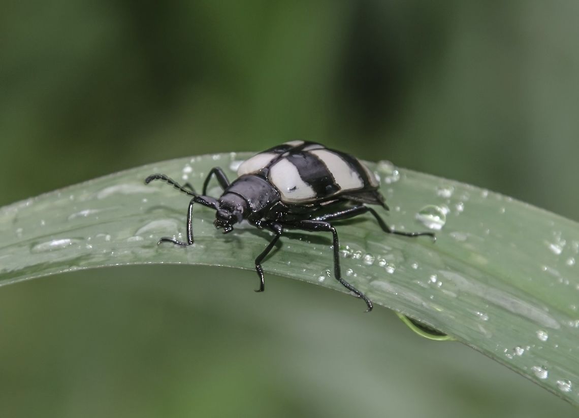 Poecilesthus cf. fasciatus - Zebra Beetle / Besouro-Zebra (Fabricius, 1781) Esp&eacute;cie identificada por Celso Godinho Jr.​ / Species identified by Celso Godinho Jr.<br />
<br />
Coleoptera: Polyphaga: Cucujiformia: Tenebrionoidea: Tenebrionidae: Stenochiinae (sin: Coelometopinae): Stenochiini (sin: Coelometopini): Stenochiina<br />
<br />
Full post here: <figure class="photo"><a href="https://www.jungledragon.com/image/59550/poecilesthus_cf._fasciatus_-_zebra_beetle_besouro-zebra_fabricius_1781.html" title="Poecilesthus cf. fasciatus - Zebra Beetle / Besouro-Zebra (Fabricius, 1781)"><img src="https://s3.amazonaws.com/media.jungledragon.com/images/3305/59550_thumb.jpg?AWSAccessKeyId=05GMT0V3GWVNE7GGM1R2&Expires=1767225610&Signature=BFMmCERSordyUWnBFth2DnSBn4w%3D" width="200" height="108" alt="Poecilesthus cf. fasciatus - Zebra Beetle / Besouro-Zebra (Fabricius, 1781) Coleoptera: Polyphaga: Cucujiformia: Tenebrionoidea: Tenebrionidae: Stenochiinae (syn: Coelometopinae): Stenochiini (syn: Coelometopini): Stenochiina<br />
<br />
Identifica&ccedil;&atilde;o da esp&eacute;cie por Celso Godinho Jr.<br />
Species identification by Celso Godinho Jr.<br />
<br />
17 de Outubro, 2017 &agrave;s  07:32:53. / 17th of October, 2017 at 07:32:53am.<br />
<br />
VERS&Atilde;O EM PORTUGU&Ecirc;S:<br />
<br />
Esse besouro pertence &agrave; ordem Coleoptera, subordem Polyphaga, infraordem Cucujiformia, superfam&iacute;lia Tenebrionoidea, fam&iacute;lia Tenebrionidae, subfam&iacute;lia Stenochiinae (sin: Coelometopinae), tribo Stenochiini (sin: Coelometopini) e subtribo Stenochiina.<br />
<br />
Eles usam o mimetismo para mimetizar Erotyl&iacute;deos, sendo comumente e erroneamente assim identificados. Ao meu saber, podem ser encontrados na Argentina e no Brasil, e desconhe&ccedil;o se podem ser vistos em outros lugares pois n&atilde;o consegui mais informa&ccedil;&otilde;es sobre esse g&ecirc;nero. Ambos os adultos de Priotelus sp. (Erotylidae) e Poecilesthus sp. remetem ao adulto de E. macularis. Priotelus sp. s&atilde;o visivelmente parecidos com E. macularis em colora&ccedil;&atilde;o e marca&ccedil;&otilde;es enquanto os Poecilesthus sp. s&atilde;o mais atenuados nestes quesitos e marca&ccedil;&otilde;es nos &eacute;litros. Poecilesthus ocorrem em &aacute;reas de baixa densidade e &eacute; poss&iacute;vel que o mimetismo desses besouros seja de natureza M&uuml;lleriana, mas o papel mim&eacute;tico de Poecilesthus sp. &eacute; desconhecido. A possibilidade dos membros de Poecilesthus sp. serem m&iacute;micos M&uuml;llerianos &eacute; devido sua associa&ccedil;&atilde;o com fungos e por serem Tenebrion&iacute;deos. Os indiv&iacute;duos que se alimentam de fungos expostamente s&atilde;o visivelmente mais coloridos e provavelmente impalat&aacute;veis aos predadores, o que pode auxiliar os Poecilesthus como um mecanismo de defesa. Poecilesthus se alimentam de fungos, possivelmente os mesmos que os Tenebrion&iacute;deos que eles mimetizam, e possivelmente materiais vegetais, mas &eacute; dif&iacute;cil de afirmar isto.<br />
<br />
Fontes:<br />
<br />
https://entomology.si.edu/StaffPages/Erwin/Erwin_updated_pub_PDFs_10Jan2014/039_1976_biotropica_Eurycoleus-macularis.pdf<br />
<br />
https://www.researchgate.net/publication/280567991_Insetos_do_oeste_de_Santa_Catarina<br />
<br />
VERS&Atilde;O EM INGL&Ecirc;S:<br />
<br />
This beetle belongs in the order Coleoptera, suborder Polyphaga, infraorder Cucujiformia, superfamily Tenebrionoidea, family Tenebrionidae, subfamily Stenochiinae (syn: Coelometopinae), tribe Stenochiini (syn: Coelometopini) and subtribe Stenochiina.<br />
<br />
They use mimetism to mimic Erotylids, often being misidentified as so. To my knowledge, they can be found in Argentina and in Brazil, but I&#039;m unaware if they can be found elsewhere as I couldn&#039;t find much information on this genus. Adult Priotelus sp. (Erotylidae) and Poecilesthus sp. both resemble the adult of E. macularis. Priotelus sp. are remarkably like E. macularis in color and markings while Poecilesthus sp. are less so in elytral markings. Poecilesthus occurs in low density areas and it&#039;s likely that the mimicry in these beetles is M&uuml;llerian in nature, but the mimetic role of Poecilesthus sp. is unknown. The possibility of Poecilesthus sp.&#039; members being M&uuml;llerian mimics is due to their association with fungi and because they are Tenebrionids. The exposed feeders of fungi are visibly colorful and probably distasteful to predators, which may aid the Poecilesthus as a defensive mechanism. The Poecilesthus feeds on fungi, possibly the same ones as the very Tenebrionids they mimic, and possibly vegetable matter, but it&#039;s difficult to affirm this.<br />
<br />
Sources:<br />
<br />
https://entomology.si.edu/StaffPages/Erwin/Erwin_updated_pub_PDFs_10Jan2014/039_1976_biotropica_Eurycoleus-macularis.pdf<br />
<br />
https://www.researchgate.net/publication/280567991_Insetos_do_oeste_de_Santa_Catarina<br />
<br />
Other images / Outras imagens:<br />
<br />
https://www.jungledragon.com/image/59561/27988631788_194532f700_o.html<br />
https://www.jungledragon.com/image/59559/dsc_5921.html<br />
https://www.jungledragon.com/image/59560/dsc_5918.html Beetles,Benedito Novo,Brazil,Coelometopinae,Coelometopini,Coleoptera,Geotagged,Neotropical,Poecilesthus,Poecilesthus fasciatus,Polyphaga. Cucujiformia,Santa Catarina,Stenochiina,Stenochiinae,Stenochiini,Tenebrionidae,Tenebrionoidea,Zebra Beetle,beetle,besouro" /></a></figure><br />
<br />
Data / Date: 17 de Outubro, 2017 &agrave;s 07:32:36 / 17th of October, 2017 at 07:32:36am. Beetles,Benedito Novo,Brazil,Coelometopinae,Coelometopini,Coleoptera,Geotagged,Neotropical,Poecilesthus,Poecilesthus fasciatus,Polyphaga. Cucujiformia,Santa Catarina,Stenochiina,Stenochiinae,Stenochiini,Tenebrionidae,Tenebrionoidea,Zebra Beetle,beetle,besouro