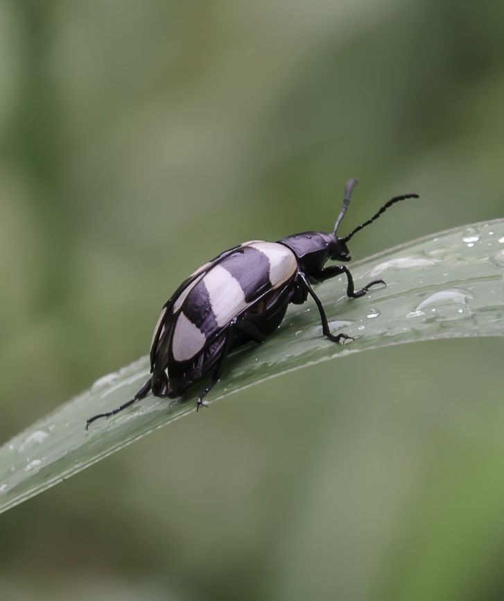 Poecilesthus cf. fasciatus - Zebra Beetle / Besouro-Zebra (Fabricius, 1781) Esp&eacute;cie identificada por Celso Godinho Jr.​ / Species identified by Celso Godinho Jr.<br />
<br />
Coleoptera: Polyphaga: Cucujiformia: Tenebrionoidea: Tenebrionidae: Stenochiinae (sin: Coelometopinae): Stenochiini (sin: Coelometopini): Stenochiina<br />
<br />
Full post here: <figure class="photo"><a href="https://www.jungledragon.com/image/59550/poecilesthus_cf._fasciatus_-_zebra_beetle_besouro-zebra_fabricius_1781.html" title="Poecilesthus cf. fasciatus - Zebra Beetle / Besouro-Zebra (Fabricius, 1781)"><img src="https://s3.amazonaws.com/media.jungledragon.com/images/3305/59550_thumb.jpg?AWSAccessKeyId=05GMT0V3GWVNE7GGM1R2&Expires=1767225610&Signature=BFMmCERSordyUWnBFth2DnSBn4w%3D" width="200" height="108" alt="Poecilesthus cf. fasciatus - Zebra Beetle / Besouro-Zebra (Fabricius, 1781) Coleoptera: Polyphaga: Cucujiformia: Tenebrionoidea: Tenebrionidae: Stenochiinae (syn: Coelometopinae): Stenochiini (syn: Coelometopini): Stenochiina<br />
<br />
Identifica&ccedil;&atilde;o da esp&eacute;cie por Celso Godinho Jr.<br />
Species identification by Celso Godinho Jr.<br />
<br />
17 de Outubro, 2017 &agrave;s  07:32:53. / 17th of October, 2017 at 07:32:53am.<br />
<br />
VERS&Atilde;O EM PORTUGU&Ecirc;S:<br />
<br />
Esse besouro pertence &agrave; ordem Coleoptera, subordem Polyphaga, infraordem Cucujiformia, superfam&iacute;lia Tenebrionoidea, fam&iacute;lia Tenebrionidae, subfam&iacute;lia Stenochiinae (sin: Coelometopinae), tribo Stenochiini (sin: Coelometopini) e subtribo Stenochiina.<br />
<br />
Eles usam o mimetismo para mimetizar Erotyl&iacute;deos, sendo comumente e erroneamente assim identificados. Ao meu saber, podem ser encontrados na Argentina e no Brasil, e desconhe&ccedil;o se podem ser vistos em outros lugares pois n&atilde;o consegui mais informa&ccedil;&otilde;es sobre esse g&ecirc;nero. Ambos os adultos de Priotelus sp. (Erotylidae) e Poecilesthus sp. remetem ao adulto de E. macularis. Priotelus sp. s&atilde;o visivelmente parecidos com E. macularis em colora&ccedil;&atilde;o e marca&ccedil;&otilde;es enquanto os Poecilesthus sp. s&atilde;o mais atenuados nestes quesitos e marca&ccedil;&otilde;es nos &eacute;litros. Poecilesthus ocorrem em &aacute;reas de baixa densidade e &eacute; poss&iacute;vel que o mimetismo desses besouros seja de natureza M&uuml;lleriana, mas o papel mim&eacute;tico de Poecilesthus sp. &eacute; desconhecido. A possibilidade dos membros de Poecilesthus sp. serem m&iacute;micos M&uuml;llerianos &eacute; devido sua associa&ccedil;&atilde;o com fungos e por serem Tenebrion&iacute;deos. Os indiv&iacute;duos que se alimentam de fungos expostamente s&atilde;o visivelmente mais coloridos e provavelmente impalat&aacute;veis aos predadores, o que pode auxiliar os Poecilesthus como um mecanismo de defesa. Poecilesthus se alimentam de fungos, possivelmente os mesmos que os Tenebrion&iacute;deos que eles mimetizam, e possivelmente materiais vegetais, mas &eacute; dif&iacute;cil de afirmar isto.<br />
<br />
Fontes:<br />
<br />
https://entomology.si.edu/StaffPages/Erwin/Erwin_updated_pub_PDFs_10Jan2014/039_1976_biotropica_Eurycoleus-macularis.pdf<br />
<br />
https://www.researchgate.net/publication/280567991_Insetos_do_oeste_de_Santa_Catarina<br />
<br />
VERS&Atilde;O EM INGL&Ecirc;S:<br />
<br />
This beetle belongs in the order Coleoptera, suborder Polyphaga, infraorder Cucujiformia, superfamily Tenebrionoidea, family Tenebrionidae, subfamily Stenochiinae (syn: Coelometopinae), tribe Stenochiini (syn: Coelometopini) and subtribe Stenochiina.<br />
<br />
They use mimetism to mimic Erotylids, often being misidentified as so. To my knowledge, they can be found in Argentina and in Brazil, but I&#039;m unaware if they can be found elsewhere as I couldn&#039;t find much information on this genus. Adult Priotelus sp. (Erotylidae) and Poecilesthus sp. both resemble the adult of E. macularis. Priotelus sp. are remarkably like E. macularis in color and markings while Poecilesthus sp. are less so in elytral markings. Poecilesthus occurs in low density areas and it&#039;s likely that the mimicry in these beetles is M&uuml;llerian in nature, but the mimetic role of Poecilesthus sp. is unknown. The possibility of Poecilesthus sp.&#039; members being M&uuml;llerian mimics is due to their association with fungi and because they are Tenebrionids. The exposed feeders of fungi are visibly colorful and probably distasteful to predators, which may aid the Poecilesthus as a defensive mechanism. The Poecilesthus feeds on fungi, possibly the same ones as the very Tenebrionids they mimic, and possibly vegetable matter, but it&#039;s difficult to affirm this.<br />
<br />
Sources:<br />
<br />
https://entomology.si.edu/StaffPages/Erwin/Erwin_updated_pub_PDFs_10Jan2014/039_1976_biotropica_Eurycoleus-macularis.pdf<br />
<br />
https://www.researchgate.net/publication/280567991_Insetos_do_oeste_de_Santa_Catarina<br />
<br />
Other images / Outras imagens:<br />
<br />
https://www.jungledragon.com/image/59561/27988631788_194532f700_o.html<br />
https://www.jungledragon.com/image/59559/dsc_5921.html<br />
https://www.jungledragon.com/image/59560/dsc_5918.html Beetles,Benedito Novo,Brazil,Coelometopinae,Coelometopini,Coleoptera,Geotagged,Neotropical,Poecilesthus,Poecilesthus fasciatus,Polyphaga. Cucujiformia,Santa Catarina,Stenochiina,Stenochiinae,Stenochiini,Tenebrionidae,Tenebrionoidea,Zebra Beetle,beetle,besouro" /></a></figure><br />
<br />
Data / Date: 17 de Outubro, 2017 &agrave;s 07:31:30 / 17th of October, 2017 at 07:31:30am. Beetles,Benedito Novo,Brazil,Coelometopinae,Coelometopini,Coleoptera,Geotagged,Neotropical,Poecilesthus,Poecilesthus fasciatus,Polyphaga. Cucujiformia,Santa Catarina,Stenochiina,Stenochiinae,Stenochiini,Tenebrionidae,Tenebrionoidea,Zebra Beetle,beetle,besouro
