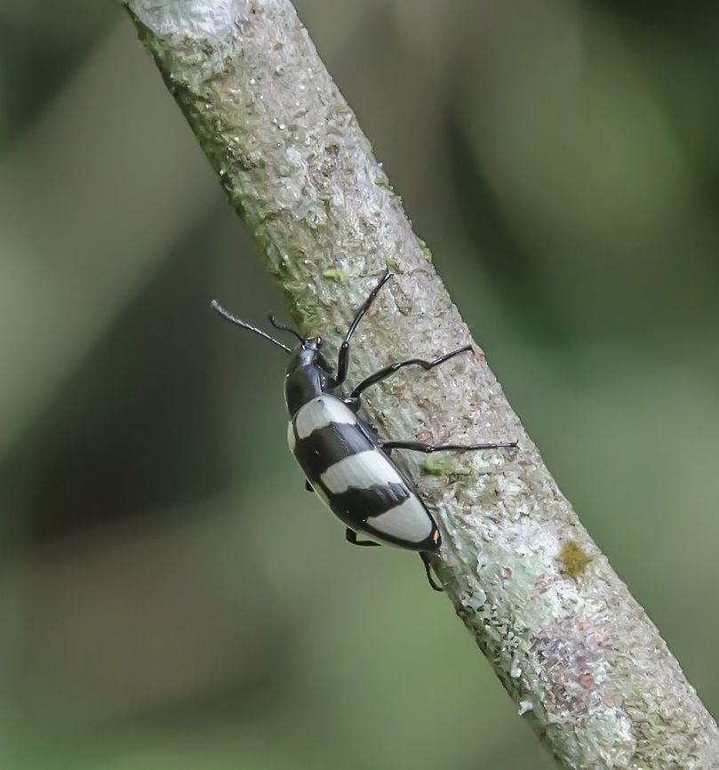 Poecilesthus cf. fasciatus - Zebra Beetle / Besouro-Zebra (Fabricius, 1781) Esp&eacute;cie identificada por Celso Godinho Jr.​ / Species identified by Celso Godinho Jr.<br />
<br />
Coleoptera: Polyphaga: Cucujiformia: Tenebrionoidea: Tenebrionidae: Stenochiinae (sin: Coelometopinae): Stenochiini (sin: Coelometopini): Stenochiina<br />
<br />
Full post here: <figure class="photo"><a href="https://www.jungledragon.com/image/59550/poecilesthus_cf._fasciatus_-_zebra_beetle_besouro-zebra_fabricius_1781.html" title="Poecilesthus cf. fasciatus - Zebra Beetle / Besouro-Zebra (Fabricius, 1781)"><img src="https://s3.amazonaws.com/media.jungledragon.com/images/3305/59550_thumb.jpg?AWSAccessKeyId=05GMT0V3GWVNE7GGM1R2&Expires=1759968010&Signature=z6Kv6NBQoYcUk4qhy5bCUwBm7MA%3D" width="200" height="108" alt="Poecilesthus cf. fasciatus - Zebra Beetle / Besouro-Zebra (Fabricius, 1781) Coleoptera: Polyphaga: Cucujiformia: Tenebrionoidea: Tenebrionidae: Stenochiinae (syn: Coelometopinae): Stenochiini (syn: Coelometopini): Stenochiina<br />
<br />
Identifica&ccedil;&atilde;o da esp&eacute;cie por Celso Godinho Jr.<br />
Species identification by Celso Godinho Jr.<br />
<br />
17 de Outubro, 2017 &agrave;s  07:32:53. / 17th of October, 2017 at 07:32:53am.<br />
<br />
VERS&Atilde;O EM PORTUGU&Ecirc;S:<br />
<br />
Esse besouro pertence &agrave; ordem Coleoptera, subordem Polyphaga, infraordem Cucujiformia, superfam&iacute;lia Tenebrionoidea, fam&iacute;lia Tenebrionidae, subfam&iacute;lia Stenochiinae (sin: Coelometopinae), tribo Stenochiini (sin: Coelometopini) e subtribo Stenochiina.<br />
<br />
Eles usam o mimetismo para mimetizar Erotyl&iacute;deos, sendo comumente e erroneamente assim identificados. Ao meu saber, podem ser encontrados na Argentina e no Brasil, e desconhe&ccedil;o se podem ser vistos em outros lugares pois n&atilde;o consegui mais informa&ccedil;&otilde;es sobre esse g&ecirc;nero. Ambos os adultos de Priotelus sp. (Erotylidae) e Poecilesthus sp. remetem ao adulto de E. macularis. Priotelus sp. s&atilde;o visivelmente parecidos com E. macularis em colora&ccedil;&atilde;o e marca&ccedil;&otilde;es enquanto os Poecilesthus sp. s&atilde;o mais atenuados nestes quesitos e marca&ccedil;&otilde;es nos &eacute;litros. Poecilesthus ocorrem em &aacute;reas de baixa densidade e &eacute; poss&iacute;vel que o mimetismo desses besouros seja de natureza M&uuml;lleriana, mas o papel mim&eacute;tico de Poecilesthus sp. &eacute; desconhecido. A possibilidade dos membros de Poecilesthus sp. serem m&iacute;micos M&uuml;llerianos &eacute; devido sua associa&ccedil;&atilde;o com fungos e por serem Tenebrion&iacute;deos. Os indiv&iacute;duos que se alimentam de fungos expostamente s&atilde;o visivelmente mais coloridos e provavelmente impalat&aacute;veis aos predadores, o que pode auxiliar os Poecilesthus como um mecanismo de defesa. Poecilesthus se alimentam de fungos, possivelmente os mesmos que os Tenebrion&iacute;deos que eles mimetizam, e possivelmente materiais vegetais, mas &eacute; dif&iacute;cil de afirmar isto.<br />
<br />
Fontes:<br />
<br />
https://entomology.si.edu/StaffPages/Erwin/Erwin_updated_pub_PDFs_10Jan2014/039_1976_biotropica_Eurycoleus-macularis.pdf<br />
<br />
https://www.researchgate.net/publication/280567991_Insetos_do_oeste_de_Santa_Catarina<br />
<br />
VERS&Atilde;O EM INGL&Ecirc;S:<br />
<br />
This beetle belongs in the order Coleoptera, suborder Polyphaga, infraorder Cucujiformia, superfamily Tenebrionoidea, family Tenebrionidae, subfamily Stenochiinae (syn: Coelometopinae), tribe Stenochiini (syn: Coelometopini) and subtribe Stenochiina.<br />
<br />
They use mimetism to mimic Erotylids, often being misidentified as so. To my knowledge, they can be found in Argentina and in Brazil, but I&#039;m unaware if they can be found elsewhere as I couldn&#039;t find much information on this genus. Adult Priotelus sp. (Erotylidae) and Poecilesthus sp. both resemble the adult of E. macularis. Priotelus sp. are remarkably like E. macularis in color and markings while Poecilesthus sp. are less so in elytral markings. Poecilesthus occurs in low density areas and it&#039;s likely that the mimicry in these beetles is M&uuml;llerian in nature, but the mimetic role of Poecilesthus sp. is unknown. The possibility of Poecilesthus sp.&#039; members being M&uuml;llerian mimics is due to their association with fungi and because they are Tenebrionids. The exposed feeders of fungi are visibly colorful and probably distasteful to predators, which may aid the Poecilesthus as a defensive mechanism. The Poecilesthus feeds on fungi, possibly the same ones as the very Tenebrionids they mimic, and possibly vegetable matter, but it&#039;s difficult to affirm this.<br />
<br />
Sources:<br />
<br />
https://entomology.si.edu/StaffPages/Erwin/Erwin_updated_pub_PDFs_10Jan2014/039_1976_biotropica_Eurycoleus-macularis.pdf<br />
<br />
https://www.researchgate.net/publication/280567991_Insetos_do_oeste_de_Santa_Catarina<br />
<br />
Other images / Outras imagens:<br />
<br />
https://www.jungledragon.com/image/59561/27988631788_194532f700_o.html<br />
https://www.jungledragon.com/image/59559/dsc_5921.html<br />
https://www.jungledragon.com/image/59560/dsc_5918.html Beetles,Benedito Novo,Brazil,Coelometopinae,Coelometopini,Coleoptera,Geotagged,Neotropical,Poecilesthus,Poecilesthus fasciatus,Polyphaga. Cucujiformia,Santa Catarina,Stenochiina,Stenochiinae,Stenochiini,Tenebrionidae,Tenebrionoidea,Zebra Beetle,beetle,besouro" /></a></figure><br />
<br />
Data / Date: 28 de Outubro, 2017 &agrave;s 16:06:30 / 28th of October, 2017 at 04:06:30pm. Beetles,Benedito Novo,Brazil,Coelometopinae,Coelometopini,Coleoptera,Geotagged,Neotropical,Poecilesthus,Poecilesthus fasciatus,Polyphaga. Cucujiformia,Santa Catarina,Stenochiina,Stenochiinae,Stenochiini,Tenebrionidae,Tenebrionoidea,Zebra Beetle,beetle,besouro