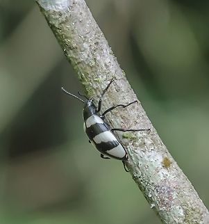 Poecilesthus cf. fasciatus - Zebra Beetle / Besouro-Zebra (Fabricius, 1781) Espécie identificada por Celso Godinho Jr.​ / Species identified by Celso Godinho Jr.

Coleoptera: Polyphaga: Cucujiformia: Tenebrionoidea: Tenebrionidae: Stenochiinae (sin: Coelometopinae): Stenochiini (sin: Coelometopini): Stenochiina

Full post here: https://www.jungledragon.com/image/59550/poecilesthus_cf._fasciatus_-_zebra_beetle_besouro-zebra_fabricius_1781.html

Data / Date: 28 de Outubro, 2017 às 16:06:30 / 28th of October, 2017 at 04:06:30pm. Beetles,Benedito Novo,Brazil,Coelometopinae,Coelometopini,Coleoptera,Geotagged,Neotropical,Poecilesthus,Poecilesthus fasciatus,Polyphaga. Cucujiformia,Santa Catarina,Stenochiina,Stenochiinae,Stenochiini,Tenebrionidae,Tenebrionoidea,Zebra Beetle,beetle,besouro