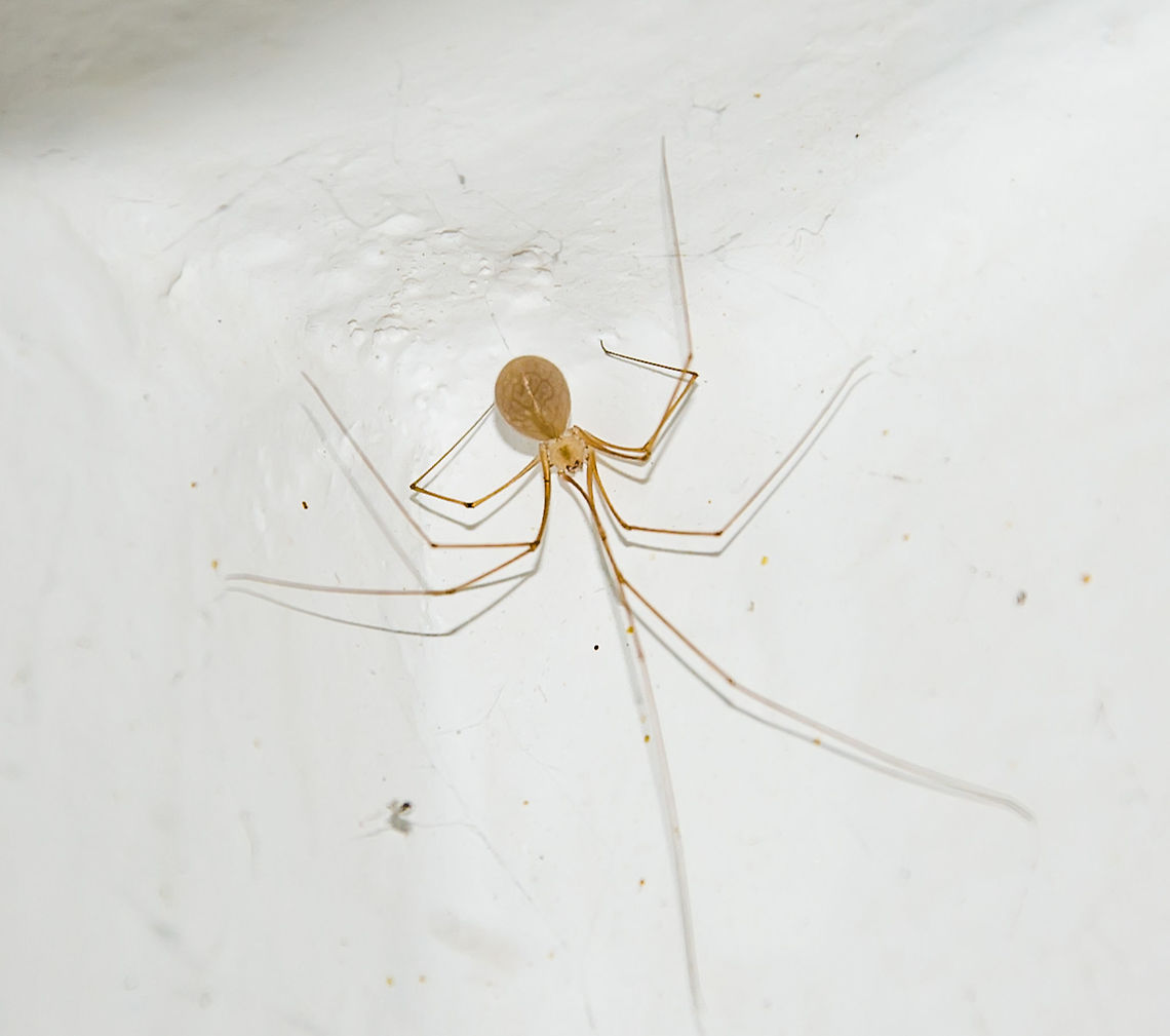 Micropholcus fauroti - Aranha-de-Por&atilde;o / Cellar Spider / Daddy Long-Legs (Simon, 1887) Arachnida: Araneae: Opisthothelae: Araneomorphae: Synspermiata (ex: Haplogynae): Pholcoidea: Pholcidae: Pholcinae<br />
<br />
Thank you to Leonardo Carvalho (<a href="https://www.facebook.com/leonardo.carvalho.31521?fref=gc&amp;dti=458088810975096)" rel="nofollow">https://www.facebook.com/leonardo.carvalho.31521?fref=gc&amp;dti=458088810975096)</a> for the identification of this specimen.<br />
<br />
Micropholcus fauroti is a spider in the class Arachnida, order Araneae, suborder Opisthothelae, infraorder Araneomorphae, clade Synspermiata (most entities place them under Haplogynae, but take a look at this: <a href="https://en.wikipedia.org/wiki/Haplogynae)" rel="nofollow">https://en.wikipedia.org/wiki/Haplogynae)</a>, superfamily Pholcoidea, family Pholcidae and subfamily Pholcinae. <br />
<br />
As of now, 2nd of May, 2018 at 05:15pm, Micropholcus is a genus with 15 recognized and accepted species. M. fauroti are Pantropically distributed, but were introduced in Belgium and Germany. The fragility of this spider is remarkable; simple, gentle touching or taps can break off the legs. They are usually very long-legged, with the femur being about two times the body's length in males and 1.5 times the body's length in females. The male's procursus possesses a characteristic dorsal projection. The females and the males have a shallow, inconspicuous thoracic groove. The female's epigyne is unsclerotized with distinctive internal structures in a crescent shape visible through the cuticle anteriorly. The male's body length is generally around 2,4mm, while the female's is generally around 2,7mm. Micropholcus fauroti has 8 eyes arranged in two lateral triads and the anterior median eyes are placed in between, on the frontal part of the prosoma. In species with six eyes, the anterior median eyes are absent. In some genera the eyes are placed on conspicuous elevations of the prosoma. These are reminiscent of a pair of horns, each carrying one of the lateral eye triads. Eyes are further reduced in size in many cave dwelling species and many troglodite species' eyes are completely lost. They are pale in coloring; the subject portrayed's coloring may be slightly off due to lighting. The webs built by Pholcids vary greatly in size and complexity. Some species possess shorter legs, while others' legs can reach sizes over 20 times the body's length. Pholcids are very variable in body shape and coloration but there are diagnostic characters that can distinguish them from other relatives; modified male palpal paracymbium called procursus; the sexual modifications of the male chelicerae; the pseudosegmentation of the leg tarsi.<br />
<br />
Synonyms can be found here: <a href="https://species.wikimedia.org/wiki/Micropholcus_fauroti" rel="nofollow">https://species.wikimedia.org/wiki/Micropholcus_fauroti</a><br />
<br />
 <br />
The genus itself is composed of fragile species that seek shelter in protected places, possibly as a mechanism of defense due to that fragility. These places are able to provide them with food. As such, the habitats of Micropholcus fauroti in the wild are often places where they can lay under rocks, in cavities and crevices, and in caves. They possess great ecological plasticity and can be found everywhere, from deserts to humid tropical forests. In forests, they are found in leaf litter, in webs between buttresses and twigs of trees reaching up to the canopy and on the underside of preferably large leaves. Many species are cryptic. Those occurring between buttresses are typically dark while the ones that lay underside leaves tend to be of a light greenish coloring. In urban and suburban habitats, where they are most often seen, they are most commonly found in houses on the ceiling and in corners where groundbound bioforms have less access to them and flying prey can be caught easily. They will vibrate when disturbed. They may have substantial impact on the population of disease transmitting insects, but this has been studied in only one case (Stickman et al., 1997). They are 100% harmless to anything that is not a small insect. The subject portrayed is a female. According to the "Pholcidae" article on Wikipedia: "Certain species of these seemingly benign spiders invade webs of other spiders and eat the host, the eggs, or the prey. In some cases the spider vibrates the web of other spiders, mimicking the struggle of trapped prey to lure the host of the web closer. Pholcids are natural predators of the Tegenaria species, and are known to attack and eat redback spiders (Latrodectus hasseltii), huntsman spiders (Sparassidae) and house spiders. It is this competition that helps keep Tegenaria populations in check, which may be advantageous to humans who live in regions with dense hobo spider populations."<br />
<br />
Sources:<br />
<br />
<a href="https://bugguide.net/node/view/1490680" rel="nofollow">https://bugguide.net/node/view/1490680</a><br />
<br />
<a href="https://araneae.unibe.ch/data/1779/Micropholcus_fauroti" rel="nofollow">https://araneae.unibe.ch/data/1779/Micropholcus_fauroti</a><br />
<br />
<a href="https://en.wikipedia.org/wiki/Micropholcus_fauroti" rel="nofollow">https://en.wikipedia.org/wiki/Micropholcus_fauroti</a><br />
<br />
<a href="https://en.wikipedia.org/wiki/Pholcidae" rel="nofollow">https://en.wikipedia.org/wiki/Pholcidae</a><br />
<br />
<a href="http://tolweb.org/Pholcidae/2719" rel="nofollow">http://tolweb.org/Pholcidae/2719</a><br />
<br />
Date: 1st of March, 2018 at 09:30:06pm.<br />
Location: Brazil, Cear&aacute;, Fortaleza, 16th floor of a flat in an urban habitat.<br />
<br />
Second picture here: <figure class="photo"><a href="https://www.jungledragon.com/image/59587/micropholcus_fauroti_-_aranha-de-poro_cellar_spider_daddy_long-legs_simon_1887.html" title="Micropholcus fauroti - Aranha-de-Por&atilde;o / Cellar Spider / Daddy Long-Legs (Simon, 1887)"><img src="https://s3.amazonaws.com/media.jungledragon.com/images/3305/59587_thumb.jpg?AWSAccessKeyId=05GMT0V3GWVNE7GGM1R2&Expires=1770854410&Signature=k5L70dOkyz80qd60%2F5HQ7m7LAFo%3D" width="200" height="170" alt="Micropholcus fauroti - Aranha-de-Por&atilde;o / Cellar Spider / Daddy Long-Legs (Simon, 1887) Arachnida: Araneae: Opisthothelae: Araneomorphae: Synspermiata (ex: Haplogynae): Pholcoidea: Pholcidae: Pholcinae<br />
<br />
Full post here: https://www.jungledragon.com/image/59586/micropholcus_fauroti_-_cellar_spider_daddy_long-legs_simon_1887.html<br />
<br />
Date: 1st de March, 2018 at 09:34:18pm<br />
<br />
Location: Brazil, Cear&aacute;, Fortaleza, 16th floor of a flat in an urban habitat. Am&eacute;rica do Sul,Arachnida,Aracn&iacute;deo,Aracn&iacute;deos,Araneae,Aranhas,Brazil,Brazilian Spiders,Cear&aacute;,Daddy Long Leg,Daddy Long Legs,Daddy Longles,Haplogynae,Micropholcus,Micropholcus fauroti,Neotropical,Opisthothelae,Pale Daddy-long-leg,Pantropical,Pholcidae" /></a></figure><br />
<br />
POST EM PORTUGU&Ecirc;S NO PROJECT NOAH: <a href="http://www.projectnoah.org/spottings/341140998" rel="nofollow">http://www.projectnoah.org/spottings/341140998</a> Am&eacute;rica do Sul,Arachnida,Aracn&iacute;deo,Aracn&iacute;deos,Araneae,Aranhas,Brazil,Brazilian Spiders,Cear&aacute;,Daddy Long Leg,Daddy Long Legs,Daddy Longles,Haplogynae,Micropholcus,Micropholcus fauroti,Neotropical,Opisthothelae,Pale Daddy-long-leg,Pantropical,Pholcidae