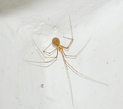 Micropholcus fauroti - Aranha-de-Por&atilde;o / Cellar Spider / Daddy Long-Legs (Simon, 1887) Arachnida: Araneae: Opisthothelae: Araneomorphae: Synspermiata (ex: Haplogynae): Pholcoidea: Pholcidae: Pholcinae

Thank you to Leonardo Carvalho (https://www.facebook.com/leonardo.carvalho.31521?fref=gc&dti=458088810975096) for the identification of this specimen.

Micropholcus fauroti is a spider in the class Arachnida, order Araneae, suborder Opisthothelae, infraorder Araneomorphae, clade Synspermiata (most entities place them under Haplogynae, but take a look at this: https://en.wikipedia.org/wiki/Haplogynae), superfamily Pholcoidea, family Pholcidae and subfamily Pholcinae. 

As of now, 2nd of May, 2018 at 05:15pm, Micropholcus is a genus with 15 recognized and accepted species. M. fauroti are Pantropically distributed, but were introduced in Belgium and Germany. The fragility of this spider is remarkable; simple, gentle touching or taps can break off the legs. They are usually very long-legged, with the femur being about two times the body's length in males and 1.5 times the body's length in females. The male's procursus possesses a characteristic dorsal projection. The females and the males have a shallow, inconspicuous thoracic groove. The female's epigyne is unsclerotized with distinctive internal structures in a crescent shape visible through the cuticle anteriorly. The male's body length is generally around 2,4mm, while the female's is generally around 2,7mm. Micropholcus fauroti has 8 eyes arranged in two lateral triads and the anterior median eyes are placed in between, on the frontal part of the prosoma. In species with six eyes, the anterior median eyes are absent. In some genera the eyes are placed on conspicuous elevations of the prosoma. These are reminiscent of a pair of horns, each carrying one of the lateral eye triads. Eyes are further reduced in size in many cave dwelling species and many troglodite species' eyes are completely lost. They are pale in coloring; the subject portrayed's coloring may be slightly off due to lighting. The webs built by Pholcids vary greatly in size and complexity. Some species possess shorter legs, while others' legs can reach sizes over 20 times the body's length. Pholcids are very variable in body shape and coloration but there are diagnostic characters that can distinguish them from other relatives; modified male palpal paracymbium called procursus; the sexual modifications of the male chelicerae; the pseudosegmentation of the leg tarsi.

Synonyms can be found here: https://species.wikimedia.org/wiki/Micropholcus_fauroti

 
The genus itself is composed of fragile species that seek shelter in protected places, possibly as a mechanism of defense due to that fragility. These places are able to provide them with food. As such, the habitats of Micropholcus fauroti in the wild are often places where they can lay under rocks, in cavities and crevices, and in caves. They possess great ecological plasticity and can be found everywhere, from deserts to humid tropical forests. In forests, they are found in leaf litter, in webs between buttresses and twigs of trees reaching up to the canopy and on the underside of preferably large leaves. Many species are cryptic. Those occurring between buttresses are typically dark while the ones that lay underside leaves tend to be of a light greenish coloring. In urban and suburban habitats, where they are most often seen, they are most commonly found in houses on the ceiling and in corners where groundbound bioforms have less access to them and flying prey can be caught easily. They will vibrate when disturbed. They may have substantial impact on the population of disease transmitting insects, but this has been studied in only one case (Stickman et al., 1997). They are 100% harmless to anything that is not a small insect. The subject portrayed is a female. According to the "Pholcidae" article on Wikipedia: "Certain species of these seemingly benign spiders invade webs of other spiders and eat the host, the eggs, or the prey. In some cases the spider vibrates the web of other spiders, mimicking the struggle of trapped prey to lure the host of the web closer. Pholcids are natural predators of the Tegenaria species, and are known to attack and eat redback spiders (Latrodectus hasseltii), huntsman spiders (Sparassidae) and house spiders. It is this competition that helps keep Tegenaria populations in check, which may be advantageous to humans who live in regions with dense hobo spider populations."

Sources:

https://bugguide.net/node/view/1490680

https://araneae.unibe.ch/data/1779/Micropholcus_fauroti

https://en.wikipedia.org/wiki/Micropholcus_fauroti

https://en.wikipedia.org/wiki/Pholcidae

http://tolweb.org/Pholcidae/2719

Date: 1st of March, 2018 at 09:30:06pm.
Location: Brazil, Cear&aacute;, Fortaleza, 16th floor of a flat in an urban habitat.

Second picture here: https://www.jungledragon.com/image/59587/micropholcus_fauroti_-_cellar_spider_daddy_long-legs_simon_1887.html

POST EM PORTUGU&Ecirc;S NO PROJECT NOAH: http://www.projectnoah.org/spottings/341140998 Am&eacute;rica do Sul,Arachnida,Aracn&iacute;deo,Aracn&iacute;deos,Araneae,Aranhas,Brazil,Brazilian Spiders,Cear&aacute;,Daddy Long Leg,Daddy Long Legs,Daddy Longles,Haplogynae,Micropholcus,Micropholcus fauroti,Neotropical,Opisthothelae,Pale Daddy-long-leg,Pantropical,Pholcidae