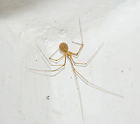 Micropholcus fauroti - Aranha-de-Por&atilde;o / Cellar Spider / Daddy Long-Legs (Simon, 1887) Arachnida: Araneae: Opisthothelae: Araneomorphae: Synspermiata (ex: Haplogynae): Pholcoidea: Pholcidae: Pholcinae<br />
<br />
Thank you to Leonardo Carvalho (https://www.facebook.com/leonardo.carvalho.31521?fref=gc&dti=458088810975096) for the identification of this specimen.<br />
<br />
Micropholcus fauroti is a spider in the class Arachnida, order Araneae, suborder Opisthothelae, infraorder Araneomorphae, clade Synspermiata (most entities place them under Haplogynae, but take a look at this: https://en.wikipedia.org/wiki/Haplogynae), superfamily Pholcoidea, family Pholcidae and subfamily Pholcinae. <br />
<br />
As of now, 2nd of May, 2018 at 05:15pm, Micropholcus is a genus with 15 recognized and accepted species. M. fauroti are Pantropically distributed, but were introduced in Belgium and Germany. The fragility of this spider is remarkable; simple, gentle touching or taps can break off the legs. They are usually very long-legged, with the femur being about two times the body's length in males and 1.5 times the body's length in females. The male's procursus possesses a characteristic dorsal projection. The females and the males have a shallow, inconspicuous thoracic groove. The female's epigyne is unsclerotized with distinctive internal structures in a crescent shape visible through the cuticle anteriorly. The male's body length is generally around 2,4mm, while the female's is generally around 2,7mm. Micropholcus fauroti has 8 eyes arranged in two lateral triads and the anterior median eyes are placed in between, on the frontal part of the prosoma. In species with six eyes, the anterior median eyes are absent. In some genera the eyes are placed on conspicuous elevations of the prosoma. These are reminiscent of a pair of horns, each carrying one of the lateral eye triads. Eyes are further reduced in size in many cave dwelling species and many troglodite species' eyes are completely lost. They are pale in coloring; the subject portrayed's coloring may be slightly off due to lighting. The webs built by Pholcids vary greatly in size and complexity. Some species possess shorter legs, while others' legs can reach sizes over 20 times the body's length. Pholcids are very variable in body shape and coloration but there are diagnostic characters that can distinguish them from other relatives; modified male palpal paracymbium called procursus; the sexual modifications of the male chelicerae; the pseudosegmentation of the leg tarsi.<br />
<br />
Synonyms can be found here: https://species.wikimedia.org/wiki/Micropholcus_fauroti<br />
<br />
 <br />
The genus itself is composed of fragile species that seek shelter in protected places, possibly as a mechanism of defense due to that fragility. These places are able to provide them with food. As such, the habitats of Micropholcus fauroti in the wild are often places where they can lay under rocks, in cavities and crevices, and in caves. They possess great ecological plasticity and can be found everywhere, from deserts to humid tropical forests. In forests, they are found in leaf litter, in webs between buttresses and twigs of trees reaching up to the canopy and on the underside of preferably large leaves. Many species are cryptic. Those occurring between buttresses are typically dark while the ones that lay underside leaves tend to be of a light greenish coloring. In urban and suburban habitats, where they are most often seen, they are most commonly found in houses on the ceiling and in corners where groundbound bioforms have less access to them and flying prey can be caught easily. They will vibrate when disturbed. They may have substantial impact on the population of disease transmitting insects, but this has been studied in only one case (Stickman et al., 1997). They are 100% harmless to anything that is not a small insect. The subject portrayed is a female. According to the "Pholcidae" article on Wikipedia: "Certain species of these seemingly benign spiders invade webs of other spiders and eat the host, the eggs, or the prey. In some cases the spider vibrates the web of other spiders, mimicking the struggle of trapped prey to lure the host of the web closer. Pholcids are natural predators of the Tegenaria species, and are known to attack and eat redback spiders (Latrodectus hasseltii), huntsman spiders (Sparassidae) and house spiders. It is this competition that helps keep Tegenaria populations in check, which may be advantageous to humans who live in regions with dense hobo spider populations."<br />
<br />
Sources:<br />
<br />
https://bugguide.net/node/view/1490680<br />
<br />
https://araneae.unibe.ch/data/1779/Micropholcus_fauroti<br />
<br />
https://en.wikipedia.org/wiki/Micropholcus_fauroti<br />
<br />
https://en.wikipedia.org/wiki/Pholcidae<br />
<br />
http://tolweb.org/Pholcidae/2719<br />
<br />
Date: 1st of March, 2018 at 09:30:06pm.<br />
Location: Brazil, Cear&aacute;, Fortaleza, 16th floor of a flat in an urban habitat.<br />
<br />
Second picture here: https://www.jungledragon.com/image/59587/micropholcus_fauroti_-_cellar_spider_daddy_long-legs_simon_1887.html<br />
<br />
POST EM PORTUGU&Ecirc;S NO PROJECT NOAH: http://www.projectnoah.org/spottings/341140998 Am&eacute;rica do Sul,Arachnida,Aracn&iacute;deo,Aracn&iacute;deos,Araneae,Aranhas,Brazil,Brazilian Spiders,Cear&aacute;,Daddy Long Leg,Daddy Long Legs,Daddy Longles,Haplogynae,Micropholcus,Micropholcus fauroti,Neotropical,Opisthothelae,Pale Daddy-long-leg,Pantropical,Pholcidae