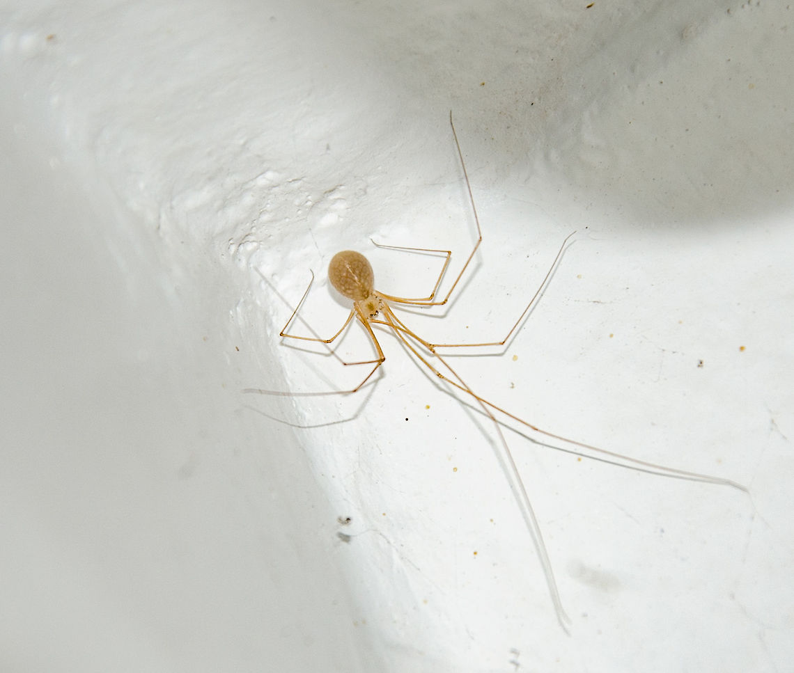 Micropholcus fauroti - Aranha-de-Por&atilde;o / Cellar Spider / Daddy Long-Legs (Simon, 1887) Arachnida: Araneae: Opisthothelae: Araneomorphae: Synspermiata (ex: Haplogynae): Pholcoidea: Pholcidae: Pholcinae<br />
<br />
Full post here: <figure class="photo"><a href="https://www.jungledragon.com/image/59586/micropholcus_fauroti_-_aranha-de-poro_cellar_spider_daddy_long-legs_simon_1887.html" title="Micropholcus fauroti - Aranha-de-Por&atilde;o / Cellar Spider / Daddy Long-Legs (Simon, 1887)"><img src="https://s3.amazonaws.com/media.jungledragon.com/images/3305/59586_thumb.jpg?AWSAccessKeyId=05GMT0V3GWVNE7GGM1R2&Expires=1770854410&Signature=VUaKbqn5LkzUIDzOcUP1OKdsRuU%3D" width="200" height="178" alt="Micropholcus fauroti - Aranha-de-Por&atilde;o / Cellar Spider / Daddy Long-Legs (Simon, 1887) Arachnida: Araneae: Opisthothelae: Araneomorphae: Synspermiata (ex: Haplogynae): Pholcoidea: Pholcidae: Pholcinae<br />
<br />
Thank you to Leonardo Carvalho (https://www.facebook.com/leonardo.carvalho.31521?fref=gc&amp;dti=458088810975096) for the identification of this specimen.<br />
<br />
Micropholcus fauroti is a spider in the class Arachnida, order Araneae, suborder Opisthothelae, infraorder Araneomorphae, clade Synspermiata (most entities place them under Haplogynae, but take a look at this: https://en.wikipedia.org/wiki/Haplogynae), superfamily Pholcoidea, family Pholcidae and subfamily Pholcinae. <br />
<br />
As of now, 2nd of May, 2018 at 05:15pm, Micropholcus is a genus with 15 recognized and accepted species. M. fauroti are Pantropically distributed, but were introduced in Belgium and Germany. The fragility of this spider is remarkable; simple, gentle touching or taps can break off the legs. They are usually very long-legged, with the femur being about two times the body's length in males and 1.5 times the body's length in females. The male's procursus possesses a characteristic dorsal projection. The females and the males have a shallow, inconspicuous thoracic groove. The female's epigyne is unsclerotized with distinctive internal structures in a crescent shape visible through the cuticle anteriorly. The male's body length is generally around 2,4mm, while the female's is generally around 2,7mm. Micropholcus fauroti has 8 eyes arranged in two lateral triads and the anterior median eyes are placed in between, on the frontal part of the prosoma. In species with six eyes, the anterior median eyes are absent. In some genera the eyes are placed on conspicuous elevations of the prosoma. These are reminiscent of a pair of horns, each carrying one of the lateral eye triads. Eyes are further reduced in size in many cave dwelling species and many troglodite species' eyes are completely lost. They are pale in coloring; the subject portrayed's coloring may be slightly off due to lighting. The webs built by Pholcids vary greatly in size and complexity. Some species possess shorter legs, while others' legs can reach sizes over 20 times the body's length. Pholcids are very variable in body shape and coloration but there are diagnostic characters that can distinguish them from other relatives; modified male palpal paracymbium called procursus; the sexual modifications of the male chelicerae; the pseudosegmentation of the leg tarsi.<br />
<br />
Synonyms can be found here: https://species.wikimedia.org/wiki/Micropholcus_fauroti<br />
<br />
 <br />
The genus itself is composed of fragile species that seek shelter in protected places, possibly as a mechanism of defense due to that fragility. These places are able to provide them with food. As such, the habitats of Micropholcus fauroti in the wild are often places where they can lay under rocks, in cavities and crevices, and in caves. They possess great ecological plasticity and can be found everywhere, from deserts to humid tropical forests. In forests, they are found in leaf litter, in webs between buttresses and twigs of trees reaching up to the canopy and on the underside of preferably large leaves. Many species are cryptic. Those occurring between buttresses are typically dark while the ones that lay underside leaves tend to be of a light greenish coloring. In urban and suburban habitats, where they are most often seen, they are most commonly found in houses on the ceiling and in corners where groundbound bioforms have less access to them and flying prey can be caught easily. They will vibrate when disturbed. They may have substantial impact on the population of disease transmitting insects, but this has been studied in only one case (Stickman et al., 1997). They are 100% harmless to anything that is not a small insect. The subject portrayed is a female. According to the "Pholcidae" article on Wikipedia: "Certain species of these seemingly benign spiders invade webs of other spiders and eat the host, the eggs, or the prey. In some cases the spider vibrates the web of other spiders, mimicking the struggle of trapped prey to lure the host of the web closer. Pholcids are natural predators of the Tegenaria species, and are known to attack and eat redback spiders (Latrodectus hasseltii), huntsman spiders (Sparassidae) and house spiders. It is this competition that helps keep Tegenaria populations in check, which may be advantageous to humans who live in regions with dense hobo spider populations."<br />
<br />
Sources:<br />
<br />
https://bugguide.net/node/view/1490680<br />
<br />
https://araneae.unibe.ch/data/1779/Micropholcus_fauroti<br />
<br />
https://en.wikipedia.org/wiki/Micropholcus_fauroti<br />
<br />
https://en.wikipedia.org/wiki/Pholcidae<br />
<br />
http://tolweb.org/Pholcidae/2719<br />
<br />
Date: 1st of March, 2018 at 09:30:06pm.<br />
Location: Brazil, Cear&aacute;, Fortaleza, 16th floor of a flat in an urban habitat.<br />
<br />
Second picture here: https://www.jungledragon.com/image/59587/micropholcus_fauroti_-_cellar_spider_daddy_long-legs_simon_1887.html<br />
<br />
POST EM PORTUGU&Ecirc;S NO PROJECT NOAH: http://www.projectnoah.org/spottings/341140998 Am&eacute;rica do Sul,Arachnida,Aracn&iacute;deo,Aracn&iacute;deos,Araneae,Aranhas,Brazil,Brazilian Spiders,Cear&aacute;,Daddy Long Leg,Daddy Long Legs,Daddy Longles,Haplogynae,Micropholcus,Micropholcus fauroti,Neotropical,Opisthothelae,Pale Daddy-long-leg,Pantropical,Pholcidae" /></a></figure><br />
<br />
Date: 1st de March, 2018 at 09:34:18pm<br />
<br />
Location: Brazil, Cear&aacute;, Fortaleza, 16th floor of a flat in an urban habitat. Am&eacute;rica do Sul,Arachnida,Aracn&iacute;deo,Aracn&iacute;deos,Araneae,Aranhas,Brazil,Brazilian Spiders,Cear&aacute;,Daddy Long Leg,Daddy Long Legs,Daddy Longles,Haplogynae,Micropholcus,Micropholcus fauroti,Neotropical,Opisthothelae,Pale Daddy-long-leg,Pantropical,Pholcidae