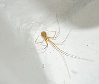 Micropholcus fauroti - Aranha-de-Por&atilde;o / Cellar Spider / Daddy Long-Legs (Simon, 1887) Arachnida: Araneae: Opisthothelae: Araneomorphae: Synspermiata (ex: Haplogynae): Pholcoidea: Pholcidae: Pholcinae<br />
<br />
Full post here: https://www.jungledragon.com/image/59586/micropholcus_fauroti_-_cellar_spider_daddy_long-legs_simon_1887.html<br />
<br />
Date: 1st de March, 2018 at 09:34:18pm<br />
<br />
Location: Brazil, Cear&aacute;, Fortaleza, 16th floor of a flat in an urban habitat. Am&eacute;rica do Sul,Arachnida,Aracn&iacute;deo,Aracn&iacute;deos,Araneae,Aranhas,Brazil,Brazilian Spiders,Cear&aacute;,Daddy Long Leg,Daddy Long Legs,Daddy Longles,Haplogynae,Micropholcus,Micropholcus fauroti,Neotropical,Opisthothelae,Pale Daddy-long-leg,Pantropical,Pholcidae