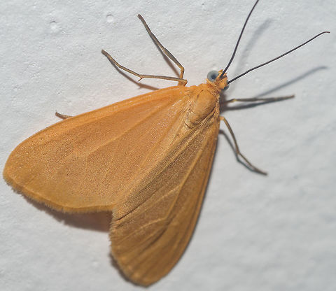 Eubaphe unicolor - Cora&ccedil;&atilde;o-de-Ouro / Golden Heart / Orange Beggar (Robinson, 1869) Lepidoptera: Bombycina: Geometroidea: Geometridae: Larentiinae: Eudulini

Another post of what I believe to be an Eubaphe unicolor (my picture) / Outro post do que penso ser uma Eubaphe unicolor (minha foto): https://www.jungledragon.com/image/61570/eubaphe_cf._unicolor_-_corao-de-ouro_corao-dourado_golden_heart_orange_beggar_robinson_1869.html

Hora / Hour: 13:10:32. / 01:10:32pm.

VERS&Atilde;O EM PORTUGU&Ecirc;S AQUI:

Aparentemente h&aacute; duas subesp&eacute;cies de Eubaphe unicolor, mas isto requer confirma&ccedil;&atilde;o: 

Eubaphe unicolor unicolor
Eubaphe unicolor venustata (Fletcher, 1954)

Como quase sempre ocorre com as mariposas, informa&ccedil;&otilde;es s&atilde;o escassas e o estado de distribui&ccedil;&atilde;o &eacute; quase sempre duvidoso. O artigo de Wikipedia que cita esta mariposa exclusivamente para a Am&eacute;rica do Norte est&aacute; errado pois h&aacute; relatos indicando a presen&ccedil;a de Eubaphe unicolor no Brasil e em outros pa&iacute;ses que n&atilde;o fazem parte da Am&eacute;rica do Norte. O presente artigo &eacute; dedicado em satisfazer algumas d&uacute;vidas sobre Eubaphe unicolor com a importante men&ccedil;&atilde;o de que informa&ccedil;&otilde;es s&atilde;o, de fato, escassas.

Eubaphe unicolor &eacute; um membro da ordem Lepidoptera, subdivis&atilde;o Bombycina, superfam&iacute;lia Geometroidea, fam&iacute;lia Geometridae, subfam&iacute;lia Larentiinae e tribo Eudulini.

Essas s&atilde;o as esp&eacute;cies reconhecidas do g&ecirc;nero Eubaphe:

Eubaphe conformis (Walker, 1854)
Eubaphe helveta (Barnes, 1907)
Eubaphe integra (Walker, 1866)
Eubaphe lineata (Druce, 1885)
Eubaphe medea (Druce, 1885)
Eubaphe mendica (Walker, 1854)
Eubaphe meridiana (Slosson, 1889)
Eubaphe rotundata (Cassino & Swett, 1922)
Eubaphe tripunctata (Druce, 1885)
Eubaphe unicolor (Robinson, 1869)
Eubaphe tritonia (Druce, 1885)
Eubaphe moderata (Herbulot, 2001)
Eubaphe conformis (Walker, 1854)
Eubaphe lobula (H&uuml;bner, 1823)
Eubaphe weyenberghii (Snellen, 1878)
Eubaphe deceptata (Fletcher, 1954)
Eubaphe hesperina (Burmeister, 1878)
Eubaphe ae&euml;tes (Schaus, 1889)
Eubaphe antithesis (Dyar, 1914)
Eubaphe bada (Druce, 1890)
Eubaphe biseriata (Herrich-Sch&auml;ffer, 1855)
Eubaphe cupraria (Walker, 1854)
Eubaphe nanora (Schaus, 1929)
Eubaphe hyalina (Hulst, 1898)
Eubaphe fieldi (Fletcher, 1954)
Eubaphe lobiformis (Druce, 1899)
Eubaphe orfilai (Fletcher, 1954)
Eubaphe pauper (Schaus, 1889)
Eubaphe rotundata (Cotes & Swinhoe, 1922)
Eubaphe rhotana (Druce, 1894)
Eubaphe sombreata (Dognin, 1883)
Eubaphe sulcifera (Warren, 1906)
Eubaphe venustata (Fletcher, 1954)
Eubaphe dulcifera (Forbes, 1917)
Eubaphe eulathes (Dyar, 1920)
Eubaphe daxata (Druce, 1894)
Eubaphe pumilata (Fletcher, 1954)

^ Precisa de confirma&ccedil;&atilde;o

"A esp&eacute;cie em si foi registrada em listas hist&oacute;ricas da BC mas n&atilde;o h&aacute; documenta&ccedil;&otilde;es conhecidas para o Norte do Sudoeste dos EUA. Esses registros s&atilde;o considerados err&ocirc;neos." (https://books.google.com.br/books?id=wioBCwAAQBAJ&pg=PT202&lpg=PT202&dq=eubaphe+unicolor+brasil&source=bl&ots=qpYpsDlSlr&sig=Wvi6g6YLIpyvavDwRgQQG_L3fSc&hl=pt-BR&sa=X&ved=0ahUKEwjw8d3nkuraAhWKHpAKHW3ICTAQ6AEIZjAN#v=onepage&q=eubaphe unicolor brasil&f=false)

O &uacute;ltimo &iacute;nstar larval possui um comprimento de cerca de 2.5cm-2.7cm de acordo com os arquivos de BugGuide. O comprimento da pupa mede aproximadamente 1cm. O comprimento das asas posteriores &eacute; de cerca de 9mm-13mm. A mariposa &eacute; de colora&ccedil;&atilde;o uniforme, com asas e corpo laranjas; as vena&ccedil;&otilde;es, por vezes, podem ser vis&iacute;veis nas fotografias pois as asas s&atilde;o atenuadamente transl&uacute;cidas. As pernas e as antenas s&atilde;o escurecidas; as antenas s&atilde;o semi-eretas. As plantas hospedeiras das larvas s&atilde;o membros de Viola sp., mas foram documentadas em Hybanthus sp. (Violaceae) e Acer sp. (Sapindaceae), sugerindo que Eubaphe unicolor &eacute; polifit&oacute;faga. Com a coleta, pode ser notado que a mariposa evitava ovipositar nas folhas, preferindo ovipositar a maioria dos ovos em caules mortos e substratos similares. As larvas novas s&atilde;o mineradoras de folhas, e procedem a comer folhas de maneira mais padronizada &agrave; medida que envelhecem. As larvas que estavam prestes a pupar teciam redes de seda solta por onde se suspendiam para iniciar o est&aacute;gio. A pele do &uacute;ltimo &iacute;nstar permanecia presa &agrave; pupa e contribu&iacute;a com a apar&ecirc;ncia de "detrito", o que pode vir a ser um aux&iacute;lio &agrave; esp&eacute;cie como um mecanismo de camuflagem. A Eubaphe unicolor onde estas observa&ccedil;&otilde;es foram notadas foi coletada na planta hospedeira Viola missouriensis. De acordo com BugGuide, o processo ovo-pupa necessitou de aproximadamente 60 dias.

Os habitats de Eubaphe unicolor incluem florestas dec&iacute;duas, margens de rios, bosques e clareiras em florestas tropicais, ocorrendo em eleva&ccedil;&otilde;es entre o n&iacute;vel do mar e cerca de 1500m, podendo tamb&eacute;m serem vistas em habitats urbanos e suburbanos, precisamente onde esta foi encontrada (urbano), no 16&ordm; andar de um pr&eacute;dio.

Os adultos descansam com as asas formando um cora&ccedil;&atilde;o. A envergadura de suas asas &eacute; de aproximadamente 3,17cm. Os adultos s&atilde;o nectar&iacute;voros mas desconhe&ccedil;o a(s) planta(s) hospedeira(s).

Fontes:

http://www.learnaboutbutterflies.com/

https://www.butterfliesandmoths.org/species/Eubaphe-unicolor

https://en.wikipedia.org/wiki/Eubaphe

https://bugguide.net/node/view/164025

http://eol.org/pages/283285/overview

http://v3.boldsystems.org/index.php/TaxBrowser_Taxonpage?taxid=7669


ENGLISH VERSION HERE:

Apparently, there are two subspecies to Eubaphe unicolor, but this requires confirmation:

Eubaphe unicolor unicolor
Eubaphe unicolor venustata (Fletcher, 1954)

As almost always when it comes to moths, informations are scarce and distribution status are doubtful. The Wikipedia article citing this moth exclusively to North America is wrong as reports have indicated Eubaphe unicolor can also be found in Brazil and other countries not part of North America. The present article is dedicated to satisfying some doubts about the Eubaphe unicolor with the important mention that informations on them are indeed scarce.

Eubaphe unicolor is a member of the order Lepidoptera, subdivision Bombycina, superfamily Geometroidea, family Geometridae, subfamily Larentiinae and tribe Eudulini.
 
These are the recognized species of the genus Eubaphe:
 
Eubaphe conformis (Walker, 1854)
Eubaphe helveta (Barnes, 1907)
Eubaphe integra (Walker, 1866)
Eubaphe lineata (Druce, 1885)
Eubaphe medea (Druce, 1885)
Eubaphe mendica (Walker, 1854)
Eubaphe meridiana (Slosson, 1889)
Eubaphe rotundata (Cassino & Swett, 1922)
Eubaphe tripunctata (Druce, 1885)
Eubaphe unicolor (Robinson, 1869)
Eubaphe tritonia (Druce, 1885)
Eubaphe moderata (Herbulot, 2001)
Eubaphe conformis (Walker, 1854)
Eubaphe lobula (H&uuml;bner, 1823)
Eubaphe weyenberghii (Snellen, 1878)
Eubaphe deceptata (Fletcher, 1954)
Eubaphe hesperina (Burmeister, 1878)
Eubaphe ae&euml;tes (Schaus, 1889)
Eubaphe antithesis (Dyar, 1914)
Eubaphe bada (Druce, 1890)
Eubaphe biseriata (Herrich-Sch&auml;ffer, 1855)
Eubaphe cupraria (Walker, 1854)
Eubaphe nanora (Schaus, 1929)
Eubaphe hyalina (Hulst, 1898)
Eubaphe fieldi (Fletcher, 1954)
Eubaphe lobiformis (Druce, 1899)
Eubaphe orfilai (Fletcher, 1954)
Eubaphe pauper (Schaus, 1889)
Eubaphe rotundata (Cotes & Swinhoe, 1922)
Eubaphe rhotana (Druce, 1894)
Eubaphe sombreata (Dognin, 1883)
Eubaphe sulcifera (Warren, 1906)
Eubaphe venustata (Fletcher, 1954)
Eubaphe dulcifera (Forbes, 1917)
Eubaphe eulathes (Dyar, 1920)
Eubaphe daxata (Druce, 1894)
Eubaphe pumilata (Fletcher, 1954)

^ Needs confirmation
 
"The species themselves has been reported on historical BC lists but no vouchers are known North of the Southwestern USA. Those reports are deemed erroneous." (https://books.google.com.br/books?id=wioBCwAAQBAJ&pg=PT202&lpg=PT202&dq=eubaphe+unicolor+brasil&source=bl&ots=qpYpsDlSlr&sig=Wvi6g6YLIpyvavDwRgQQG_L3fSc&hl=pt-BR&sa=X&ved=0ahUKEwjw8d3nkuraAhWKHpAKHW3ICTAQ6AEIZjAN#v=onepage&q=eubaphe unicolor brasil&f=false)

The final instar of the larva has a length of approximately 2.5cm-2.7cm, according to BugGuide data. The pupa's length measured approximately 1cm. The forewing's length is around 9mm-13mm. The moth is uniform in coloring, with orange wings and body and the venations can sometimes be visible through photography due to the slight transulscence of the wings. The legs and the antennae are darkish, the latter semi-erect. The host plants of the larvae are members of Viola sp. but have been reported on Hybanthus sp. (Violaceae) and Acer sp. (Sapindaceae), suggesting the Eubaphe unicolor are polyphytophagous. Through hauling, it could be noted that the moth avoided ovipositing on leaves, instead choosing to place most of the eggs on dead stems and similar substrate. The early larvae were leaf miners, proceeding to eat leaves in a more standard fashion as they aged. The pupating larvae spun loose silk nets from which they suspended themselves to pupate. The last instar's skin remained attached to the pupa and contributed to the debris-like appearance, which might serve the species as a camouflage mechanism. The Eubaphe unicolor in which these observations were noted was reared on the host plant Viola missouriensis. According to BugGuide, the egg to pupa process required approximately 60 days.

The habitats of Eubaphe unicolor include deciduous woodlands, riverbanks, glades and clearings in tropical forests, occuring at elevations between sea level and about 1500m, being also found an urban and suburban habitats, precisely where this one was found (urban) on the 16th floor of a flat.

 
Adults rest with the wings forming a heart. Their wingspan is of approximately 3,17cm. Adults are nectarivorous but I'm unaware what are (is) their host plant(s).

Sources:

http://www.learnaboutbutterflies.com/

https://www.butterfliesandmoths.org/species/Eubaphe-unicolor

https://en.wikipedia.org/wiki/Eubaphe

https://bugguide.net/node/view/164025

http://eol.org/pages/283285/overview

http://v3.boldsystems.org/index.php/TaxBrowser_Taxonpage?taxid=7669

http://v3.boldsystems.org/index.php/Public_SearchTerms?query="Eubaphe unicolor"[tax] Am&eacute;rica do Sul,Animalia,Arthropoda,Brazil,Cear&aacute;,Cora&ccedil;&atilde;o-Dourado,Cora&ccedil;&atilde;o-de-Ouro,Eubaphe,Eubaphe unicolor,Eudulini,Fortaleza,GEOMETROIDEA,Geometrid Moth,Golden Heart,Larentiinae,Lepidoptera,Lepidopterologia,Lepidopterology,Moth,Neotropical