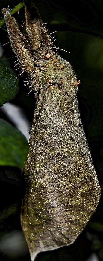 Trichophassus (Phassus) giganteus - Ghost Moth / Swift Moth / Mariposa-Fantasma (Herrich-Schäffer, [1853]) Lepidoptera: Glossata: Hepialoidea: Hepialidae<br />
<br />
VERS&Atilde;O EM PORTUGU&Ecirc;S AQUI: <a href="http://www.projectnoah.org/spottings/1691062553" rel="nofollow">http://www.projectnoah.org/spottings/1691062553</a><br />
<br />
Wingspan: Somewhere between 160mm and 170mm.<br />
<br />
Larvae of Hepialidae are covered in thin, short setae and possess elongated heads. The larvae of Hepialids can be root, stalk and branch drillers, whilst others are mycophagous. Some species feed on fallen leaves, others on moss (as well), decaying vegetable matter, etc. They can dig tunnels in the soil to hide; these tunnels are covered in silk, including the entrance, which is covered in vegetable matter mixed with silk. Some species live on tree trunks and cover themselves with silk before beginning to tunnel. Once protected, they begin digging the tunnel that will serve them as shelter on the tree trunk. Similarly to those that dig in the soil, the tree trunk dwellers will cover the entrance of the tunnel with vegetable matter. According to the English version Hepialidae article on Wikipedia (<a href="https://en.wikipedia.org/wiki/Hepialidae)" rel="nofollow">https://en.wikipedia.org/wiki/Hepialidae)</a>, Hepialids are considered primitive moths, with many of their traits being different than those of other moths such as short antennae and non-functional proboscis or frenulum. The sperm is transferred to the egg through an external channel between the ostium and the ovipore. Despite their size, strictly speaking, they are too basal and constitute Microlepidoptera but some entities prefer to place them under Macrolepidoptera, even though they are too archaic. Many species display strong sexual dimorphism.<br />
<br />
Males swarm when daylight is reduced during the crepuscular hours and the females are attracted to chemical stimuli. Concerning Trichophassus giganteus, a single female can carry 10.000 eggs and the embryonic development takes 28 days. A few species of Hepialidae can carry 50.000 eggs, which are expelled and scattered during flight with no specific target.<br />
<br />
Trichophassus is a monotypical genus consisting of a single species, giganteus. According to the source &quot;Borboletas e Mariposas de Santa Catarina&quot; there are 17 species (18 are mentioned, but one of them, Argyrotome mira, is wrongly placed there as it is a Geometrid) of Hepialids described to the state of Santa Catarina in Brazil, but there may be more that I&#039;m unaware of:<br />
<br />
Aepytus munoa (Schaus, 1929) - Santa Catarina<br />
Aepytus guarani (Pfitzner, 1914) - Santa Catarina, S&atilde;o Bento do Sul<br />
Aepytus tupi (Mielke &amp; Grehan, 2015) - S&atilde;o Bento do Sul<br />
Cibyra dorita (Schaus, 1901) - Santa Catarina<br />
Cibyra ferrugisona (Walker, 1856) - S&atilde;o Bento do Sul<br />
Cibyra ybyta (Mielke, 2015) - Urubici, S&atilde;o Joaquim<br />
Cybira meridionalis (Mielke &amp; Casagrande, 2013) - S&atilde;o Bento do Sul, Urubici, S&atilde;o Joaquim<br />
Cibyra monoargenteus (Viette, 1951) - S&atilde;o Bento do Sul, Urubici<br />
Cibyra munona (Schaus, 1929) - Santa Catarina<br />
Cibyra ochracea (Mielke, 2014) - S&atilde;o Bento do Sul<br />
Cibyra stigmatica (Pfitzner, 1937) - S&atilde;o Bento do Sul<br />
Cibyra verresi (Schaus, 1929) - Santa Catarina<br />
Cibyra ykeyra (Mielke, 2015) - S&atilde;o Bento do Sul<br />
Roseala tessellatus (Herrich-Sch&auml;ffer, [1853]) - Joa&ccedil;aba, Santa Catarina<br />
Vietteogorgopis katharinae (Pfitzner, 1914) - Santa Catarina<br />
Schaefferiana epigramma (Herrich-Sch&auml;ffer, 1854) - S&atilde;o Bento do Sul<br />
Trichophassus giganteus (Herrich-Sch&auml;ffer, [1853]) - Joa&ccedil;aba, Benedito Novo, Santa Catarina<br />
<br />
If you have any additions to the list, feel free to contribute.<br />
<br />
According to their English article on Wikipedia, the larvae of Trichophassus giganteus were documented feeding on Adenocalyma, Eucalyptus, Ipomoea and Solanum. Their wingspan lies somewhere around 160mm to 170mm, being the largest Hepialid in South America. Their appearance might be a display of camouflage (<a href="http://www.projectnoah.org/spottings/12797038)#!# and mimicry (#!#http://www.dacnis.org.br/tarantula_moth.pdf)" rel="nofollow">http://www.projectnoah.org/spottings/12797038)#!# and mimicry (#!#http://www.dacnis.org.br/tarantula_moth.pdf)</a>  although I know no scientific study to support the mimicry claim.<br />
<br />
Main source: Borboletas e Mariposas de Santa Catarina. (E-Book) (<a href="https://books.google.com.br/books?id=gmZlDAAAQBAJ&amp;pg=PA71&amp;lpg=PA71&amp;dq=trichophassus+giganteus+borboletas&amp;source=bl&amp;ots=STWF6TY0OB&amp;sig=KIZfVJY2qkCLXPElxotJc6mhwEw&amp;hl=pt-BR&amp;sa=X&amp;ved=0ahUKEwjPtYCG5s3ZAhUqwlkKHTsaCowQ6AEISDAJ)" rel="nofollow">https://books.google.com.br/books?id=gmZlDAAAQBAJ&amp;pg=PA71&amp;lpg=PA71&amp;dq=trichophassus+giganteus+borboletas&amp;source=bl&amp;ots=STWF6TY0OB&amp;sig=KIZfVJY2qkCLXPElxotJc6mhwEw&amp;hl=pt-BR&amp;sa=X&amp;ved=0ahUKEwjPtYCG5s3ZAhUqwlkKHTsaCowQ6AEISDAJ)</a><br />
<br />
Other sources:<br />
<br />
<a href="https://en.wikipedia.org/wiki/Trichophassus" rel="nofollow">https://en.wikipedia.org/wiki/Trichophassus</a><br />
<a href="http://eol.org/pages/964558/overview" rel="nofollow">http://eol.org/pages/964558/overview</a> Arthropoda,Arthropods,Artrópode,Artrópodes,Benedito Novo,Brasil,Brazil,Brazilian,Hepialidae,Hepialoidea,Lepidoptera,Lepidopterologia,Lepidopterology,Mariposas Neotropicais,Neotropical,Neotropical Moths,Santa Catarina,Trichophassus giganteus,ancient,arthropod