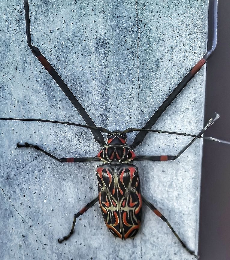 Acrocinus longimanus - Giant Harlequin Beetle (Linnaeus, 1758) Coleoptera: Polyphaga: Cucujiformia: Chrysomeloidea: Cerambycidae: Lamiinae: Acrocinini<br />
<br />
Size/Tamanho (body, frontal legs are often double or more the body size / corpo, as patas frontais são geralmente o dobro ou mais do tamanho do corpo): ~8cm-9cm.<br />
<br />
Sex: ♂<br />
<br />
Both videos below are mine.<br />
<br />
Video 1: <section class="video"><iframe width="448" height="282" src="https://www.youtube-nocookie.com/embed/2QC9YAB-rlg?hd=1&autoplay=0&rel=0" frameborder="0" allowfullscreen></iframe></section><br />
Video 2: <section class="video"><iframe width="448" height="282" src="https://www.youtube-nocookie.com/embed/aR5PvzVfM0U?hd=1&autoplay=0&rel=0" frameborder="0" allowfullscreen></iframe></section><br />
<br />
VERSÃO EM PORTUGUÊS:<br />
<br />
Outros nomes: Besouro-da-Figueira; Broca-da-Jaqueira; Arlequim; Arlequim-Grande<br />
<br />
Esse besouro foi encontrado em um muro de uma casa em uma cidade de interior. Seus habitats naturais são normalmente florestas e áreas de mata; esse foi encontrado na cidade provavelmente graças à destruição dos habitats naturais causada pelo ser humano.<br />
<br />
Esse impressionante e gigante besouro é um Acrocinus longimanus, um membro da ordem Coleoptera, subordem Polyphaga, infraordem Cucujiformia, superfamília Chrysomeloidea, família Cerambycidae, subfamília Lamiinae e tribo Acrocinini.<br />
<br />
O tamanho do corpo desse besouro pode chegar a 9cm. As pernas próximas ao pronotro são geralmente o dobro ou mais do tamanho do corpo. O sujeito retratado é um macho.<br />
<br />
São amplamente distribuídos no Brasil, onde suas larvas alimentam-se de Ficus sp. (ordem Rosales, família Moraceae e tribo Ficeae; "figo"), Artocarpus sp. (ordem Rosales, família Moraceae, subfamília Artocarpoidea e tribo Artocarpeae; "jaca") e algumas plantas silvestres como Coussapoa sp.. O nome popular "arlequim" do Acrocinus longimanus vem da coloração da criatura e da cabeça, pronotro e élitros ornamentados. As fêmeas produzem cerca de 160 óvulos; os ovos são ovipositados em troncos de árvores. O estágio pupa dos machos demora 10% a mais do que o estágio pupa das fêmeas. Os adultos alimentam-se da seiva de árvores.<br />
<br />
Após depositar os ovos, o besouro adulto cava um sulco ao redor do ramo, que eventualmente morre e cai ao chão, onde as larvas irão se alimentar e se desenvolver. Ao emergirem, as larvas irão se alimentar do galho, até que o ciclo de crescimento se complete.<br />
<br />
ENGLISH VERSION HERE:<br />
<br />
This beetle was found on the wall outside a house in a backwater town. Their natural habitats are often forests and places with unadulterated vegetation; this one probably was found in a town due to the destruction caused by mankind.<br />
<br />
This impressive, gigantic beetle is an Acrocinus longimanus, a member of the order Coleoptera, suborder Polyphaga, infraorder Cucujiformia, superfamily Chrysomeloidea, family Cerambycidae, subfamily Lamiinae and tribe Acrocinini.<br />
<br />
This beetle's body size can reach 9cm. The legs are usually twice the size of the body or more. The subject portrayed is a male.<br />
<br />
They are widely distributed in Brazil, where their larvae feed on Ficus sp. (order Rosales, family Moraceae and tribe Ficeae; "fig tree"), Artocarpus sp. (order Rosales, family Moraceae, subfamily Artocarpoidea and tribe Artocarpeae; "jackfruit") and a few wild plants such as Coussapoa sp.. The popular name of Acrocinus longimanus "harlequin beetle" comes from the creature's coloring and ornamented head, pronotrum and elytra. Females produce around 160 ovules; the eggs are oviposited on tree trunks. Males' pupae take 10% longer than females'. Adults feed on the sap of trees.<br />
<br />
After laying the eggs, the adult beetle carves a deep incision around the branch, which proceeds to die and fall on the ground, where the larvae will feed and develop. Upon emergence, the larvae will feed on the log, until the growth cycle is complete.<br />
<br />
Fontes / Sources:<br />
<br />
<a href="http://eol.org/pages/351109/names?all=1" rel="nofollow">http://eol.org/pages/351109/names?all=1</a><br />
<br />
<a href="https://pt.wikipedia.org/wiki/Besouro-da-figueira" rel="nofollow">https://pt.wikipedia.org/wiki/Besouro-da-figueira</a> Acrocinini,Acrocinus longimanus,Arlequim,Arlequim-Grande,Beetles,Benedito Novo,Besouro-da-Figueira,Brasil,Brazil,Brazilian Beetles,Brazilian Coleoptera,Broca-da-Jaqueira,Cerambycid,Cerambycídeo,Chrysomeloidea,Coleoptera,Cucujiformia,Family Cerambycidae,Geotagged,Giant Harlequin