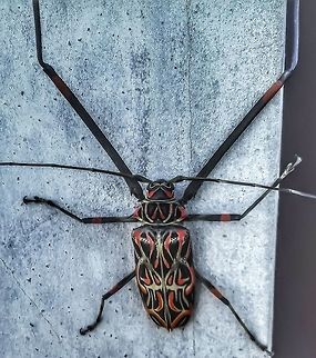 Acrocinus longimanus - Giant Harlequin Beetle (Linnaeus, 1758) Coleoptera: Polyphaga: Cucujiformia: Chrysomeloidea: Cerambycidae: Lamiinae: Acrocinini

Size/Tamanho (body, frontal legs are often double or more the body size / corpo, as patas frontais são geralmente o dobro ou mais do tamanho do corpo): ~8cm-9cm.

Sex: ♂

Both videos below are mine.

Video 1: https://youtu.be/2QC9YAB-rlg
Video 2: https://youtu.be/aR5PvzVfM0U

VERSÃO EM PORTUGUÊS:

Outros nomes: Besouro-da-Figueira; Broca-da-Jaqueira; Arlequim; Arlequim-Grande

Esse besouro foi encontrado em um muro de uma casa em uma cidade de interior. Seus habitats naturais são normalmente florestas e áreas de mata; esse foi encontrado na cidade provavelmente graças à destruição dos habitats naturais causada pelo ser humano.

Esse impressionante e gigante besouro é um Acrocinus longimanus, um membro da ordem Coleoptera, subordem Polyphaga, infraordem Cucujiformia, superfamília Chrysomeloidea, família Cerambycidae, subfamília Lamiinae e tribo Acrocinini.

O tamanho do corpo desse besouro pode chegar a 9cm. As pernas próximas ao pronotro são geralmente o dobro ou mais do tamanho do corpo. O sujeito retratado é um macho.

São amplamente distribuídos no Brasil, onde suas larvas alimentam-se de Ficus sp. (ordem Rosales, família Moraceae e tribo Ficeae; "figo"), Artocarpus sp. (ordem Rosales, família Moraceae, subfamília Artocarpoidea e tribo Artocarpeae; "jaca") e algumas plantas silvestres como Coussapoa sp.. O nome popular "arlequim" do Acrocinus longimanus vem da coloração da criatura e da cabeça, pronotro e élitros ornamentados. As fêmeas produzem cerca de 160 óvulos; os ovos são ovipositados em troncos de árvores. O estágio pupa dos machos demora 10% a mais do que o estágio pupa das fêmeas. Os adultos alimentam-se da seiva de árvores.

Após depositar os ovos, o besouro adulto cava um sulco ao redor do ramo, que eventualmente morre e cai ao chão, onde as larvas irão se alimentar e se desenvolver. Ao emergirem, as larvas irão se alimentar do galho, até que o ciclo de crescimento se complete.

ENGLISH VERSION HERE:

This beetle was found on the wall outside a house in a backwater town. Their natural habitats are often forests and places with unadulterated vegetation; this one probably was found in a town due to the destruction caused by mankind.

This impressive, gigantic beetle is an Acrocinus longimanus, a member of the order Coleoptera, suborder Polyphaga, infraorder Cucujiformia, superfamily Chrysomeloidea, family Cerambycidae, subfamily Lamiinae and tribe Acrocinini.

This beetle's body size can reach 9cm. The legs are usually twice the size of the body or more. The subject portrayed is a male.

They are widely distributed in Brazil, where their larvae feed on Ficus sp. (order Rosales, family Moraceae and tribe Ficeae; "fig tree"), Artocarpus sp. (order Rosales, family Moraceae, subfamily Artocarpoidea and tribe Artocarpeae; "jackfruit") and a few wild plants such as Coussapoa sp.. The popular name of Acrocinus longimanus "harlequin beetle" comes from the creature's coloring and ornamented head, pronotrum and elytra. Females produce around 160 ovules; the eggs are oviposited on tree trunks. Males' pupae take 10% longer than females'. Adults feed on the sap of trees.

After laying the eggs, the adult beetle carves a deep incision around the branch, which proceeds to die and fall on the ground, where the larvae will feed and develop. Upon emergence, the larvae will feed on the log, until the growth cycle is complete.

Fontes / Sources:

http://eol.org/pages/351109/names?all=1

https://pt.wikipedia.org/wiki/Besouro-da-figueira Acrocinini,Acrocinus longimanus,Arlequim,Arlequim-Grande,Beetles,Benedito Novo,Besouro-da-Figueira,Brasil,Brazil,Brazilian Beetles,Brazilian Coleoptera,Broca-da-Jaqueira,Cerambycid,Cerambycídeo,Chrysomeloidea,Coleoptera,Cucujiformia,Family Cerambycidae,Geotagged,Giant Harlequin