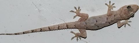 Hemidactylus mabouia - Tropical House Gecko / Lagartixa-Doméstica-Tropical (Moreau  De Jonnès, 1818) Reptilia: Squamata: Sauria: Gekkota: Gekkonidae: Gekkoninae

VERSÃO EM PORTUGUÊS AQUI: http://www.projectnoah.org/spottings/892339540

Date: 27th of October, 2017 at 07:53:00pm.

Hemidactylus mabouia belongs in the class Reptilia, order Squamata, suborder Sauria, infraorder Gekkota, family Gekkonidae and subfamily Gekkoninae. I do not know which tribe they belong to or even if they do belong to one. From what I saw, it's a domain that constantly suffers change, and I'm not sure if the Hemidactylus has been established into a fixed tribe for now.

The etymology of the genus name is based on the split lamella of the fingers and toes, where "Hemi" means "half", and "dactylos" (Greek) refers to the lamella under the fingers.

They can measure up to 12,7cm and generally weight around 4,6g-5g. The eyes of Hemidactylus mabouia are adapted to the nocturnal hours. The large eyes provide them with a means to detect prey in places with low lighting. Further adaptations include a camouflage mechanism where the Hemidactylus mabouia can slowly change its coloring from grey (almost white) to a light brown, to a darker brown. They prey many crawling and flying insects that come out at night and have learned to wait near light sources to catch prey drawn by the light. They can feed on a large amount of creatures, including Arachnids (which includes scorpions), Blattodeans, Lepidopterans, Isopods, Coleopterans, Myriapods, Orthopterans, other geckos and so on; special mention goes to Blattodeans and Orthopterans. They are natural to Africa but were accidentally introduced to almost all of America.

They are slender with a flat head which is wider than the neck. Their body are mostly covered in black or brown bands but they can change their coloring based on the temperature and light. They possess dorsal scales. The surfaces of the toes possess lamellae, tiny spike-like scales that help the species grip onto surfaces.

The eggs are small, white and calcified, preventing the loss of water. The eggs are soft and sticky which allows them to be placed on surfaces that are hard for predators to reach. Juveniles usually stay close together to shelter on low ground and crevices. Gamble (2010) states that the Hemidactylus mabouia are thought to have temperature-dependent sex determination due to the lack of sex chromosomes that are heteromorphic. Females can sperm-storage.

They can vocalize. The males use chirping signals and pheromones to attract the females. When approached by females, the males will arch their backs and flick their tongues. Females will show receptiveness to the calling of the males if interested. Two eggs are usually produced and the incubation period lasts from 22-68 days with an average of 56 days. The males provide no parental care. Females wave their tails more often than the males.

They are arboreal and fairly sedentary. The males communicate by using chirps with varying frequencies, some of which are specific during fights between males. Other methods of communication include chemosignals or pheromones, which can be used as territory marking, signaling dominance or to attract females.

They are preyed by many animals including birds, snakes, dogs, cats and spiders. Anti-predation techniques include vibrating their tails to distract the predator by drawing attention to the tail. They can also drop their tails to escape from danger; the tail will eventually regenerate.

Many Cestodes, Protozoans, Acanthocephalans, Nematodes and Pentastomids are parasites of Hemidactylus mabouia. The mite Geckobia tasmani is also known to parasitize the Hemidactylus mabouia. In Brazil they are erroneously thought to be venomous, being attributed the name "viper" by some - they are neither venomous nor poisonous.

Sources:

https://animaldiversity.org/accounts/Hemidactylus_mabouia/

http://reptile-database.reptarium.cz/species?genus=Hemidactylus&species=mabouia

https://pt.wikipedia.org/wiki/Lagartixa-doméstica-tropical

http://repositorio.unb.br/bitstream/10482/24294/1/2017_FênixPortoPontes.pdf

https://en.wikipedia.org/wiki/Tropical_house_gecko

http://zoologia2013.blogspot.com/2013/12/lagartixa-domestica-tropical.html

http://www.locus.ufv.br/handle/123456789/2335

http://www.scielo.br/scielo.php?script=sci_arttext&pid=S1984-46702011000600007 América do Sul,Animal Kingdom,Animalia,Benedito Novo,Brasil,Brazil,Gekkonidae,Gekkoninae,Gekkota,Hemidactylus mabouia,Herpetologia,Herpetology,Neotropical,Neotropical Gecko,Reptile,Reptiles,Reptilia,Reptilian,Répteis,Réptil