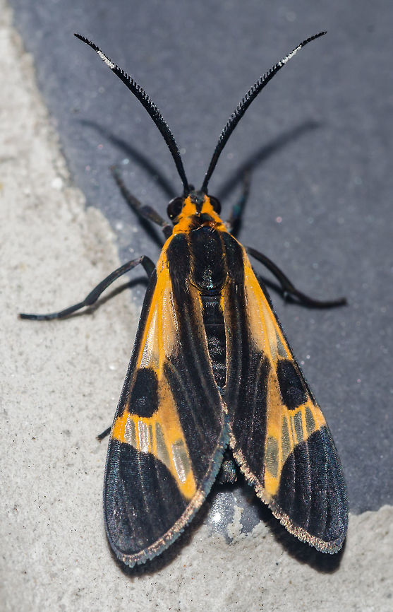 Dycladia sp. - Dycladia Moth (Felder, 1874) Lepidoptera: Bombycina: Noctuoidea: Erebidae: Arctiinae: Arctiini<br />
<br />
VERS&Atilde;O EM PORTUGU&Ecirc;S:<br />
<br />
Dycladia &eacute; um g&ecirc;nero de mariposas da ordem Lepidoptera, subdivis&atilde;o Bombycina, superfam&iacute;lia Noctuoidea, fam&iacute;lia Erebidae, subfam&iacute;lia Arctiinae e tribo Arctiini que mimetizam os besouros rendados da fam&iacute;lia Lycidae e alguns Hymen&oacute;pteros. Esse curioso e evolu&iacute;do mecanismo de defesa &eacute; utilizado para evitarem predadores; o prov&aacute;vel motivo &eacute; atribu&iacute;do ao mal gosto de besouros Lyc&iacute;deos, que predadores tendem a evitar e, no caso das que mimetizam Hymen&oacute;pteros (particularmente da subordem Symphyta), atribu&iacute;do &agrave; suas naturezas potencialmente perigosas. Lagartas Arcti&iacute;neas geralmente se alimentam de uma grande variedade de graminhas, arbustos, ervas e plantas em geral, sendo polifit&oacute;fagas, mas desconhe&ccedil;o a alimenta&ccedil;&atilde;o dos adultos e das larvas de Dycladia. Esp&eacute;cies dos g&ecirc;neros Correbia e Correbidia tamb&eacute;m mimetizam besouros Lyc&iacute;deos, particularmente Colobothea. Mais informa&ccedil;&otilde;es ser&atilde;o apreciadas, pois h&aacute; pouca informa&ccedil;&atilde;o sobre esse g&ecirc;nero na Internet. No come&ccedil;o, achei que fosse uma Dycladia lucetius mas mudei de opini&atilde;o. A envergadura alar desse indiv&iacute;duo era de aproximadamente 2,5cm, mas esta informa&ccedil;&atilde;o &eacute; duvidosa.<br />
<br />
O sujeito retratado foi encontrado no 16&ordm; andar em habitat urbano.<br />
<br />
Fonte: <a href="http://www.ufrrj.br/institutos/ib/ento/tomo06.pdf" rel="nofollow">http://www.ufrrj.br/institutos/ib/ento/tomo06.pdf</a> (P&aacute;g. 239)<br />
<br />
Data: 13 de Abril, 2018 &agrave;s 20:12:20<br />
<br />
VERS&Atilde;O EM INGL&Ecirc;S:<br />
<br />
Dycladia is a genus of moths in the order Lepidoptera, subdivision Bombycina, superfamily Noctuoidea, family Erebidae, subfamily Arctiinae and tribe Arctiini that mimic net-winged beetles of the family Lycidae and some Hymenopterans. This curious characteristic is an evolved defensive mechanism to ward off predators; the reason to this is most likely attributed to the foul taste of Lycid beetles, which predators most often avoid and, in the case of the ones that mimetize Hymenopterans (particularly in the suborder Symphyta), attributed to their potentially dangerous nature. Arctiine caterpillars generally feed on a wide variety of grasses, shrubs, herbs and plants in general, being polyphytophagous, but I'm unsure of the feeding habits of both the adult and the larvae of Dycladia. Species of the genera Correbia and Correbidia also mimetize Lycid beetles, particularly Colobothea. There is not much information on them available in the Internet, if you know more please tell me. At first I thought this was Dycladia lucetius but I changed my mind. The wingspan of this individual was of approximately 2,5cm, but this is doubtful.<br />
 <br />
The subject portrayed was found on the 16th floor of a flat in an urban habitat.<br />
<br />
Source: <a href="http://www.ufrrj.br/institutos/ib/ento/tomo06.pdf" rel="nofollow">http://www.ufrrj.br/institutos/ib/ento/tomo06.pdf</a> (P&aacute;g. 239)<br />
<br />
Date: 13th of April, 2018 at 08:12:20pm<br />
<br />
OUTRA FOTO / OTHER PICTURE: <figure class="photo"><a href="https://www.jungledragon.com/image/59759/dycladia_sp._-_dycladia_moth_mariposa-dycladia_felder_1874.html" title="Dycladia sp. - Dycladia Moth / Mariposa-Dycladia (Felder, 1874)"><img src="https://s3.amazonaws.com/media.jungledragon.com/images/3305/59759_thumb.jpg?AWSAccessKeyId=05GMT0V3GWVNE7GGM1R2&Expires=1770854410&Signature=bGBWUYkgBeD8nL%2B1bqdf75bSuEA%3D" width="200" height="164" alt="Dycladia sp. - Dycladia Moth / Mariposa-Dycladia (Felder, 1874) Lepidoptera: Bombycina: Noctuoidea: Erebidae: Arctiinae: Arctiini<br />
<br />
Full post here / Post completo aqui: https://www.jungledragon.com/image/59758<br />
<br />
Date / Data: 13th of April, 2018 at 08:12:54pm / 13 de Abril, 2018 &agrave;s 20:12:54 Am&eacute;rica do Sul,Animalia,Arctiinae,Arctiini,Arthropoda,Arthropods,Brazil,Cear&aacute;,Clearwing moths,Dycladia,Dycladia lucetius,Dycladia moth,Erebid moth,Fortaleza,Insecta,Insects,Lepidoptera,Mariposas Neotropicais,Moth,Neotropical" /></a></figure> Am&eacute;rica do Sul,Animalia,Arctiinae,Arctiini,Arthropoda,Arthropods,Brazil,Cear&aacute;,Clearwing moths,Dycladia,Dycladia lucetius,Dycladia moth,Erebid moth,Fortaleza,Insecta,Insects,Lepidoptera,Mariposas Neotropicais,Moth,Neotropical