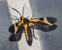 Dycladia sp. - Dycladia Moth / Mariposa-Dycladia (Felder, 1874) Lepidoptera: Bombycina: Noctuoidea: Erebidae: Arctiinae: Arctiini<br />
<br />
Full post here / Post completo aqui: https://www.jungledragon.com/image/59758<br />
<br />
Date / Data: 13th of April, 2018 at 08:12:54pm / 13 de Abril, 2018 &agrave;s 20:12:54 Am&eacute;rica do Sul,Animalia,Arctiinae,Arctiini,Arthropoda,Arthropods,Brazil,Cear&aacute;,Clearwing moths,Dycladia,Dycladia lucetius,Dycladia moth,Erebid moth,Fortaleza,Insecta,Insects,Lepidoptera,Mariposas Neotropicais,Moth,Neotropical