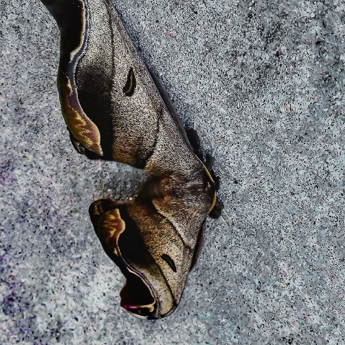 Caio Romulus Lepidoptera: Bombycina: Bombycoidea: Saturniidae (non-officially Dysdaemoniidae / n&atilde;o-oficialmente Dysdaemoniidae): Arsenurinae: Arsenurini<br />
<br />
Hora/Hour: 10:24:36am.<br />
<br />
VERS&Atilde;O EM PORTUGU&Ecirc;S:<br />
<br />
Foto antiga de celular, postando pelo registro entomol&oacute;gico.<br />
<br />
Arsenurinae s&atilde;o mariposas exclusivamente neotropicais, nomeadas pela primeira vez por Jordan em 1922. Travassos &amp; Noronha (1968) descreveram a nova fam&iacute;lia Dysdaemoniidae, que inclui os g&ecirc;neros Caio, Dysdaemonia, Titaea e Paradaemonia dados os espor&otilde;es medianos das asas anteriores, mas a fam&iacute;lia n&atilde;o &eacute; utilizada pela maioria dos autores. Atualmente s&atilde;o consideradas, oficialmente, membros da fam&iacute;lia Saturniidae at&eacute; segunda ordem.<br />
<br />
Arsenurinae s&atilde;o GERALMENTE restritas &agrave; tons de marrom, cinza, creme e laranja-enferrujado. As asas anteriores COSTUMAM possuir extens&otilde;es, especialmente nos machos. H&aacute; tamb&eacute;m a presen&ccedil;a de um tufo de pelos em ambos os lados do primeiro segmento abdominal, na linha espiracular. As antenas, vena&ccedil;&otilde;es alares e genit&aacute;lias variam neste grupo. A mand&iacute;bula na genital de algumas esp&eacute;cies de Caio est&atilde;o presentes como curtos bra&ccedil;os laterais conectados por uma chapa. &Eacute; sabido que algumas esp&eacute;cies de Caio se alimentam de Bombacaceae, mas tamb&eacute;m &eacute; sabido que Arsenur&iacute;neos costumam ser pol&iacute;fagos.<br />
<br />
Rela&ccedil;&otilde;es filogen&eacute;ticas de Arsenurinae s&atilde;o muito pouco entendidas. Indo abaixo do n&iacute;vel de g&ecirc;nero, &eacute; aparente que Caio romulus representa um grupo-irm&atilde;o dos membros do g&ecirc;nero ao norte. Em algum ponto do passado, Caio foi separado nos componentes Mexicanos (ou Guiano-Amaz&ocirc;nicos) e Brasileiros ao sul, sendo que o primeiro acabou especiando e dispersando-se.<br />
<br />
Os adultos s&atilde;o geralmente muito grandes. Arsenurinae e Ceratocampinae s&atilde;o as subfam&iacute;lias mais plesiom&oacute;rficas de Saturniidae. As larvas de Caio s&atilde;o normalmente glabras, de apar&ecirc;ncia forte e possuem um integumento granuloso. A envergadura das asas de Caio romulus &eacute; de aproximadamente 12cm, sendo que esta informa&ccedil;&atilde;o necessita de confirma&ccedil;&atilde;o. Essa mariposa foi achada em habitat suburbano.<br />
<br />
Fontes:<br />
<br />
1 - <a href="https://www.researchgate.net/publication/259308539_Cladistic_Analysis_Of_The_Subfamily_Arsenurinae_Lepidoptera_Saturniidae_Based_On_Adult_Morphology" rel="nofollow">https://www.researchgate.net/publication/259308539_Cladistic_Analysis_Of_The_Subfamily_Arsenurinae_Lepidoptera_Saturniidae_Based_On_Adult_Morphology</a><br />
<br />
2 - <a href="http://images.peabody.yale.edu/lepsoc/jls/1990s/1993/1993-47(3)211-Peigler.pdf" rel="nofollow">http://images.peabody.yale.edu/lepsoc/jls/1990s/1993/1993-47(3)211-Peigler.pdf</a><br />
<br />
ENGLISH VERSION HERE:<br />
<br />
Old cellphone picture, posting for the entomological register.<br />
<br />
Arsenurinae are exclusively neotropical moths, which was first named by Jordan in 1922. Travassos &amp; Noronha (1968) described the new family Dysdaemoniidae, which includes the genera Caio, Dysdaemonia, Titaea and Paradaemonia given the median spurs of the hind legs, but the family is not used by most of the authors. Currently, they are allocated, officially, into the family Saturniidae until further notice.<br />
<br />
The hind wings of Arsenurines usually possess extensions, especially on males. There is also a presence of a hair tuft on both sides of the first abdominal segment, at the spiracular line. The antennae, wing venation and genitalia vary in this group. The gnathos of the genital of a few species of Caio are present as short lateral arms connected by a plate. A few species of Caio are known to feed on Bombacaceae, but Arsenurines are also known to be polyphagous.<br />
<br />
Arsenurinae's phylogenetic relationships are poorly understood. Going lower than the genus level, it is apparent that Caio romulus represents a sister-group of the northern members of the genus. Somewhere in the past, Caio was separated into the Mexican (or Guiano-Amazonian) and Southern Brazilian components, with the former speciating and dispersing.<br />
<br />
Their coloration is usually restricted to brown, gray, cream and dull orange tones. The adults are usually very large. Arsenurinae and Ceratocampinae are the most plesiomorphic subfamilies of Saturniidae. The larvae of Caio are usually stout, glabrous, with a granulose integument. The wingspan of Caio romulus was of approximately 12cm, but this information requires confirmation. This moth was found in a suburban habitat.<br />
<br />
Sources:<br />
<br />
1 - <a href="https://www.researchgate.net/publication/259308539_Cladistic_Analysis_Of_The_Subfamily_Arsenurinae_Lepidoptera_Saturniidae_Based_On_Adult_Morphology" rel="nofollow">https://www.researchgate.net/publication/259308539_Cladistic_Analysis_Of_The_Subfamily_Arsenurinae_Lepidoptera_Saturniidae_Based_On_Adult_Morphology</a><br />
<br />
2 - <a href="http://images.peabody.yale.edu/lepsoc/jls/1990s/1993/1993-47(3)211-Peigler.pdf" rel="nofollow">http://images.peabody.yale.edu/lepsoc/jls/1990s/1993/1993-47(3)211-Peigler.pdf</a>  Am&eacute;rica do Sul,Arsenurinae,Arsenurine moth,Arsenurini,Benedito Novo,Bombycoidea,Brazil,Caio,Caio romulus,Caio sp,Dysdaemoniidae,Insecta,Insects,Lepidoptera,Mariposas Neotropicais,Moth,Neotropical,Neotropical Moths,Santa Catarina,Saturniid moth