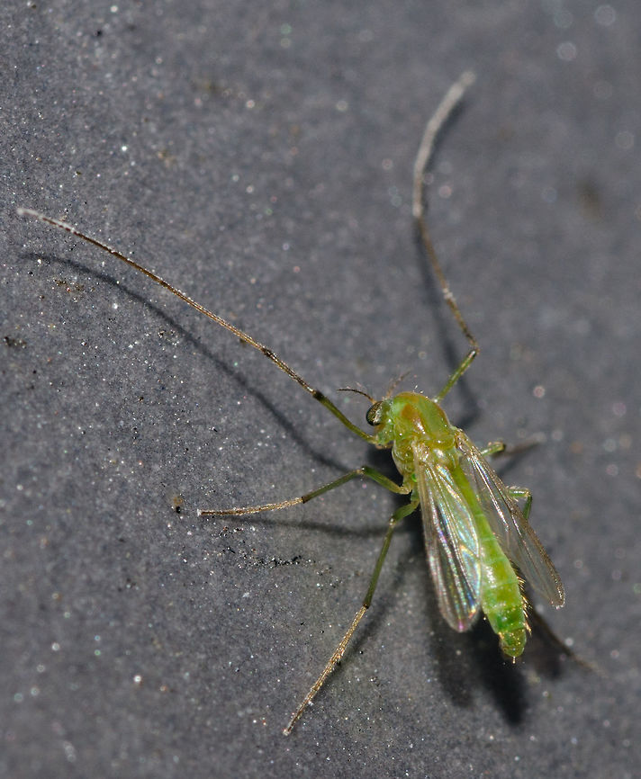 Unidentified - Requires an ID Diptera: Nematocera: Culicomorpha: Chironomoidea: Chironomidae: ???<br />
<br />
Definitely a member of the order Diptera, suborder Nematocera, infraorder Culicomorpha, superfamily Chironomoidea and family Chironomidae. Beyond here are dangerous grounds. Chironominae as a subfamily is the most probable bet, and I'm almost willing to place my hand in the fire on this. Cesar of Insetologia thinks the same. The fauna of Chironomids of Cear&aacute; in Brazil are very little studied as shown in the link gifted by Cesar: <a href="https://sites.google.com/site/brazilianchironomids/checklist-brazil/ceara" rel="nofollow">https://sites.google.com/site/brazilianchironomids/checklist-brazil/ceara</a><br />
<br />
Guessing by the fauna of S&atilde;o Paulo, courtesy of Cesar (<a href="https://sites.google.com/site/brazilianchironomids/checklist-brazil/sao-paulo)#!#, we have something in or close to the genus Axarus (Roback, 1890) based on the other species of the genus (#!#http://www.pbase.com/tmurray74/image/107284264)" rel="nofollow">https://sites.google.com/site/brazilianchironomids/checklist-brazil/sao-paulo)#!#, we have something in or close to the genus Axarus (Roback, 1890) based on the other species of the genus (#!#http://www.pbase.com/tmurray74/image/107284264)</a>. So, if we would risk and risk again, Chironomini would be the most probable tribe and the genus Axarus looks close to the individual portrayed.<br />
<br />
These are all conjectures with no certainties. Perhaps, though, this will aid in finding the true identity in the future. For now, this will be left as unidentified until further notice. Here is the article on Insetologia: <a href="http://www.insetologia.com.br/2018/05/mosquito-quironomideo-no-ceara.html" rel="nofollow">http://www.insetologia.com.br/2018/05/mosquito-quironomideo-no-ceara.html</a><br />
<br />
As I mentioned in the text in the website above, Pseudochironomini and Tanytarsini also left me in doubt. So there are no guarantees below family level, although there are even less guarantees below subfamily level. For now, I believe the subfamily is correct but will also leave it as doubtful.<br />
<br />
Chironomids do not bite. They lack the mouthparts and wing scales of the Culicids.<br />
<br />
The subject portrayed is a female, as can be noted from the lack of plumose antennae, which males possess, and had a body length of approximately 2mm. Chironomids are also poorly known as they are incredibly difficult to identify, with some species being identifiable through cytogenetic analysis of the polytene chromosomes.<br />
<br />
Their importance on pollination is discussed. But the proteins and other nutrients in the pollen, in comparison to nectar, might contribute to the success of the females' reproductive capacities. Both the larvae and the pupae are important food to many fishes and many other aquatic organisms. These aquatic organisms include Hemipterans in the families Nepidae, Notonectidae and Corixidae in their aquatic phases. Water beetles in Dytiscidae and Hydrophillidae, birds, bats, Odonata and Empidids also feed on them. They are important bioindicators of the presence or absence of pollutants. This is due to them being more tolerant to polluted water and are often one of the few organisms encountered in such situations. The larvae of a few genera of Chironomids possess hemoglobin, which fixates the oxygen in the water with ease and allows the larvae to stay more time submerged.<br />
<br />
Source:<br />
<br />
<a href="https://en.wikipedia.org/wiki/Chironomidae" rel="nofollow">https://en.wikipedia.org/wiki/Chironomidae</a><br />
<br />
<a href="http://eol.org/pages/482/overview" rel="nofollow">http://eol.org/pages/482/overview</a><br />
<br />
Date: 30th of March, 2018 at 09:39:58pm.<br />
Location: Brazil, Cear&aacute;, Fortaleza (Lat: -3.75, Long: -38.51, 16th floor of a flat) Am&eacute;rica do Sul,Animalia,Arthropoda,Arthropods,Brazil,Brazilian flies,Brazilian midges,Chironomid,Chironomid midge,Chironomidae,Chironominae,Chironomini,Chironomoidea,Chironom&iacute;deo,Culicomorpha,Diptera,Fly,Geotagged,Green,Green Midge