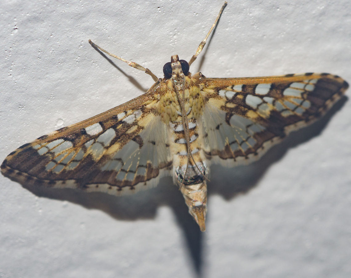 Samea cf. ecclesialis - Assembly Moth / Stained-Glass Moth (Guenée, 1854) Lepidoptera: Obtectomera: Pyraloidea: Crambidae: Spilomelinae: Spilomelini<br />
<br />
Date: 7th of April, 2018 at 06:51:24pm.<br />
<br />
Samea is a genus of moths in the order Lepidoptera, subdivision Obtectomera, superfamily Pyraloidea, family Crambidae, subfamily Spilomelinae and tribe Spilomelini.<br />
<br />
At first I believed this was going to be a tough identification, and later, I confirmed it. I already knew of the existence of two very similar genera: Samea and Sameodes. I put pictures of various specimens of Sameodes and Samea side by side and carefully compared and examined patterns, markings and the overall physionomy of the abdomen, wings, antennae, thorax and head. Even with so many coincidences between the two genera, I could track some differences between both, one of which was the medial brownish line crossing the hindwings near the third abdominal segment that looked much more like those in Samea than those in Sameodes.<br />
<br />
There is plenty of confusion as to the correct identity of these moths. For such an extense genus, when you search in Google, almost all identifications of the Samea lead to Samea ecclesialis and after a quick search I could note that many of those identifications can be wrong. On the 12th of November, 2015, a moth picture was submitted to BugGuide, sponsored by Iowa State University Department of Entomology, where the species was described as Samea ecclesialis and stated that it could be differentiated from Samea multiplicalis by the black sections of the wing fringes. On the same day, another contributor said that males possess abdominal tufts on the fifth abdominal segment. Both of these informations match with my specimen. Males can be distinguished from females by the presence of the tuft on the fifth abdominal segment, the thickness of the medial line on the hindwings (thicker in females),  the presence of two rows of white spots near the outer margin in the females&#039; hindwings and the size of the white markings on the forewings; males possess less extensive brown areas between patches, these being larger than the females&#039;. Take a look at this female Samea ecclesialis picture: <a href="https://bugguide.net/images/cache/CLX/ZVL/CLXZVLMZPLPRDZQRZH2RSH6RZH4RVLIZHHXZRHERTLSZSHXZALIZTLIZ0H2R0H8RDLERZH6R3Z0ROZLZNLJLULMRUL.jpg" rel="nofollow">https://bugguide.net/images/cache/CLX/ZVL/CLXZVLMZPLPRDZQRZH2RSH6RZH4RVLIZHHXZRHERTLSZSHXZALIZTLIZ0H2R0H8RDLERZH6R3Z0ROZLZNLJLULMRUL.jpg</a><br />
<br />
Based on the picture above, take a look at the numbers and this text quoted right from BugGuide to differentiate a S. ecclesialis from a S. multiplicalis:<br />
<br />
&quot;1. Samea ecclesialis always has a dark &quot;spike&quot; in the FW fringe that creates a darkened arrow-like shape at the FW tornus.<br />
<br />
2. This is topped by a pale section of fringe (going toward the apex)...<br />
<br />
3. ...Followed by a conspicuous darkened area of the fringe midway along the margin.<br />
<br />
4. Now the pale spot in the median area can be a little more difficult, but generally in S. ecclesialis, the pale spot is evenly divided by the vertical black line, whereas in S. multiplicalis, the black line is more to the distal side, dividing the pale median spot unevenly with the large portion basally, and the smaller portion distally.<br />
<br />
...The fringe pattern and pale median spot are the only two characteristics that have thus far been 100% supported by DNA identified specimens.&quot; (<a href="https://bugguide.net/node/view/710682)" rel="nofollow">https://bugguide.net/node/view/710682)</a><br />
<br />
To reinforce, the forewings of S. multiplicalis possess an evenly-spaced checkered fringe, while the S. ecclesialis&#039; forewings&#039; fringe is blurred in the middle. The windows of the forewings of S. ecclesialis are roughly arrayed in three bands. In the median band, the window nearer the anterior margin of the wing is roughly square and the posterior window is divided in three sections.<br />
<br />
Now, take a look at these images of S. multiplicalis and compare to the picture with the numbers that I provided before:<br />
<br />
1 - <a href="https://bugguide.net/node/view/689733" rel="nofollow">https://bugguide.net/node/view/689733</a><br />
2 - <a href="https://bugguide.net/node/view/448552" rel="nofollow">https://bugguide.net/node/view/448552</a><br />
3 - <a href="https://bugguide.net/node/view/357561" rel="nofollow">https://bugguide.net/node/view/357561</a><br />
<br />
If you look carefully at my specimen, you can clearly see that the medial line drawn across the hindwings near the third abdominal segment is a little wiped out, possibly due to wear, further reinforcing the possibility of this being a Samea sp. instead of a Sameodes sp. after looking at the picture in this link and comparing: <a href="http://www.susanleachsnyder.com/GopherTortoisePreserve/InsectOrderLepidoptera.html#Assemb" rel="nofollow">http://www.susanleachsnyder.com/GopherTortoisePreserve/InsectOrderLepidoptera.html#Assemb</a><br />
<br />
However, looking at the lack of exceptional pictures for Samea calonalis, Samea obliteralis, Samea similalis and Samea sylvialis, all confirmed for Brazil, combined with my uncertainty on the distribution of the other members of the genus, I&#039;ll leave the species as a potential - but not guaranteed - identification. Samea multiplicalis can also be found in Brazil, but this is not one. According to BugGuide, Samea ecclesialis is synonymized with S. castellalis (Guen&eacute;e, 1854), S. luccusalis (Walker, 1859) and S. disertalis (Walker, [1866]) with a phylogenetic sequence &quot;#154050&quot; and Hodges Number &quot;5150&quot;.<br />
<br />
The specimen in my picture is a male. Take a look at the male-female comparison for a better understanding: <a href="http://www.mbarnes.force9.co.uk/jamaicamoths/images9/samecc.htm" rel="nofollow">http://www.mbarnes.force9.co.uk/jamaicamoths/images9/samecc.htm</a><br />
<br />
The wingspan of this individual was of approximately 18mm. The wingspan of females is of approximately 20mm.<br />
<br />
The male genitalia has one fibula on each valva, and the uncus is apically divided into two setose pads. The dorsal margin of the valva is obtusely angulate. The signum of the female genitalia (which the S. multiplicalis lacks) is a pair of toothed sclerites arrayed transversely in the corpus bursae. This shape is shared only with S. druchachalis.<br />
<br />
The eggs are flattened and scale-like, laid singly or in small groups. The last instar larvae have a length of approximately 18-20mm. You can check the description of the larva here: <a href="http://entnemdept.ufl.edu/creatures/MISC/MOTHS/stained-glass_moth.htm" rel="nofollow">http://entnemdept.ufl.edu/creatures/MISC/MOTHS/stained-glass_moth.htm</a><br />
<br />
This is a picture of the pupa: <a href="http://entnemdept.ufl.edu/creatures/MISC/MOTHS/Stained-glass11.jpg" rel="nofollow">http://entnemdept.ufl.edu/creatures/MISC/MOTHS/Stained-glass11.jpg</a><br />
<br />
The larvae of Samea ecclesialis are known to feed on Richardia brasiliensis. The egg-adult process takes about one month. The larvae spin a white silken shelter among leaves for pupation.<br />
<br />
All sources are in the text. Animalia,Arthropoda,Arthropods,Assembly Moth,Brazil,Ceará,Crambid Moth,Crambidae,Fortaleza,Insecta,Insects,Lepidoptera,Lepidopterologia,Lepidopterology,Mariposas Neotropicais,Moth,Neotropical,Neotropical Moths,Pyraloidea,Samea