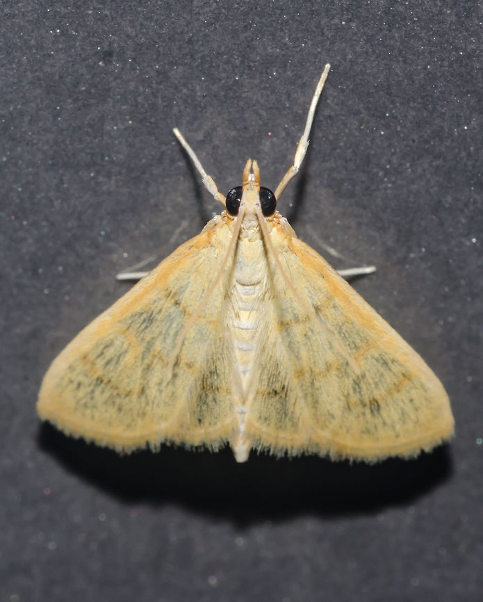 Unidentified - Requires an ID Lepidoptera: Obtectomera: Pyraloidea: Crambidae: ???<br />
<br />
Unknown to me. I asked for help and got multiple conflicting answers which just led to more confusion, but with a light at the end of the tunnel. Liberty Turtera suggested the possibility of this being a Patania silicalis (synonymized as Pleuroptya silicalis) and I really can't discard this suggestion. Then, Victor Olavo Diniz Correia suggested the possibility of this being a Loxomorpha sp. and, after brief research, I could find only one species, Loxomorpha cambogialis, distributed in Brazil according to the genus Wikipedia article (en.wikipedia.org/wiki/Loxomorpha) and seems to match with this specimen: <a href="http://www.discoverlife.org/IM/I_MPG/0120/320/Loxomorpha_cambogialis,I_MPG12071.jpg" rel="nofollow">http://www.discoverlife.org/IM/I_MPG/0120/320/Loxomorpha_cambogialis,I_MPG12071.jpg</a><br />
<br />
I do not know how reliable the Wikipedia article is, but based on the date it was last edited, it was, at the very least, recent. But it is widely known that the full distribution of moths is doubtful. As such, I cannot discard Loxomorpha as a possible bet. So far, both Loxomorpha and Patania silicalis belong in the order Lepidoptera, suborder Obtectomera, superfamily Pyraloidea, family Crambidae, subfamily Spilomelinae and tribe Spilomelini.<br />
<br />
Then I received word from André Poremski that this could be a Hahncappsia mancalis but he stated that he does not know the distribution of this moth. The Wikipedia article for this genus shows that the genus is mostly concentrated in North America and Central America, but I could find two matches for Brazil: Hahncappsia ramsdenalis (Schaus, 1920) (source in the comments) and Hahncappsia lautalis (Lederer, 1863) (source in the comments). I could find no pictures of Hahncappsia lautalis and only one picture of H. ramsdenalis which does not help much: <a href="http://v3.boldsystems.org/pics/_w300/SAPYR/CNCLEP00075329+1290409956.jpg" rel="nofollow">http://v3.boldsystems.org/pics/_w300/SAPYR/CNCLEP00075329+1290409956.jpg</a><br />
<br />
Further confusion comes from the subdivisions in which Hahncappsia are included in. I couldn't find truly reliable answers, but they were cited for the subfamily Pyraustinae and tribe Pyraustini of the Crambids. The genus Hahncappsia does look like my specimen, just like Loxomorpha and Patania (synonymized as Pleuroptya), and it goes beyond my abilities to find the truth in this confusing specimen. For now, the identification to this moth will be, frustratingly, left on the family Crambidae. Further informations will be appreciated and credited.<br />
<br />
<a href="https://en.wikipedia.org/wiki/Hahncappsia_lautalis" rel="nofollow">https://en.wikipedia.org/wiki/Hahncappsia_lautalis</a><br />
<br />
<a href="https://en.wikipedia.org/wiki/Hahncappsia_ramsdenalis" rel="nofollow">https://en.wikipedia.org/wiki/Hahncappsia_ramsdenalis</a> América do Sul,Animal Kingdom,Animalia,Arthropoda,Arthropods,Brazil,Crambid Moth,Crambidae,Geotagged,Hahncappsia,Hahncappsia lautalis,Hahncappsia ramsdenalis,Lepidoptera,Lepidopterologia,Lepidopterology,Loxomorpha,Mariposas Neotropicais,Mariposas do Brasil,Moth,Neotropical