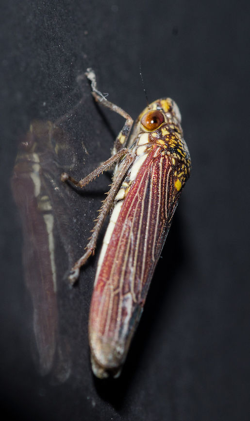 Tapajosa sp. - Cigarrinha-Tapajosa (Melichar, 1924a: 241) Hemiptera: Auchenorrhyncha: Cicadomorpha: Membracoidea: Cicadellidae: Cicadellinae: Proconiini<br />
<br />
Date: 13th of April, 2018 at 08:21:20pm. 16th floor of a flat, urban habitat.<br />
<br />
Full post here, same individual but with the dorsal view, possibly a female: <figure class="photo"><a href="https://www.jungledragon.com/image/60080/tapajosa_sp._-_cigarrinha-tapajosa_melichar_1924a_241.html" title="Tapajosa sp. - Cigarrinha-Tapajosa (Melichar, 1924a: 241)"><img src="https://s3.amazonaws.com/media.jungledragon.com/images/3305/60080_thumb.jpg?AWSAccessKeyId=05GMT0V3GWVNE7GGM1R2&Expires=1759968010&Signature=HjmDGn36tAXT5EviGaFZkWT7hmY%3D" width="118" height="152" alt="Tapajosa sp. - Cigarrinha-Tapajosa (Melichar, 1924a: 241) Hemiptera: Auchenorrhyncha: Cicadomorpha: Membracoidea: Cicadellidae: Cicadellinae: Proconiini<br />
<br />
Date: 13th of April, 2018 at 08:22:02pm.<br />
<br />
Lateral view of this same individual: https://www.jungledragon.com/image/60079/dsc_5201.html<br />
Dorsal view of a different individual that I also think is a female but with different intraspecific variations, belonging in the same species or another species in the same genus: <br />
<br />
https://www.jungledragon.com/image/60082/dsc_8007.html<br />
<br />
Dorsal view of what I think is a male belonging in the same species with minor intraspecific variations or another species in the same genus:<br />
<br />
https://www.jungledragon.com/image/60083/tapajosa_sp._-_cigarrinha-tapajosa_melichar_1924a_241.html<br />
<br />
Lateral view of the (supposedly) male above, same individual:<br />
<br />
https://www.jungledragon.com/image/60081/tapajosa_sp._-_cigarrinha-tapajosa_melichar_1924a_241.html<br />
<br />
Tapajosa is a genus of the order Hemiptera, suborder Auchenorrhyncha, infraorder Cicadomorpha, superfamily Membracoidea, family Cicadellidae, subfamily Cicadellinae and tribe Proconiini. They are of Neotropical distribution, and the minimum information available to me is that they can be found in Argentina, Bolivia, Brazil, Colombia, Ecuador and Venezuela according to Insectoid (http://insectoid.info/insecta/hemiptera/cicadellidae/tapajosa_genus/), but I'm not sure if this information is correct, lacking or wrong. I believe my specimen is either a Tapajosa fulvopunctata, a Tapajosa spinata or one of the species with no pictures in the Internet.<br />
<br />
In T. fulvopunctata, synonyms include:<br />
<br />
Tettigonia fulvopunctata (Signoret, 1854c: 484)<br />
Proconia fulvopunctata (Walker, 1858b: 229)<br />
Tapajosa fulvopunctata (Melichar, 1924a: 242)<br />
Tapajosa fulvopunctata var. concolor (Melichar, 1924a: 242)<br />
Oncometopia marginula (Osborn, 1926b:170)<br />
<br />
Apparently, there are other variations to this species as can be seen here: https://naturalhistory.museumwales.ac.uk/sharpshooters/browserecord.php?-recid=1053<br />
<br />
Now, I do not know if the "var. concolor" is being referred as a variation (like said) or a subspecies as the informations are scarce. The yellow spots depicted on my specimen seemed to differ a little from fulvopunctata but didn't match any other members of the genus with pictures available besides spinata with little modifications as well. This made me believe it is either a Tapajosa fulvopunctata or Tapajosa spinata with minor intraspecific variations (or different subspecies) or one of the species with no pictures, noted further down. Also, according to the links below, the members of this genus possess darker colors in males and lighter colors (including the yellow spots) in females, except for T. rubromarginata (which is not my specimen), so I'm inclined to believe my specimen is possibly a female, so long as the specimens in the links below portray the reality of a living specimen and not of a worn specimen.<br />
<br />
The host plants of T. fulvopunctata (which may reflect on the rest of the genus, at the very least partially) include Anacardium occidentale (Anacardiaceae) ("cashew"), Cordia goeldiana (Boraginaceae) ("freijo"), Enterolobium contortisiliguum (Fabaceae) ("earpod tree"), Pseudopiptadenia contorta (Fabaceae) ("angico"), Crocus sativus (Iridaceae) ("saffron"), Gossypium hirsutum (Malvaceae) ("cotton"), Psidium guajava (Myrtaceae) ("guava"), Zea mays (Poaceae) ("corn"), Lantana camara (Verbenaceae) ("lantana"), Vernonia condensata (Asteraceae) ("figatil" or "necroton") and possibly many more.<br />
<br />
They seem to show particular interest in Vernonia condensata (Asteraceae).<br />
<br />
The following species are supposedly present in this genus:<br />
<br />
Tapajosa doeringii (Berg, 1879d: 248)<br />
(https://naturalhistory.museumwales.ac.uk/sharpshooters/browserecord.php?-recid=1052)<br />
<br />
Tapajosa fulvopunctata (Signoret, 1854c: 484)<br />
(https://naturalhistory.museumwales.ac.uk/sharpshooters/browserecord.php?-recid=1053) - reminds me of my individual besides minor differences<br />
<br />
Tapajosa obscurior (Fowler, 1899)<br />
(couldn't find any pictures and I'm not sure if this is a valid species)<br />
<br />
Tapajosa ocellata (Osborn, 1926b: 169)<br />
(https://naturalhistory.museumwales.ac.uk/sharpshooters/browserecord.php?-recid=1054) - note that there are notable intraspecific variations here<br />
<br />
Tapajosa rubromarginata (Signoret, 1855d: 793)<br />
(https://naturalhistory.museumwales.ac.uk/sharpshooters/browserecord.php?-recid=1055) - females are darker here<br />
<br />
Tapajosa similis (Melichar, 1925)<br />
(couldn't find any pictures)<br />
<br />
Tapajosa spinata (Young, 1968)<br />
(https://upload.wikimedia.org/wikipedia/commons/4/4d/Tapajosa_spinata.jpg) - reminds me of my individual besides minor differences<br />
<br />
Tapajosa ulcerata (Signoret, 1854)<br />
(couldn't find any pictures, nor do I know if this is a valid species)<br />
<br />
Informations are scarce and I'm unaware if there are others.<br />
<br />
Genus details can be found here: http://takiya.speciesfile.org/taxahelp.a...<br />
<br />
I know this is confusing, but informations on this Hemipteran are confusing. In sum, my specimen might be a T. fulvopunctata, a T. spinata or one of the species with no pictures on the Internet.<br />
<br />
According to a study I will provide at the end of this paragraph, Tapajosa rubromarginata are vectors to Xylella fastidiosa, the Citrus Variegated Chlorosis (CVC) that affects plants. I could find absolutely nothing that could affirm other species of Tapajosa are vectors.<br />
<br />
https://www.researchgate.net/publication...<br />
<br />
About the Xylella fastidiosa: Diseases are often associated with evolution, and the CVC might potentially bring benefits to the species of plants affected in the future. I will quote a text from two sources I will provide below:<br />
<br />
"X. fastidiosa is primarily considered a plant pathogen, despite the fact that it successfully colonizes two very distinct hosts: plants and insect vectors. In fact, colonization of both hosts is required for dissemination of the bacterium in the landscape; it is unfortunate that most research has so far focused on plants as hosts, as insects are equally important. The economic importance of X. fastidiosa diseases also obscures the fact that it most likely evolved to be a harmless endophyte; the bacterium is capable of multiplying and moving within a wide host range but causes disease in very few hosts in a specific manner. Furthermore, work on its pathogenicity mechanisms led to the conclusion that X. fastidiosa regulates its gene expression in a cell density-dependent manner, essentially turning off its plant colonization machinery when in high density. This counterintuitive scenario is explained by the fact that traits necessary for insect colonization, and consequently plant-to-plant transmission, are only expressed at high cell densities. Because insect vectors discriminate against symptomatic plants, symptom expression is expected to decrease transmission rates, effectively reducing pathogen fitness and disease spread."<br />
<br />
https://nature.berkeley.edu/xylella/wp-content/uploads/2016/07/CVC_2014.pdf<br />
<br />
Second source:<br />
<br />
"Hosts can also evolve in response to infection in ways that influence virulence. The best observed examples of the host evolution in response to disease include studies of Australian rabbits and Myxoma virus, crickets and parasitoid flies, and bacteria and phages. Host strategies for combating infection can be grouped into two categories: host tolerance and host resistance (Boots et al. 2009). Host tolerance describes the ability of a host to tolerate infection with a pathogen by minimizing the damage done but without impeding replication or transmission of the pathogen. In contrast, host resistance strategies reduce the probability that a host is infected, reduce pathogen replication within the host, and/or increase the speed of pathogen clearance (recovery). Given that hosts would benefit from resisting infection, an outstanding question is, "Why aren't hosts more resistant to pathogens?" Potential explanations include: a trade-off between resistance traits and other fitness-related traits, pathogen evolution to evade or counter host resistance traits, and trade-offs among defenses aimed at different parasite types or strains (Schmid-Hempel, 2005). In contrast, traits that confer tolerance are frequently expected to evolve to fixation, assuming the benefits of these traits outweigh the costs.<br />
<br />
Host-parasite interactions, thus, can lead to co-evolutionary dynamics that can increase the genetic diversity of both hosts and pathogens through co-speciation events and genetic arms races. One process that can lead to co-evolutionary change is negative frequency-dependent selection, whereby multiple host and parasite genotypes exist and only some host-parasite combinations result in infection. Over time, the frequency of resistant genotypes in a population can be affected by, and feed back to, local parasite genotype dynamics. This has been illustrated by long-term studies of trematode parasites infecting freshwater snails in New Zealand (Lively & Dybdahl, 2000). This work also showed that high infection rates can ultimately favor host sexual reproduction as a strategy for generating novel host genotypes that may resist infection by common parasite clones."<br />
<br />
https://www.nature.com/scitable/knowledge/library/disease-ecology-15947677<br />
<br />
Natural habitats include crop fields and forests. All subjects found on the 16th floor of a flat in in an urban habitat. Animal Kingdom,Animalia,Arthropoda,Arthropods,Auchenorrhyncha,Brazil,Brazilian leafhopper,Bugs,CVC,Cicadellidae,Cicadellinae,Cicadomorpha,Insecta,Insects,Leafhopper,Oncometopia marginula,Proconia fulvopunctata,Proconiini,Sharpshooter,Sharpshooter Leafhopper" /></a></figure> Animal Kingdom,Animalia,Arthropoda,Arthropods,Auchenorrhyncha,Brazil,Brazilian leafhopper,Bugs,CVC,Cicadellidae,Cicadellinae,Cicadomorpha,Insecta,Insects,Leafhopper,Oncometopia marginula,Proconia fulvopunctata,Proconiini,Sharpshooter,Sharpshooter Leafhopper