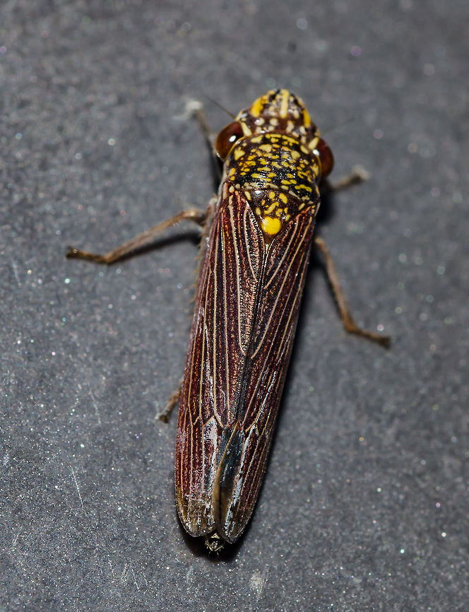 Tapajosa sp. - Cigarrinha-Tapajosa (Melichar, 1924a: 241) Hemiptera: Auchenorrhyncha: Cicadomorpha: Membracoidea: Cicadellidae: Cicadellinae: Proconiini<br />
<br />
Date: 13th of April, 2018 at 08:22:02pm.<br />
<br />
Lateral view of this same individual: <figure class="photo"><a href="https://www.jungledragon.com/image/60079/tapajosa_sp._-_cigarrinha-tapajosa_melichar_1924a_241.html" title="Tapajosa sp. - Cigarrinha-Tapajosa (Melichar, 1924a: 241)"><img src="https://s3.amazonaws.com/media.jungledragon.com/images/3305/60079_thumb.jpg?AWSAccessKeyId=05GMT0V3GWVNE7GGM1R2&Expires=1759968010&Signature=Rc6jPpz10ZkO9tZ3bzsZJMBA97o%3D" width="92" height="152" alt="Tapajosa sp. - Cigarrinha-Tapajosa (Melichar, 1924a: 241) Hemiptera: Auchenorrhyncha: Cicadomorpha: Membracoidea: Cicadellidae: Cicadellinae: Proconiini<br />
<br />
Date: 13th of April, 2018 at 08:21:20pm. 16th floor of a flat, urban habitat.<br />
<br />
Full post here, same individual but with the dorsal view, possibly a female: https://www.jungledragon.com/image/60080/tapajosa_sp._-_cigarrinha-tapajosa_melichar_1924a_241.html Animal Kingdom,Animalia,Arthropoda,Arthropods,Auchenorrhyncha,Brazil,Brazilian leafhopper,Bugs,CVC,Cicadellidae,Cicadellinae,Cicadomorpha,Insecta,Insects,Leafhopper,Oncometopia marginula,Proconia fulvopunctata,Proconiini,Sharpshooter,Sharpshooter Leafhopper" /></a></figure><br />
Dorsal view of a different individual that I also think is a female but with different intraspecific variations, belonging in the same species or another species in the same genus: <br />
<br />
<figure class="photo"><a href="https://www.jungledragon.com/image/60082/tapajosa_sp._-_cigarrinha-tapajosa_melichar_1924a_241.html" title="Tapajosa sp. - Cigarrinha-Tapajosa (Melichar, 1924a: 241)"><img src="https://s3.amazonaws.com/media.jungledragon.com/images/3305/60082_thumb.jpg?AWSAccessKeyId=05GMT0V3GWVNE7GGM1R2&Expires=1759968010&Signature=9jqe%2F%2Fdr9WkvYMujntZeO%2BlqzSc%3D" width="138" height="152" alt="Tapajosa sp. - Cigarrinha-Tapajosa (Melichar, 1924a: 241) Hemiptera: Auchenorrhyncha: Cicadomorpha: Membracoidea: Cicadellidae: Cicadellinae: Proconiini<br />
<br />
Date: 8th of May, 2018 at 11:03:16pm. 16th floor of a flat, urban habitat.<br />
<br />
Full post here of a different individual, belonging in the same species with intraspecific variations or another species in the same genus: https://www.jungledragon.com/image/60080/tapajosa_sp._-_cigarrinha-tapajosa_melichar_1924a_241.html Animal Kingdom,Animalia,Arthropoda,Arthropods,Auchenorrhyncha,Brazil,Brazilian leafhopper,Bugs,CVC,Cicadellidae,Cicadellinae,Cicadomorpha,Geotagged,Insecta,Insects,Leafhopper,Oncometopia marginula,Proconia fulvopunctata,Proconiini,Sharpshooter" /></a></figure><br />
<br />
Dorsal view of what I think is a male belonging in the same species with minor intraspecific variations or another species in the same genus:<br />
<br />
<figure class="photo"><a href="https://www.jungledragon.com/image/60083/tapajosa_sp._-_cigarrinha-tapajosa_melichar_1924a_241.html" title="Tapajosa sp. - Cigarrinha-Tapajosa (Melichar, 1924a: 241)"><img src="https://s3.amazonaws.com/media.jungledragon.com/images/3305/60083_thumb.jpg?AWSAccessKeyId=05GMT0V3GWVNE7GGM1R2&Expires=1759968010&Signature=IS1AiZvH%2B0%2Fzma5vydg732JYRLc%3D" width="86" height="152" alt="Tapajosa sp. - Cigarrinha-Tapajosa (Melichar, 1924a: 241) Hemiptera: Auchenorrhyncha: Cicadomorpha: Membracoidea: Cicadellidae: Cicadellinae: Proconiini<br />
<br />
Date: 12th of May, 2018 at 07:58:11pm. 16th floor of a flat, urban habitat.<br />
<br />
Full post in the following link. Dorsal view of what I believe is a male. I believe this is in the same species with intraspecific variations or another species in the same genus:<br />
https://www.jungledragon.com/image/60080/tapajosa_sp._-_cigarrinha-tapajosa_melichar_1924a_241.html<br />
<br />
Lateral view of this same individual depicted here: <br />
https://www.jungledragon.com/image/60081/_dsc8508.html Animal Kingdom,Animalia,Arthropoda,Arthropods,Auchenorrhyncha,Brazil,Brazilian leafhopper,Bugs,CVC,Cicadellidae,Cicadellinae,Cicadomorpha,Fall,Geotagged,Insecta,Insects,Leafhopper,Oncometopia marginula,Proconia fulvopunctata,Proconiini" /></a></figure><br />
<br />
Lateral view of the (supposedly) male above, same individual:<br />
<br />
<figure class="photo"><a href="https://www.jungledragon.com/image/60081/tapajosa_sp._-_cigarrinha-tapajosa_melichar_1924a_241.html" title="Tapajosa sp. - Cigarrinha-Tapajosa (Melichar, 1924a: 241)"><img src="https://s3.amazonaws.com/media.jungledragon.com/images/3305/60081_thumb.jpg?AWSAccessKeyId=05GMT0V3GWVNE7GGM1R2&Expires=1759968010&Signature=UXEx7cqPitb71HWbwZSsdt7%2BrAY%3D" width="116" height="152" alt="Tapajosa sp. - Cigarrinha-Tapajosa (Melichar, 1924a: 241) Hemiptera: Auchenorrhyncha: Cicadomorpha: Membracoidea: Cicadellidae: Cicadellinae: Proconiini<br />
<br />
Date: 12th of May, 2018 at 07:59:59pm. 16th floor of a flat, urban habitat.<br />
<br />
Lateral view of this same individual, which I believe is a male: <br />
https://www.jungledragon.com/image/60083/tapajosa_sp._-_cigarrinha-tapajosa_melichar_1924a_241.html<br />
<br />
Full post of here. I believe the full post's picture is of a female of the same species as this with minor intraspecific variations or another species of the same genus: <br />
<br />
https://www.jungledragon.com/image/60080/tapajosa_sp._-_cigarrinha-tapajosa_melichar_1924a_241.html Animal Kingdom,Animalia,Arthropoda,Arthropods,Auchenorrhyncha,Brazil,Brazilian leafhopper,Bugs,CVC,Cicadellidae,Cicadellinae,Cicadomorpha,Fall,Geotagged,Insecta,Insects,Leafhopper,Oncometopia marginula,Proconia fulvopunctata,Proconiini" /></a></figure><br />
<br />
Tapajosa is a genus of the order Hemiptera, suborder Auchenorrhyncha, infraorder Cicadomorpha, superfamily Membracoidea, family Cicadellidae, subfamily Cicadellinae and tribe Proconiini. They are of Neotropical distribution, and the minimum information available to me is that they can be found in Argentina, Bolivia, Brazil, Colombia, Ecuador and Venezuela according to Insectoid (<a href="http://insectoid.info/insecta/hemiptera/cicadellidae/tapajosa_genus/)" rel="nofollow">http://insectoid.info/insecta/hemiptera/cicadellidae/tapajosa_genus/)</a>, but I'm not sure if this information is correct, lacking or wrong. I believe my specimen is either a Tapajosa fulvopunctata, a Tapajosa spinata or one of the species with no pictures in the Internet.<br />
<br />
In T. fulvopunctata, synonyms include:<br />
<br />
Tettigonia fulvopunctata (Signoret, 1854c: 484)<br />
Proconia fulvopunctata (Walker, 1858b: 229)<br />
Tapajosa fulvopunctata (Melichar, 1924a: 242)<br />
Tapajosa fulvopunctata var. concolor (Melichar, 1924a: 242)<br />
Oncometopia marginula (Osborn, 1926b:170)<br />
<br />
Apparently, there are other variations to this species as can be seen here: <a href="https://naturalhistory.museumwales.ac.uk/sharpshooters/browserecord.php?-recid=1053" rel="nofollow">https://naturalhistory.museumwales.ac.uk/sharpshooters/browserecord.php?-recid=1053</a><br />
<br />
Now, I do not know if the "var. concolor" is being referred as a variation (like said) or a subspecies as the informations are scarce. The yellow spots depicted on my specimen seemed to differ a little from fulvopunctata but didn't match any other members of the genus with pictures available besides spinata with little modifications as well. This made me believe it is either a Tapajosa fulvopunctata or Tapajosa spinata with minor intraspecific variations (or different subspecies) or one of the species with no pictures, noted further down. Also, according to the links below, the members of this genus possess darker colors in males and lighter colors (including the yellow spots) in females, except for T. rubromarginata (which is not my specimen), so I'm inclined to believe my specimen is possibly a female, so long as the specimens in the links below portray the reality of a living specimen and not of a worn specimen.<br />
<br />
The host plants of T. fulvopunctata (which may reflect on the rest of the genus, at the very least partially) include Anacardium occidentale (Anacardiaceae) ("cashew"), Cordia goeldiana (Boraginaceae) ("freijo"), Enterolobium contortisiliguum (Fabaceae) ("earpod tree"), Pseudopiptadenia contorta (Fabaceae) ("angico"), Crocus sativus (Iridaceae) ("saffron"), Gossypium hirsutum (Malvaceae) ("cotton"), Psidium guajava (Myrtaceae) ("guava"), Zea mays (Poaceae) ("corn"), Lantana camara (Verbenaceae) ("lantana"), Vernonia condensata (Asteraceae) ("figatil" or "necroton") and possibly many more.<br />
<br />
They seem to show particular interest in Vernonia condensata (Asteraceae).<br />
<br />
The following species are supposedly present in this genus:<br />
<br />
Tapajosa doeringii (Berg, 1879d: 248)<br />
(<a href="https://naturalhistory.museumwales.ac.uk/sharpshooters/browserecord.php?-recid=1052)" rel="nofollow">https://naturalhistory.museumwales.ac.uk/sharpshooters/browserecord.php?-recid=1052)</a><br />
<br />
Tapajosa fulvopunctata (Signoret, 1854c: 484)<br />
(<a href="https://naturalhistory.museumwales.ac.uk/sharpshooters/browserecord.php?-recid=1053)" rel="nofollow">https://naturalhistory.museumwales.ac.uk/sharpshooters/browserecord.php?-recid=1053)</a> - reminds me of my individual besides minor differences<br />
<br />
Tapajosa obscurior (Fowler, 1899)<br />
(couldn't find any pictures and I'm not sure if this is a valid species)<br />
<br />
Tapajosa ocellata (Osborn, 1926b: 169)<br />
(<a href="https://naturalhistory.museumwales.ac.uk/sharpshooters/browserecord.php?-recid=1054)" rel="nofollow">https://naturalhistory.museumwales.ac.uk/sharpshooters/browserecord.php?-recid=1054)</a> - note that there are notable intraspecific variations here<br />
<br />
Tapajosa rubromarginata (Signoret, 1855d: 793)<br />
(<a href="https://naturalhistory.museumwales.ac.uk/sharpshooters/browserecord.php?-recid=1055)" rel="nofollow">https://naturalhistory.museumwales.ac.uk/sharpshooters/browserecord.php?-recid=1055)</a> - females are darker here<br />
<br />
Tapajosa similis (Melichar, 1925)<br />
(couldn't find any pictures)<br />
<br />
Tapajosa spinata (Young, 1968)<br />
(<a href="https://upload.wikimedia.org/wikipedia/commons/4/4d/Tapajosa_spinata.jpg)" rel="nofollow">https://upload.wikimedia.org/wikipedia/commons/4/4d/Tapajosa_spinata.jpg)</a> - reminds me of my individual besides minor differences<br />
<br />
Tapajosa ulcerata (Signoret, 1854)<br />
(couldn't find any pictures, nor do I know if this is a valid species)<br />
<br />
Informations are scarce and I'm unaware if there are others.<br />
<br />
Genus details can be found here: <a href="http://takiya.speciesfile.org/taxahelp.a.." rel="nofollow">http://takiya.speciesfile.org/taxahelp.a..</a>.<br />
<br />
I know this is confusing, but informations on this Hemipteran are confusing. In sum, my specimen might be a T. fulvopunctata, a T. spinata or one of the species with no pictures on the Internet.<br />
<br />
According to a study I will provide at the end of this paragraph, Tapajosa rubromarginata are vectors to Xylella fastidiosa, the Citrus Variegated Chlorosis (CVC) that affects plants. I could find absolutely nothing that could affirm other species of Tapajosa are vectors.<br />
<br />
<a href="https://www.researchgate.net/publication.." rel="nofollow">https://www.researchgate.net/publication..</a>.<br />
<br />
About the Xylella fastidiosa: Diseases are often associated with evolution, and the CVC might potentially bring benefits to the species of plants affected in the future. I will quote a text from two sources I will provide below:<br />
<br />
"X. fastidiosa is primarily considered a plant pathogen, despite the fact that it successfully colonizes two very distinct hosts: plants and insect vectors. In fact, colonization of both hosts is required for dissemination of the bacterium in the landscape; it is unfortunate that most research has so far focused on plants as hosts, as insects are equally important. The economic importance of X. fastidiosa diseases also obscures the fact that it most likely evolved to be a harmless endophyte; the bacterium is capable of multiplying and moving within a wide host range but causes disease in very few hosts in a specific manner. Furthermore, work on its pathogenicity mechanisms led to the conclusion that X. fastidiosa regulates its gene expression in a cell density-dependent manner, essentially turning off its plant colonization machinery when in high density. This counterintuitive scenario is explained by the fact that traits necessary for insect colonization, and consequently plant-to-plant transmission, are only expressed at high cell densities. Because insect vectors discriminate against symptomatic plants, symptom expression is expected to decrease transmission rates, effectively reducing pathogen fitness and disease spread."<br />
<br />
<a href="https://nature.berkeley.edu/xylella/wp-content/uploads/2016/07/CVC_2014.pdf" rel="nofollow">https://nature.berkeley.edu/xylella/wp-content/uploads/2016/07/CVC_2014.pdf</a><br />
<br />
Second source:<br />
<br />
"Hosts can also evolve in response to infection in ways that influence virulence. The best observed examples of the host evolution in response to disease include studies of Australian rabbits and Myxoma virus, crickets and parasitoid flies, and bacteria and phages. Host strategies for combating infection can be grouped into two categories: host tolerance and host resistance (Boots et al. 2009). Host tolerance describes the ability of a host to tolerate infection with a pathogen by minimizing the damage done but without impeding replication or transmission of the pathogen. In contrast, host resistance strategies reduce the probability that a host is infected, reduce pathogen replication within the host, and/or increase the speed of pathogen clearance (recovery). Given that hosts would benefit from resisting infection, an outstanding question is, "Why aren't hosts more resistant to pathogens?" Potential explanations include: a trade-off between resistance traits and other fitness-related traits, pathogen evolution to evade or counter host resistance traits, and trade-offs among defenses aimed at different parasite types or strains (Schmid-Hempel, 2005). In contrast, traits that confer tolerance are frequently expected to evolve to fixation, assuming the benefits of these traits outweigh the costs.<br />
<br />
Host-parasite interactions, thus, can lead to co-evolutionary dynamics that can increase the genetic diversity of both hosts and pathogens through co-speciation events and genetic arms races. One process that can lead to co-evolutionary change is negative frequency-dependent selection, whereby multiple host and parasite genotypes exist and only some host-parasite combinations result in infection. Over time, the frequency of resistant genotypes in a population can be affected by, and feed back to, local parasite genotype dynamics. This has been illustrated by long-term studies of trematode parasites infecting freshwater snails in New Zealand (Lively & Dybdahl, 2000). This work also showed that high infection rates can ultimately favor host sexual reproduction as a strategy for generating novel host genotypes that may resist infection by common parasite clones."<br />
<br />
<a href="https://www.nature.com/scitable/knowledge/library/disease-ecology-15947677" rel="nofollow">https://www.nature.com/scitable/knowledge/library/disease-ecology-15947677</a><br />
<br />
Natural habitats include crop fields and forests. All subjects found on the 16th floor of a flat in in an urban habitat. Animal Kingdom,Animalia,Arthropoda,Arthropods,Auchenorrhyncha,Brazil,Brazilian leafhopper,Bugs,CVC,Cicadellidae,Cicadellinae,Cicadomorpha,Insecta,Insects,Leafhopper,Oncometopia marginula,Proconia fulvopunctata,Proconiini,Sharpshooter,Sharpshooter Leafhopper