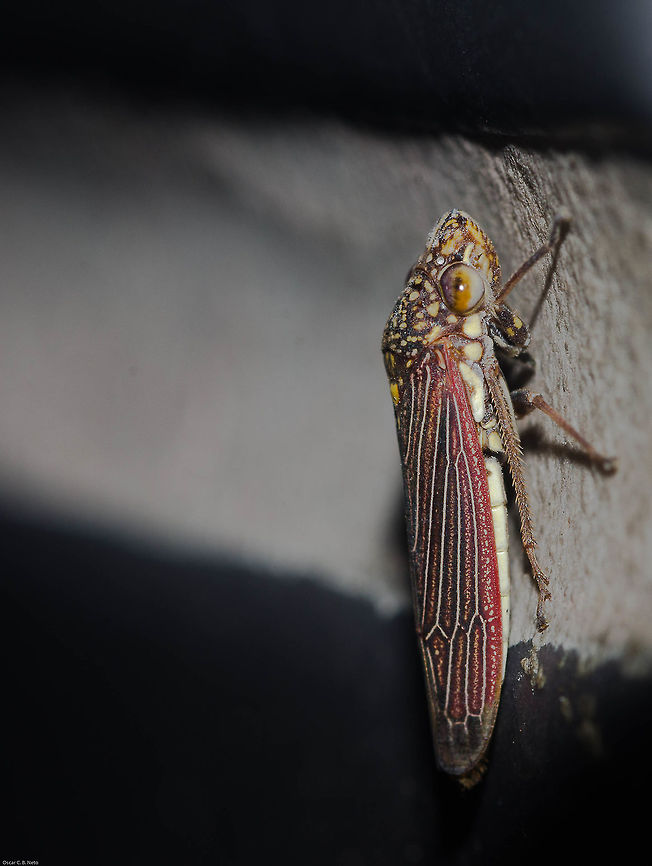 Tapajosa sp. - Cigarrinha-Tapajosa (Melichar, 1924a: 241) Hemiptera: Auchenorrhyncha: Cicadomorpha: Membracoidea: Cicadellidae: Cicadellinae: Proconiini<br />
<br />
Date: 12th of May, 2018 at 07:59:59pm. 16th floor of a flat, urban habitat.<br />
<br />
Lateral view of this same individual, which I believe is a male: <br />
<figure class="photo"><a href="https://www.jungledragon.com/image/60083/tapajosa_sp._-_cigarrinha-tapajosa_melichar_1924a_241.html" title="Tapajosa sp. - Cigarrinha-Tapajosa (Melichar, 1924a: 241)"><img src="https://s3.amazonaws.com/media.jungledragon.com/images/3305/60083_thumb.jpg?AWSAccessKeyId=05GMT0V3GWVNE7GGM1R2&Expires=1770854410&Signature=DPC6Hezbmp1Et24hu7GicOc3o5Y%3D" width="86" height="152" alt="Tapajosa sp. - Cigarrinha-Tapajosa (Melichar, 1924a: 241) Hemiptera: Auchenorrhyncha: Cicadomorpha: Membracoidea: Cicadellidae: Cicadellinae: Proconiini<br />
<br />
Date: 12th of May, 2018 at 07:58:11pm. 16th floor of a flat, urban habitat.<br />
<br />
Full post in the following link. Dorsal view of what I believe is a male. I believe this is in the same species with intraspecific variations or another species in the same genus:<br />
https://www.jungledragon.com/image/60080/tapajosa_sp._-_cigarrinha-tapajosa_melichar_1924a_241.html<br />
<br />
Lateral view of this same individual depicted here: <br />
https://www.jungledragon.com/image/60081/_dsc8508.html Animal Kingdom,Animalia,Arthropoda,Arthropods,Auchenorrhyncha,Brazil,Brazilian leafhopper,Bugs,CVC,Cicadellidae,Cicadellinae,Cicadomorpha,Fall,Geotagged,Insecta,Insects,Leafhopper,Oncometopia marginula,Proconia fulvopunctata,Proconiini" /></a></figure><br />
<br />
Full post of here. I believe the full post's picture is of a female of the same species as this with minor intraspecific variations or another species of the same genus: <br />
<br />
<figure class="photo"><a href="https://www.jungledragon.com/image/60080/tapajosa_sp._-_cigarrinha-tapajosa_melichar_1924a_241.html" title="Tapajosa sp. - Cigarrinha-Tapajosa (Melichar, 1924a: 241)"><img src="https://s3.amazonaws.com/media.jungledragon.com/images/3305/60080_thumb.jpg?AWSAccessKeyId=05GMT0V3GWVNE7GGM1R2&Expires=1770854410&Signature=JD6HdiCf6FcQNmb5YjkzGDcPH%2B8%3D" width="118" height="152" alt="Tapajosa sp. - Cigarrinha-Tapajosa (Melichar, 1924a: 241) Hemiptera: Auchenorrhyncha: Cicadomorpha: Membracoidea: Cicadellidae: Cicadellinae: Proconiini<br />
<br />
Date: 13th of April, 2018 at 08:22:02pm.<br />
<br />
Lateral view of this same individual: https://www.jungledragon.com/image/60079/dsc_5201.html<br />
Dorsal view of a different individual that I also think is a female but with different intraspecific variations, belonging in the same species or another species in the same genus: <br />
<br />
https://www.jungledragon.com/image/60082/dsc_8007.html<br />
<br />
Dorsal view of what I think is a male belonging in the same species with minor intraspecific variations or another species in the same genus:<br />
<br />
https://www.jungledragon.com/image/60083/tapajosa_sp._-_cigarrinha-tapajosa_melichar_1924a_241.html<br />
<br />
Lateral view of the (supposedly) male above, same individual:<br />
<br />
https://www.jungledragon.com/image/60081/tapajosa_sp._-_cigarrinha-tapajosa_melichar_1924a_241.html<br />
<br />
Tapajosa is a genus of the order Hemiptera, suborder Auchenorrhyncha, infraorder Cicadomorpha, superfamily Membracoidea, family Cicadellidae, subfamily Cicadellinae and tribe Proconiini. They are of Neotropical distribution, and the minimum information available to me is that they can be found in Argentina, Bolivia, Brazil, Colombia, Ecuador and Venezuela according to Insectoid (http://insectoid.info/insecta/hemiptera/cicadellidae/tapajosa_genus/), but I'm not sure if this information is correct, lacking or wrong. I believe my specimen is either a Tapajosa fulvopunctata, a Tapajosa spinata or one of the species with no pictures in the Internet.<br />
<br />
In T. fulvopunctata, synonyms include:<br />
<br />
Tettigonia fulvopunctata (Signoret, 1854c: 484)<br />
Proconia fulvopunctata (Walker, 1858b: 229)<br />
Tapajosa fulvopunctata (Melichar, 1924a: 242)<br />
Tapajosa fulvopunctata var. concolor (Melichar, 1924a: 242)<br />
Oncometopia marginula (Osborn, 1926b:170)<br />
<br />
Apparently, there are other variations to this species as can be seen here: https://naturalhistory.museumwales.ac.uk/sharpshooters/browserecord.php?-recid=1053<br />
<br />
Now, I do not know if the "var. concolor" is being referred as a variation (like said) or a subspecies as the informations are scarce. The yellow spots depicted on my specimen seemed to differ a little from fulvopunctata but didn't match any other members of the genus with pictures available besides spinata with little modifications as well. This made me believe it is either a Tapajosa fulvopunctata or Tapajosa spinata with minor intraspecific variations (or different subspecies) or one of the species with no pictures, noted further down. Also, according to the links below, the members of this genus possess darker colors in males and lighter colors (including the yellow spots) in females, except for T. rubromarginata (which is not my specimen), so I'm inclined to believe my specimen is possibly a female, so long as the specimens in the links below portray the reality of a living specimen and not of a worn specimen.<br />
<br />
The host plants of T. fulvopunctata (which may reflect on the rest of the genus, at the very least partially) include Anacardium occidentale (Anacardiaceae) ("cashew"), Cordia goeldiana (Boraginaceae) ("freijo"), Enterolobium contortisiliguum (Fabaceae) ("earpod tree"), Pseudopiptadenia contorta (Fabaceae) ("angico"), Crocus sativus (Iridaceae) ("saffron"), Gossypium hirsutum (Malvaceae) ("cotton"), Psidium guajava (Myrtaceae) ("guava"), Zea mays (Poaceae) ("corn"), Lantana camara (Verbenaceae) ("lantana"), Vernonia condensata (Asteraceae) ("figatil" or "necroton") and possibly many more.<br />
<br />
They seem to show particular interest in Vernonia condensata (Asteraceae).<br />
<br />
The following species are supposedly present in this genus:<br />
<br />
Tapajosa doeringii (Berg, 1879d: 248)<br />
(https://naturalhistory.museumwales.ac.uk/sharpshooters/browserecord.php?-recid=1052)<br />
<br />
Tapajosa fulvopunctata (Signoret, 1854c: 484)<br />
(https://naturalhistory.museumwales.ac.uk/sharpshooters/browserecord.php?-recid=1053) - reminds me of my individual besides minor differences<br />
<br />
Tapajosa obscurior (Fowler, 1899)<br />
(couldn't find any pictures and I'm not sure if this is a valid species)<br />
<br />
Tapajosa ocellata (Osborn, 1926b: 169)<br />
(https://naturalhistory.museumwales.ac.uk/sharpshooters/browserecord.php?-recid=1054) - note that there are notable intraspecific variations here<br />
<br />
Tapajosa rubromarginata (Signoret, 1855d: 793)<br />
(https://naturalhistory.museumwales.ac.uk/sharpshooters/browserecord.php?-recid=1055) - females are darker here<br />
<br />
Tapajosa similis (Melichar, 1925)<br />
(couldn't find any pictures)<br />
<br />
Tapajosa spinata (Young, 1968)<br />
(https://upload.wikimedia.org/wikipedia/commons/4/4d/Tapajosa_spinata.jpg) - reminds me of my individual besides minor differences<br />
<br />
Tapajosa ulcerata (Signoret, 1854)<br />
(couldn't find any pictures, nor do I know if this is a valid species)<br />
<br />
Informations are scarce and I'm unaware if there are others.<br />
<br />
Genus details can be found here: http://takiya.speciesfile.org/taxahelp.a...<br />
<br />
I know this is confusing, but informations on this Hemipteran are confusing. In sum, my specimen might be a T. fulvopunctata, a T. spinata or one of the species with no pictures on the Internet.<br />
<br />
According to a study I will provide at the end of this paragraph, Tapajosa rubromarginata are vectors to Xylella fastidiosa, the Citrus Variegated Chlorosis (CVC) that affects plants. I could find absolutely nothing that could affirm other species of Tapajosa are vectors.<br />
<br />
https://www.researchgate.net/publication...<br />
<br />
About the Xylella fastidiosa: Diseases are often associated with evolution, and the CVC might potentially bring benefits to the species of plants affected in the future. I will quote a text from two sources I will provide below:<br />
<br />
"X. fastidiosa is primarily considered a plant pathogen, despite the fact that it successfully colonizes two very distinct hosts: plants and insect vectors. In fact, colonization of both hosts is required for dissemination of the bacterium in the landscape; it is unfortunate that most research has so far focused on plants as hosts, as insects are equally important. The economic importance of X. fastidiosa diseases also obscures the fact that it most likely evolved to be a harmless endophyte; the bacterium is capable of multiplying and moving within a wide host range but causes disease in very few hosts in a specific manner. Furthermore, work on its pathogenicity mechanisms led to the conclusion that X. fastidiosa regulates its gene expression in a cell density-dependent manner, essentially turning off its plant colonization machinery when in high density. This counterintuitive scenario is explained by the fact that traits necessary for insect colonization, and consequently plant-to-plant transmission, are only expressed at high cell densities. Because insect vectors discriminate against symptomatic plants, symptom expression is expected to decrease transmission rates, effectively reducing pathogen fitness and disease spread."<br />
<br />
https://nature.berkeley.edu/xylella/wp-content/uploads/2016/07/CVC_2014.pdf<br />
<br />
Second source:<br />
<br />
"Hosts can also evolve in response to infection in ways that influence virulence. The best observed examples of the host evolution in response to disease include studies of Australian rabbits and Myxoma virus, crickets and parasitoid flies, and bacteria and phages. Host strategies for combating infection can be grouped into two categories: host tolerance and host resistance (Boots et al. 2009). Host tolerance describes the ability of a host to tolerate infection with a pathogen by minimizing the damage done but without impeding replication or transmission of the pathogen. In contrast, host resistance strategies reduce the probability that a host is infected, reduce pathogen replication within the host, and/or increase the speed of pathogen clearance (recovery). Given that hosts would benefit from resisting infection, an outstanding question is, "Why aren't hosts more resistant to pathogens?" Potential explanations include: a trade-off between resistance traits and other fitness-related traits, pathogen evolution to evade or counter host resistance traits, and trade-offs among defenses aimed at different parasite types or strains (Schmid-Hempel, 2005). In contrast, traits that confer tolerance are frequently expected to evolve to fixation, assuming the benefits of these traits outweigh the costs.<br />
<br />
Host-parasite interactions, thus, can lead to co-evolutionary dynamics that can increase the genetic diversity of both hosts and pathogens through co-speciation events and genetic arms races. One process that can lead to co-evolutionary change is negative frequency-dependent selection, whereby multiple host and parasite genotypes exist and only some host-parasite combinations result in infection. Over time, the frequency of resistant genotypes in a population can be affected by, and feed back to, local parasite genotype dynamics. This has been illustrated by long-term studies of trematode parasites infecting freshwater snails in New Zealand (Lively &amp; Dybdahl, 2000). This work also showed that high infection rates can ultimately favor host sexual reproduction as a strategy for generating novel host genotypes that may resist infection by common parasite clones."<br />
<br />
https://www.nature.com/scitable/knowledge/library/disease-ecology-15947677<br />
<br />
Natural habitats include crop fields and forests. All subjects found on the 16th floor of a flat in in an urban habitat. Animal Kingdom,Animalia,Arthropoda,Arthropods,Auchenorrhyncha,Brazil,Brazilian leafhopper,Bugs,CVC,Cicadellidae,Cicadellinae,Cicadomorpha,Insecta,Insects,Leafhopper,Oncometopia marginula,Proconia fulvopunctata,Proconiini,Sharpshooter,Sharpshooter Leafhopper" /></a></figure> Animal Kingdom,Animalia,Arthropoda,Arthropods,Auchenorrhyncha,Brazil,Brazilian leafhopper,Bugs,CVC,Cicadellidae,Cicadellinae,Cicadomorpha,Fall,Geotagged,Insecta,Insects,Leafhopper,Oncometopia marginula,Proconia fulvopunctata,Proconiini