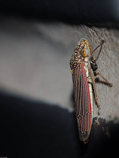 Tapajosa sp. - Cigarrinha-Tapajosa (Melichar, 1924a: 241) Hemiptera: Auchenorrhyncha: Cicadomorpha: Membracoidea: Cicadellidae: Cicadellinae: Proconiini

Date: 12th of May, 2018 at 07:59:59pm. 16th floor of a flat, urban habitat.

Lateral view of this same individual, which I believe is a male: 
https://www.jungledragon.com/image/60083/tapajosa_sp._-_cigarrinha-tapajosa_melichar_1924a_241.html

Full post of here. I believe the full post's picture is of a female of the same species as this with minor intraspecific variations or another species of the same genus: 

https://www.jungledragon.com/image/60080/tapajosa_sp._-_cigarrinha-tapajosa_melichar_1924a_241.html Animal Kingdom,Animalia,Arthropoda,Arthropods,Auchenorrhyncha,Brazil,Brazilian leafhopper,Bugs,CVC,Cicadellidae,Cicadellinae,Cicadomorpha,Fall,Geotagged,Insecta,Insects,Leafhopper,Oncometopia marginula,Proconia fulvopunctata,Proconiini