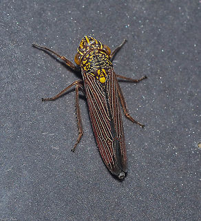 Tapajosa sp. - Cigarrinha-Tapajosa (Melichar, 1924a: 241) Hemiptera: Auchenorrhyncha: Cicadomorpha: Membracoidea: Cicadellidae: Cicadellinae: Proconiini

Date: 8th of May, 2018 at 11:03:16pm. 16th floor of a flat, urban habitat.

Full post here of a different individual, belonging in the same species with intraspecific variations or another species in the same genus: https://www.jungledragon.com/image/60080/tapajosa_sp._-_cigarrinha-tapajosa_melichar_1924a_241.html Animal Kingdom,Animalia,Arthropoda,Arthropods,Auchenorrhyncha,Brazil,Brazilian leafhopper,Bugs,CVC,Cicadellidae,Cicadellinae,Cicadomorpha,Geotagged,Insecta,Insects,Leafhopper,Oncometopia marginula,Proconia fulvopunctata,Proconiini,Sharpshooter