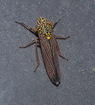 Tapajosa sp. - Cigarrinha-Tapajosa (Melichar, 1924a: 241) Hemiptera: Auchenorrhyncha: Cicadomorpha: Membracoidea: Cicadellidae: Cicadellinae: Proconiini<br />
<br />
Date: 8th of May, 2018 at 11:03:16pm. 16th floor of a flat, urban habitat.<br />
<br />
Full post here of a different individual, belonging in the same species with intraspecific variations or another species in the same genus: https://www.jungledragon.com/image/60080/tapajosa_sp._-_cigarrinha-tapajosa_melichar_1924a_241.html Animal Kingdom,Animalia,Arthropoda,Arthropods,Auchenorrhyncha,Brazil,Brazilian leafhopper,Bugs,CVC,Cicadellidae,Cicadellinae,Cicadomorpha,Geotagged,Insecta,Insects,Leafhopper,Oncometopia marginula,Proconia fulvopunctata,Proconiini,Sharpshooter